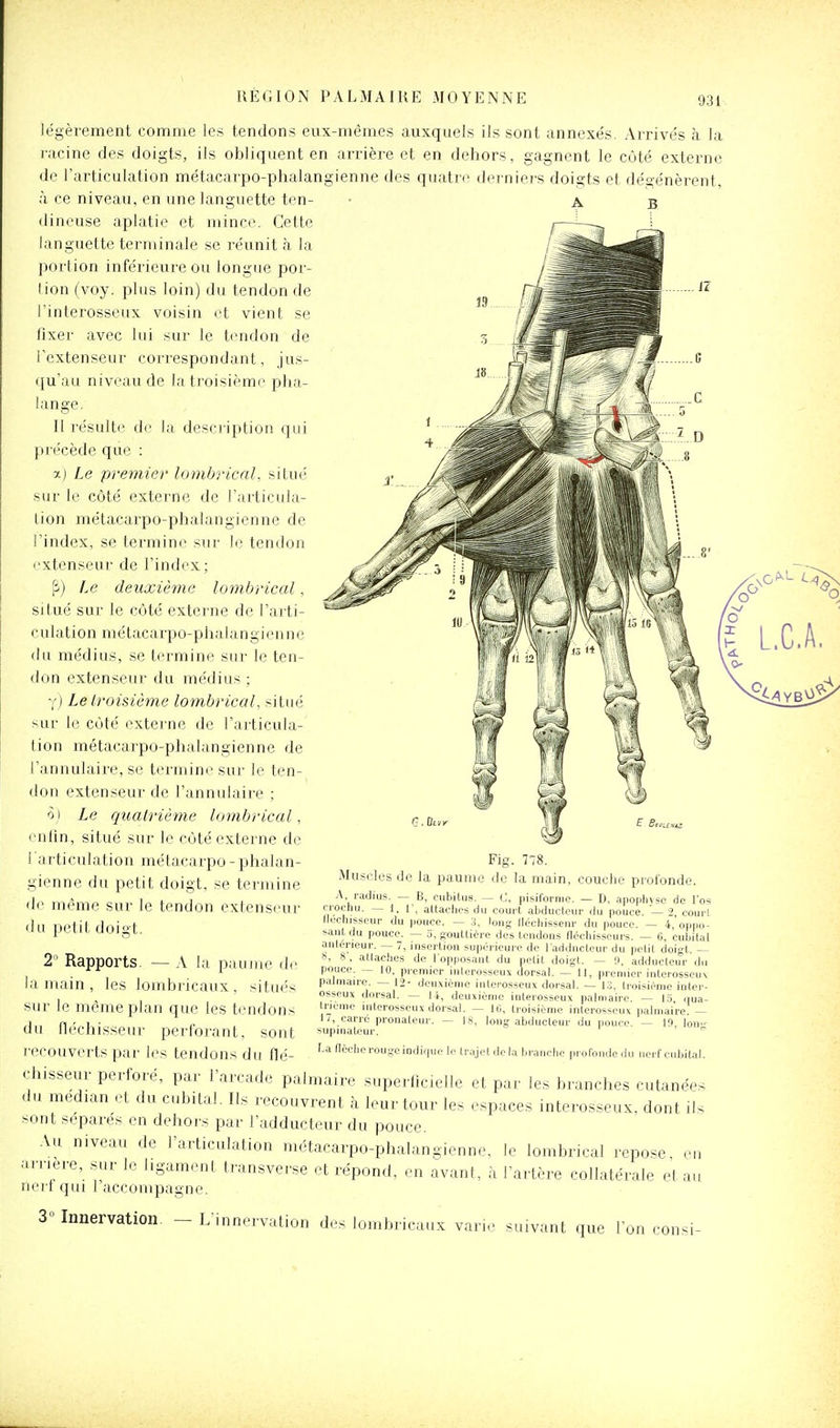 légèrement comme les tendons eux-mêmes auxquels ils sont anncxe's. Arrivés à la racine des doigts, ils obliquent en arrière et en dehors, gagnent le côté externe de l'articulation métacai'po-phalangienne des quatre dei niers doigts et dégénèrent, à ce niveau, en une languette ten- dineuse aplatie et mince. Cette languette terminale se réunit à la portion inférieure ou longue por- lion (voy. plus loin) du tendon de l'interosscux voisin et vient se lixer avec lui sur le tendon de l'extenseur correspondant, jus- qu'au niveau de la troisième pha- lange. Il l'ésultc de la desciiption qui précède que : :>.) Le premier lombrical, situé sur le côté externe de l'articula- tion métacarpo-phalangienne de l'index, se termine sur le tendon extenseur de l'index ; |ï) Le deuxième lombrical, situé sur le côté externe de l'arti- culation métacarpo-phalangienne du médius, se termine sur le ten- don extenseur du médius; y) Le troisième lombrical, situé sur le côté externe de l'articula- tion métacarpo-phalangienne de l'annulaire, se teianinesur le ten- don extenseur de l'annulaire : 0) Le quatrième lombrical, enlin, situé sur le côté externe de l'articulation métacarpe - phalan- gienne du petit doigt, se termine de même sur le tendon extenseur du petit doigt. 2 Rapports. — A la paume <le la main , les lombricaux , situés sur le même plan que les tendons du fléchisseur perforant, sont recouverts par les tendons du flé- éche rouge indique lo trajelJelal.mncho [.roromiclu nerf rul>iU.I. chisseur perforé, par l'arcade palmaire superficielle et par les branches cutanées du médian et du cubital. Ils recouvrent à leur tour les espaces interosseux, dont ils sont séparés en dehors par l'adducteur du pouce. Au niveau de l'articulation métacarpo-phalangienne, le lombrical repose en arrière, sur le ligament transverse et répond, en avant, à l'artère collatérale et au nerf qui I accompagne. 3° Innervation. _ i;innervation des lombricaux varie suivant que l'on consi- Fig. 77S Muscles de la paume de la main, couche profonde. A radius. — B, cubitus. — C, pisiforme. — D, apophyse de l'os crochu. — 1. r, attaches du court abducteur du pouce. — 2, court lleehisseur du pouce. — 3, long fléchisseur du pouce. — 4, oppo- sant du pouce. — 0, gouttière des tendons néchisseurs. - 6, cubital antérieur. — 7, insertion supérieure de l'adducteur du petit doigt. — h, 8 , attaches de l'opposant du petit doigt. — 9, adducteur du pouce. — 10, premier inlerosseux dorsal. — 11, premier inlerosseii\ palmaire. — 12- deuxième interosseux dorsal. — i:i, troisième inter- osseux dorsal. — 14, deuxième interosseux palmaire. — 1.5, qua- trième interosseux dorsal. — 10, troisième interosseus palmaire. — 17, carre pronateur. — 18, long abducteur du pouce. — 19, Ion- supinateur. 