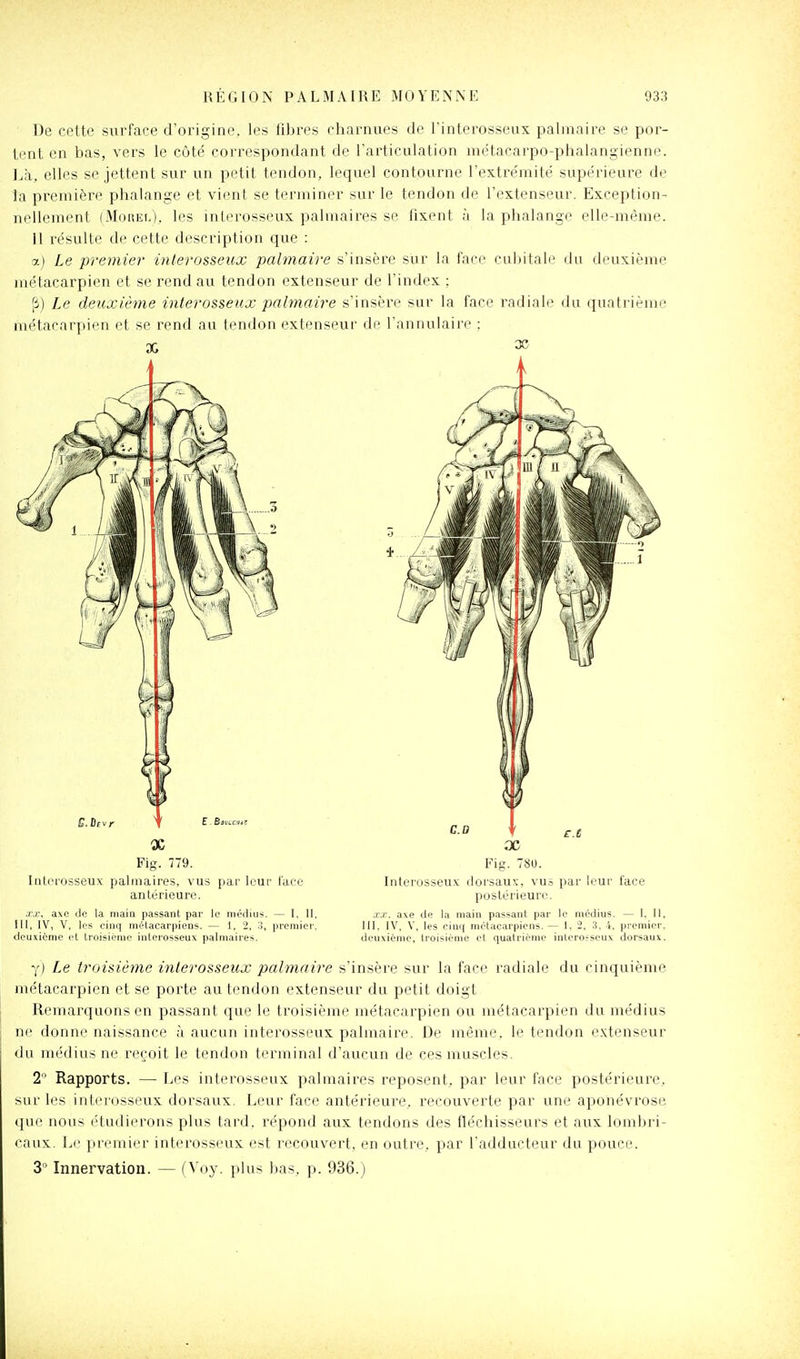 De cette surface d'origine, les fibres charnues de Finterosseux pahuaire se por- tent en bas, vers le côté correspondant de Farticulation métacarpo-phalangienne. Là, elles se jettent sur un petit tendon, lequel contourne l'extre'inité supérieure de la première phalange et vient se terminer sur le tendon de l'extenseur. Exception- nellement (Morel). les inlerosseux palmaires se fixent à la phalange elle-même. 11 résulte de cette description que : aj Le premier interosseux palmaire s'insère sur la face cubitale du deuxième métacarpien et se rend au tendon extenseur de l'index : fi) Le detixième interosseux palmaire s'insère sur la face radiale du quatrième métacarpien et se rend au tendon extenseur de l'annulaire : X Fig. 779. lulci'osseux palmaires, vus par leur lace antérieure. ./.r, axe de la main passant par le niéiliu*. — I, II. Il[, IV, V, les cinq métacarpiens. — 1. 2, '.i, premier, deuxième et troisième interosseux palmaires. Fig. 780. Interosseux: doi'sau\', vu.-5 par leur face postérieure. :i:r. axe de la main passant par le médius. — 1, 11, III. IV, V, les cinq métacarpiens. — 1, 2, 3. i. premier, ilenxièine, troisième et quatrième intcro.-seux dorsaux. y) Le troisième interosseux palmaire s'insère sur la face i-adiale du cinquième métacarpien et se porte au tendon extenseur du petit doigt Remarquons en passant que le troisième métacarpien ou métacarpien du médius ne donne naissance à aucun interosseux palmaire. De même, le tendon extenseur du médius ne reçoit le tendon terminal d'aucun de ces muscles. 2 Rapports. — Les interosseux palmaires reposent, par leur face postérieure, sur les interosseux dorsaux. Leur face antérieure, recouverte par une aponévrose que nous étudierons plus tard, répond aux tendons des fléchisseurs et aux lombri- caux. Le premier interosseux est recouvert, en outre, par l'adducteur du pouce. 3° Innervation. — (Voy. plus bas, p. 936.)