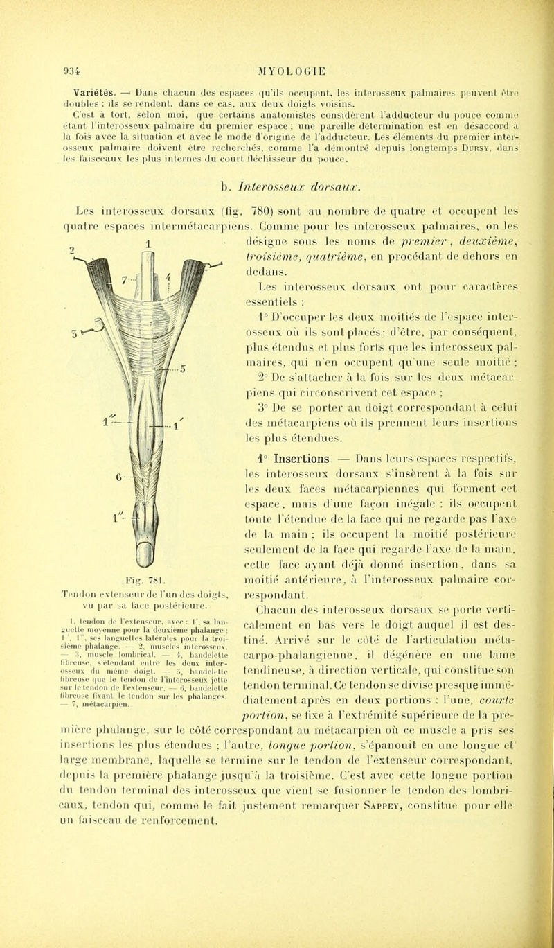 Variétés. —i Dans chacun des espaces qu'ils occupent, les interosseux palmaires peuvent être doubles ; ils se rendent, dans ce cas. aux deux doigts voisins. C'est à tort, selon moi, que certains anatomistes considèrent l'adducteur du pouce commis étant l'interosseux palmaire du premier espace ; une pareille détermination est en désaccord à la ibis avec la situation et avec le mode d'origine de l'adducteur. Les éléments du premier inter- osseux palmaire doivent être recherchés, comme l'a démontré depuis longtemps Dursy, dans les faisceaux les plus internes du court fléchisseur du pouce. b. Itiierosseux dorsaux. Les interosseux dorsaux (iîg. 780) sont au nombre de quatre et occupent les quatre espaces intermétacarpiens. Comme pour les interosseux pabuaires, on les désigne sous les noms de premier, deuxième., troisième, quatrième, en procédant de dehors en dedans. Les interosseux dorsaux ont pour caractères essentiels : 1 D'occuper les deux moitiés de Tespace inter- osseux où ils sontplncés: d'être, par conséquent, plus étendus et plus forts que les interosseux pal- maires, qui n'en occupent qu'une seule moitié ; 2° De s'attacher à la fois sur les deux métacar- piens qui circonscrivent cet espace ; 3° De se porter au doigt correspondant à celui des métacarpiens où ils prennent leurs insertions les plus étendues. 1 Insertions. — Dans leurs espaces respectifs, les interosseux dorsaux s'insèrent à la fois sur les deux faces métacarpiennes qui forment cet espace, mais d'une façon inégale : ils occupent toute l'étendue de la face qui ne regarde pas l'axe de la main ; ils occupent la moitié postérieure seulement de la face qui regarde l'axe de la main, cette face ayant déjà donné insertion. dans sa moitié antérieure, à l'interosseux palmaire cor- respondant. Chacun des interosseux dorsaux se porte verti- calement en bas vers le doigt auquel il est des- tiné. Arrivé sur le côté de l'articulation méta- carpo-phalangienne, il dégénère en une lame tendineuse, à direction verticale, qui constitue son tendon terminal. Ce tendon se divise presque immé- diatement après en deux portions : l'une, courte portion, se lixe à l'extrémité supérieure de la pre- mière phalange, sur le côté correspondant au métacarpien où ce muscle a pris ses insertions les plus étendues ; l'autre, longue portion, s'épanouit en une longue et' large membrane, laquelle se termine sur le tendon de l'extenseur correspondant, depuis la première phalange jusqu'à la troisième. C'est avec cette longue portion du tendon terminal des interosseux que vient se fusionner le tendon des lombri- caux, tendon qui, comme le fait justement remarquer Sappey, constitue pour elle un faisceau de renforcement. Fig. 781. Tendon extenseur de l'un des doigts, vu par sa l'ace postérieure. 1, lendon de l exlenseur, avec : 1', sa lan- guellc moyenne pour la deuxième |ilialano;e ; 1 , 1, ses languettes latérales pour la troi- sième phalange. — 2, muscles iiiterosseux. — 3, muscle lombrical. — 4, bandelette fibreuse, s'étendant entre les deux inter- osseux du même doigt. — S, bandelntlo libreuse que le tendon de l'interosseux jette sur le tendon de l'extenseur. — fi, bandelette libreuse fixant le tendon sur les phalanges. — 7, métacarpien.