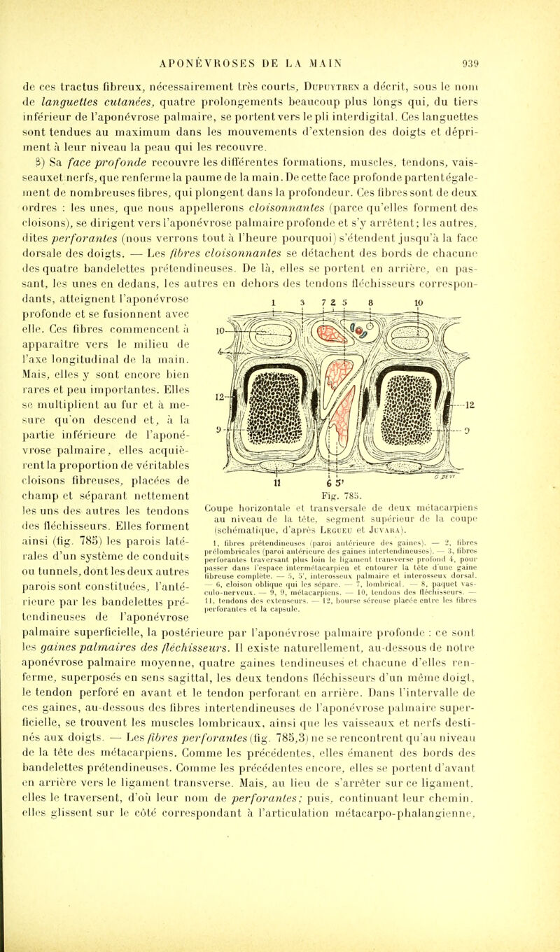 de ces tractus fibreux, nécessairement très courts, Dupuytren a décrit, sous le nom de languettes cutanées, quatre prolongements beaucoup plus longs qui, du tiers inférieur de l'aponévrose palmaire, se portent vers le pli interdigital. Ces languettes sont tendues au maximum dans les mouvements d'extension des doigts et dépri- ment à leur niveau la peau qui les recouvre. ^) Sa face profonde recouvre les différentes formations, muscles, tendons, vais- seauxet nerfs, que renferme la paume de la main. De cette face profonde partentégale- ment de nombreuses libres, qui plongent dans la profondeur. Ces fibres sont de deux ordres : les unes, que nous appellerons cloisonnantes (parce qu'elles forment des cloisons), se dirigent vers l'aponévrose palmaire profonde et s'y arrêtent; les autres, dites perforantes (nous verrons tout à l'heure pourquoi) s'étendent jusqu'à la face dorsale des doigts. — Les fibres cloisonnantes se détachent des bords de chacune des quatre bandelettes prétendineuses. De là, elles se portent en arrière, en pas- sant, les unes en dedans, les autres en dehors des tendons fléchisseurs correspon- dants, atteignent l'aponévrose profonde et se fusionnent avec elle. Ces fibres commencent à apparaître vers le milieu de l'axe longitudinal de la main. Mais, elles y sont encore bien rares et peu importantes. Elles se multiplient au fur et à me- sure qu'on descend et, à la partie inférieure de l'aponé- vrose palmaire, elles acquiè- rent la proportion de véritables cloisons fibreuses, placées de champ et séparant nettement les uns des autres les tendons des fléchisseurs. Elles forment ainsi (fig. 785) les parois laté- rales d'un système de conduits ou tunnels, dont les deux autres parois sont constituées, l'anté- rieure par les bandelettes pré- tendineuses de l'aponévrose palmaire superficielle, la postérieure par l'aponévrose palmaire profonde : ce sont les gaines palmaires des fléchissews. Il existe naturellement, au-dessous de notre aponévrose palmaire moyenne, quatre gaines tendineuses et chacune d'elles ren- ferme, superposés en sens sagittal, les deux tendons fléchisseurs d'un même doigt, le tendon perforé en avant et le tendon perforant en arrière. Dans l'intervalle de ces gaines, au-dessous des fibres interlendineuses de l'aponévrose palmaire super- ficielle, se trouvent les muscles lombricaux, ainsi que les vaisseaux et nerfs desti- nés aux doigts. — hes fibres perforantes (ii^. 785,3) ne se rencontrent qu'au niveau de la tête des métacarpiens. Comme les précédentes, elles émanent des bords des bandelettes prétendineuses. Comme les précédentes encore, elles se portent d'avant en arrière vers le ligament transverse. Mais, au lieu de s'arrêter sur ce ligament, elles le traversent, d'où leur nom de perforantes; puis, continuant leur chemin, elles glissent sur le côté correspondant à l'articulation métacarpo-phalangienni% au niveau de la tète, segment supérieur de la coupe (schématique, d'après Legueu et Juv.vka). 1, fibres prétendiQL-uses (paroi antérieure des gaines). — 2, libres prélombricales (paroi aiilérieure des gaines inlcrtendineuses). — 3, libres perlorantes traversant plus loin le ligament trausverse profond i, pour passer dans l'espace intermétacarpien et entourer la tète d'une gaine libreuse complète — .'i, o', interosseux palmaire et interosseuv dorsal. — 0, cloison oblique (|ui les sépare. — 7, lombrical. — 8. paquet vas- eulo-nerveuit. — 'J, 9, métacarpiens. — 10. tendons des flécliisseurs. — 11, tendons des extenseurs. — 12, bourse séreuse placée entre les fibres perlorantes et la capsule.