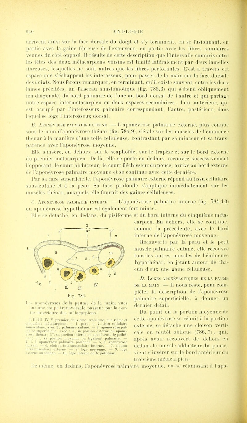 arrivent ainsi sur la face dorsale du doigt et s'y terminent, en se fusionnant, en partie-avec la gaine fibreuse de l'extenseur, en partie avec les fibres similaires venues du côté opposé. 11 résulte de cette description que l'intervalle compris entre les tètes des deux métacarpiens voisins est limité latéralement par deux lamelles fibreuses, lesquelles ne sont autres que les fibres perforantes. C'est à travers cet espace que s'échappent les interosseux, pour passer de la main sur la face dorsale des doigts. Nous ferons remarquer, en terminant, qu'il existe souvent, entre les deux lames précitées, un faisceau anastomotique (fig. 785,6) qui s'étend obliquement (en diagonale) du bord palmaire de l'une au bord dorsal de l'autre et qui partage notre espace intermétacarpien en deux espaces secondaires : l'un, antérieur, qui est occupé par l'interosseux palmaire correspondant; l'autre, postérieur, dans lequel se loge l'interosseux dorsal. B. .Vponévrose PALM.4.1HE E.vi'ERXE. —L'apouévrose palmaire externe, plus connue sous le nom d'aponévrose thénar (fig. 784,9), s'étale sur les muscles de l'éminence thénar à la manière d'une toile celluleuse, contrastant par sa minceur et sa trans- parence avec l'aponévrose moyenne. Elle s'insère, en dehors, sur le scaphoïde. sur le trapèze et sur le bord externe du premier métacarpien. Delà, elle se porte en dedans, recouvre successivement l'opposant, le court abducteur, le court fléchisseur du pouce, arrive au bord externe do l'aponévrose palmaire moyenne et se continue avec cette dernière. Par sa face superficielle, l'aponévrose palmaire externe répond au tissu cellulaire sous-cutané et à la peau. Sa face prolonde s'applique immédiatement sur les muscles thénar, auxquels elle fournit des gaines celluleuses. C. Aponévrose palmaire interne. — L'aponévrose palmaire interne (fig. 784,10) ou aponévrose hypothénar est également fort mince. Elle se détache, en dedans, du pisiforme et du boi d interne du cinquième méta- carpien. En dehors, elle se continue, comme la précédente, avec le bord interne de l'aponévrose moyenne. Recouverte par la peau et le petit muscle palmaire cutané, elle recouvre tous les autres muscles de l'éminence hypothénar, en jetant autour de cha- cun d'eux une gaine celluleuse. D. Loges aponévrotiques de la. paume DE LA MAIN. — 11 uous pcstc, pour Com- pléter la description de l'aponévrose palmaire superficielle, à donner un dernier détail. Du point oii la poi tion moyenne d<' cette aponévrose se réunit à la portion externe, se détache une cloison verti- cale ou plutôt oblique (786.7), qui. après avoir recouvert de dehors en dedans le muscle adducteur du pouce, vient s'insérer sur le bord antérieur du troisième métacarpien. De même, en dedans, l'aponévrose palmaire moyenne, en se réunissant à l'apo- 3 Fig. 786. Les aponévroses de la paunif de la main, vues sur une coupe transversale passant par la par- tie supérieure des métacarpiens. I. II. m, IV, V. premier, deuxième, troisième, quatrième et ciiuiuième métacarpiens. — i, peau. — 2, tissu cellulaire sous-cutané, avec 2', palmaire cutané. — 3, aponévrose pal- maire superficielle, avec : 3', sa portion externe ou aponé- vrose thénar ; 3, sa portion interne ou aponévrose hypothé- nar ; sa portion moyenne nu ligament palmaire. — 4. i-, i, aponévrose palmaire profonde. — 'i, 5, aponévrose dorsale. — (i, cloison intermusculaire interne. — 7, cloison iutermusculaire externe. — 8. logre njovenne. — 9, loge e.'iternc ou tliénar. — 10, loge interne ou hypothénar.