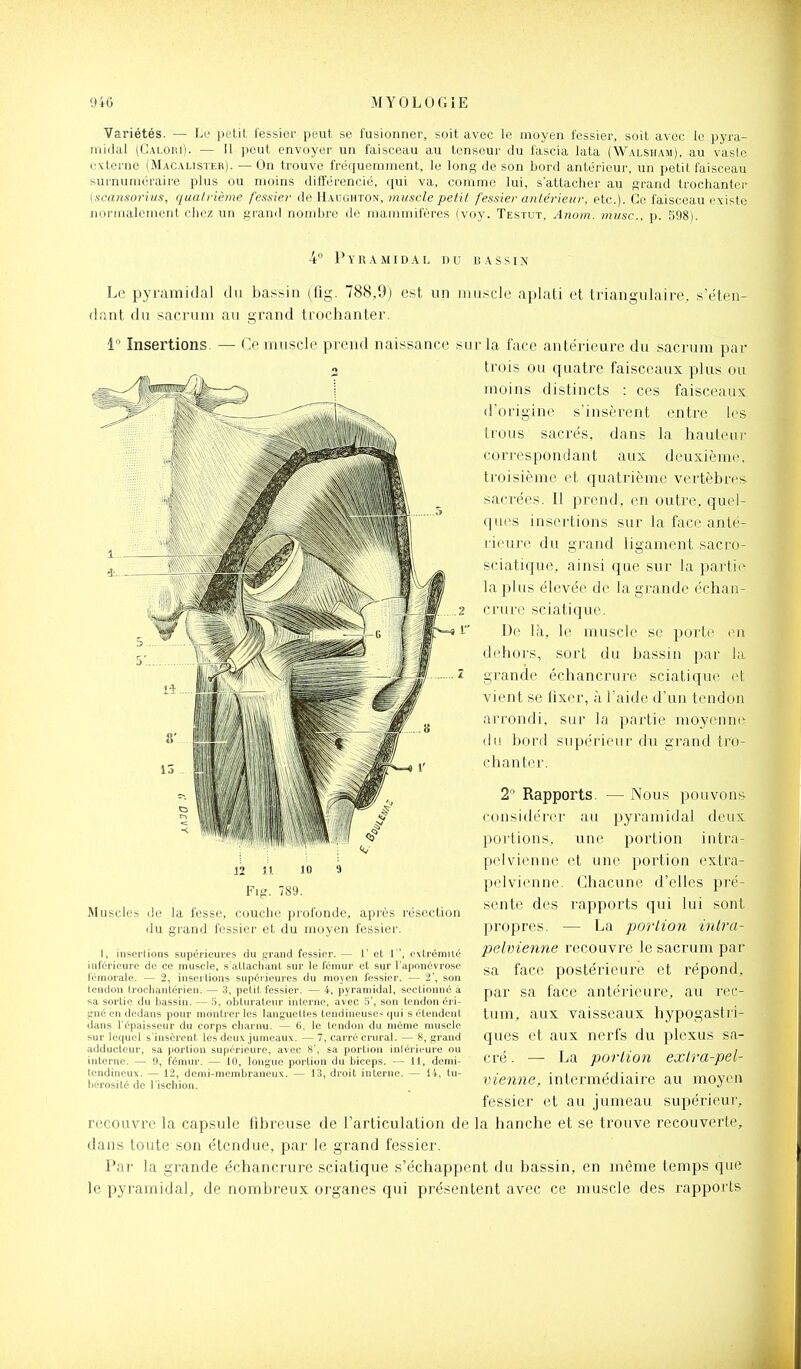 Variétés. — Le petit iessier peut se fusionner, soit avec le moyen fessier, soit avec le pyra- midal iCALom). — 11 peut envoyer un faisceau au tenseur du fascia lata (Walsham), au vasic cxterno (Macalister). — On trouve fréquemment, le long de son bord antérieur, un petit faisceau surnuméraire plus ou moins différencié, qui va, comme lui, sattacher au grand trochantcr {scanso7-ius, qaalrième fessier de Haughton, muscle petit fessier antérieur, etc.). Ce faisceau existe normalement chez un grand nombre do mammifères (voy. Testut. Anom. musc, p. 598). 4° Pyramidal du bassin Le pyramidal du bassin (fig. 788,9) est un muscle aplati et triangulaire, s'éten- dant du sacrum au grand trochanter. 1 Insertions. — Ce muscle prend naissance sur la face antérieure du sacrum par trois ou quatre faisceaux plus ou moins distincts : ces faisceaux dorigine s'insèrent entre les trous sacrés, dans la hauteur- cori'espondant aux deuxième, troisième et quatrième vertèbres sacrées. 11 prend, en outre, quel- ques insertions sur la face anté- rieure du givand ligament sacro- seiatique, ainsi que sur la partie la plus élevée de la grande échan- crure sciatique. De là, le muscle se porte (Mi dehors, sort du bassin par la grande échancrure sciatique et vient se fixer, à l'aide d'un tendon arrondi, sur la partie moyenne du bord supérieur du grand tro- chanter. 2° Rapports. — Nous pouvons considérer au pyramidal deux portions, une portion intra- pelvienne et une portion extra- pelvienne. Chacune d'elles pré- sente des rapports qui lui sont propres. — La portion inlra- pelvienne recouvre le sacrum par sa face postérieure et répond, par sa face antérieure, au rec- tum, aux vaisseaux hypogastri- ques et aux nerfs du plexus sa- cré . — La porlion extra-pel- vienne, intermédiaire au moyen fessier et au jumeau supérieur, recouvre la capsule fibreuse de l'articulation de la hanche et se trouve recouverte, dans toute son étendue, par le grand fessier. Par la grande échancrure sciatique s'échappent du bassin, en même temps que le pyramidal, de nombreux organes qui présentent avec ce muscle des rapports Muscles 12 il 10 9 Fig. 789. de la fesse, coucbe profonde, après résection du grand fessier et du moyen fessier. I, insertions supérieures du grand fessier. — 1' et 1, extrémité inférieure de ce muscle, s'attacliant sur le fémur et sur l'aponévrose fémorale. — 2, insertions supér-ieures du moyen fessier. — 2', son tendon trocliantérien. — .3, petit fessier. — 4, pyramidal, sectionné à sa sortie du bassin. — 3, obturateur interne, avec S', sou tendon éri- !;né en dedans pour montrer les languettes tendineuses (|ui s étendent ilans l'épaisseur du corps cbarnu. — 6, le tendon du même muscle sur lequel s'insèrent les deux jumeaux. — 7, carré crural. — 8, grand adducteur, sa porlion supérieure, avec 8', sa portion inléricure ou interne. — 9, fémur. — 10, longue portion du biceps. — 11, demi- lendineux. — 12, demi-membraneux. — 13, droit interne. — li, tu- bérosité de l'ischion.