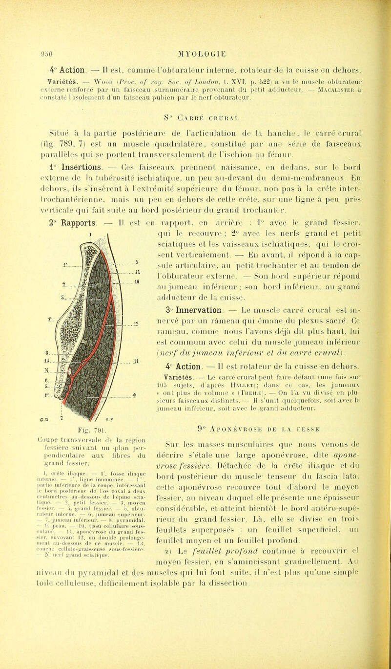 4° Action. — Il est. comme robturateur interne, i^otateur de la cuisse en dehors. Variétés. — Wood [Proc. of roy. Soc. of London, t. XVI. p. 522) a vu le muscle obturateur pYlcrne renforcé par un faisceau surnuméraire provenant du petit adducteur. — Macalister a ■onstaté l'isolement d'un faisceau pubien par le nerf obturateur. 2 Rapports 8° C.\RRÉ CRURAL Situé à la partie postérieure de l'articulation de la lianche, le carré crui'al (iig. 789, 7) est un muscle quadrilatère, constitué par ime série de faisceaux parallèles qui se portent transversalement de l'ischion au fémur. 1° Insertions. — Ces faisceaux prennent naissance, en dedans, sur le bord externe de la tubérosité ischiatique, un peu au-devant du demi-membraneux. En dehors, ils s'insèrent à l'extrémité supérieure du fémur, non pas à la crête inter- trochantérienne, mais un peu en dehors de cette crête, sui- une ligne à peu près verticale qui fait suite au bord postérieur du grand ti'ochantei'. (■<t <Mi rapport, en arrière : 1- avec le grand fessier, qui le recouvre ; 2 avec les nerfs grand et petit sciatiques et les vaisseaux ischiatiques, qui le croi- sent verticalement. — En avant, il répond à la cap- sule articulaire, au petit troclianter et au tendon de l'obturateur externe. — Son bord supérieur répond ■ lujumeau inférieur; son bord inférieur, au grand ;idducteur de la cuisse. 3' Innervation. — Le muscle carré crural est in- nervé par un ràmeau qui émane du plexus sacré. Ce rameau, comme nous l'avons déj;i dit plus haut, lui est commum avec celui du muscle jumeau inférieur ( nerf du jumeau inférieur et du carré crural). 4 Action. — Il est rotateur de la cuisse en dehors. Variétés. — Le carré crural peut faire défaut (une fois sur 103 sujets, d'après Hallet); dans ce cas, les jumeaux « ont plus de volume » (Theu.e). — On l'a vu divisé en plu- sieurs faisceaux distincts. — Il s'unit quelquefois, soit avec le jumeau inférieur, soit avec le grand adducteur. Fig. 791. Coupe transversale de la région fessière suivant un -plan per- pendiculaire aux fibres du grand fessier. 1, crèle iliaque. — 1', fosse iliaque interne. — 1, ligue ianominée. — 1', pai-lie inlericure de la coupe, intéressant le Ijord postérieur de l'os coxal à deux centimètres au-dcssou<i de l'épine scia- tique. — 2, petit fessier. — 3. moyen fessier. — 4, grand fessier. — 5, oblit- rateur interne. — 6, jumeau supérieur. — 7, jumeau iaférieur. — 8, pyramidal. — 9, peau. — 10, tissu cellulaire sous- cutané. — ) 1, aponévrose du grand fes- sier, envoyant 12, un double prolonge- ment au-dessous de ce muscle. — i'.i, couclie cellulo-graisseuse sous-fessière. — N, nerf grand sciatique. 9° Aponévrose de la fesse Sur les masses musculaires que nous venons de décrire s'étale une large aponévrose, dite aponé- vrose fessière. Détachée de la crête iliaque et du bord postérieur du muscle tenseur du fascia lata, cette aponévrose recouvre tout d'abord le moyen fessier, au niveau duquel elle présente une épaisseur considérable, et atteint bientôt le bord antéro-supé- rieur du grand fessier. Là, elle se divise en trois feuillets superposés : un feuillet superficiel, un feuillet moyen et un feuillet profond. a) Le feuilleL profond continue h recouvrir el moyen fessier, en s'amincissant graduellement. Au niveau du pyramidal et des muscles qui lui font suite, il n'est plus qu'une simple toile celluleuse, difficilement isolable par la dissection.