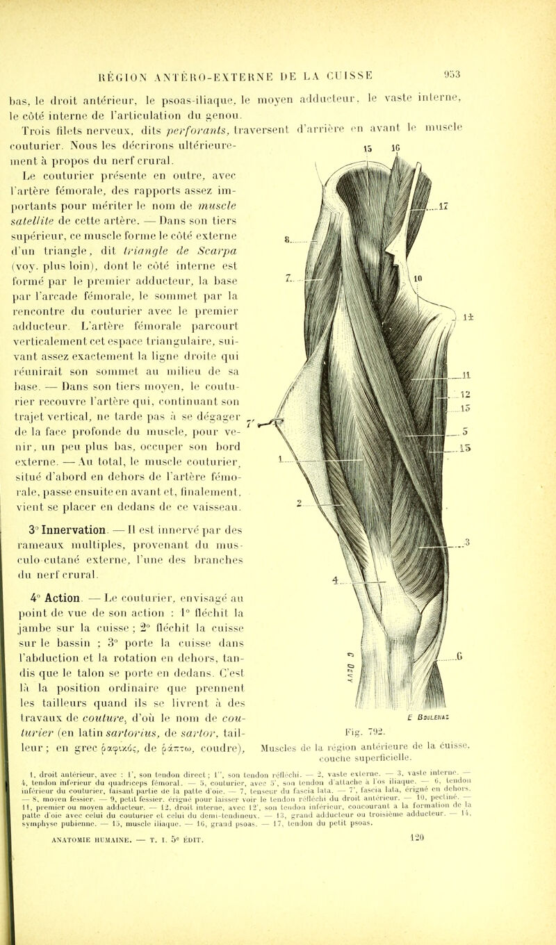 bas, le droit .antérieur, le psoas-iliaque, le le côté intei'nc de l'articulation du genou. Trois iilets nerveux, dits perforants, tj'aversent couturier. Nous les décrirons ultérieure- ment à propos du nerf crural. Le couturier présente en outre, avec l artère fémorale, des rapports assez im- portants pour mériter le nom de muscle satellite de cette artère. — Dans son tiers supérieur, ce muscle forme le côté externe d'un triangle, dit triangle de Scarpa (voy. plus loin), dont le côté interne est formé par le premier adducteur, la base par l'arcade fémorale, le sommet par la rencontre du couturier avec le premier adducteur. L'artère fémorale parcourt verticalement cet espace triangulaire, sui- vant assez exactement la ligne droite qui réunirait son sommet au milieu de sa base. — Dans son tiers moyen, le coutu- rier recouvre l'artère qui, continuant son trajet vertical, ne tarde pas à se dégager de la face profonde du muscle, pour ve- nir, un peu plus bas, occuper son bord externe. —Au total, le muscle couturier, situé d'abord en dehors de l'artère fémo- rale, passe ensuite en avant et, finalement, vient se placer en d(HJans de ce vaisseau. 3 Innervation. — Il est innei-vé par des rameaux multiples, provenant du mus- culo cutané externe, l'une des branches (lu nerf crural. 4 Action. —Le couturier, envisagé au point de vue de son action : 1° fléchit la jambe sur la cuisse ; 2 fléchit la cuisse sur le bassin ; 3 porte la cuisse dans l'abduction et la rotation en dehors, tan- dis que le talon se porte en dedans. C'est là la position ordinaire que prennent les tailleurs quand ils se livrent à des travaux de coulure.^ d'où le nom de cou- turier (en latin sartorius, de sartor, tail- leur ; en grec pacpi/.ô;, de pâTiTw, coudre). moyen adducteur, le vaste interne. 'arrière en avant IG muscle £ BauLENtz Fig. Muscles de la région antérieure de la cuisse, couclie superficielle. 1, droit antérieur, avec : 1', son tendon direct; 1, son tendon l'éllechi. — 2, vaste exleroe. — 3. vaste interne. — i. tendon inférieur du quadriceps fémoral. — 5, couturier, avec 5', son tendon d'attache à 1 os iliaque. ti, tendon uiféi-ieur du couturier, faisant partie de la patte d'oie. — 7. tenseur du fascia lala. — 7', fascia lata, érigné en dehors. - S, moyen fessier. — !), petit fessier, érigné pour laisser voir le tendon réiléclii du droit antérieur. — lU, pectine. — 11, premier ou moyen adducteur. — 12. droit interne, avec 12', son tendon inférieur, concourant a la formation de la patte d'oie avec celui du couturier et celui du demi-tendineux. — 13, grand adducteur ou troisième adducteur. li, symphyse pubienne. — la, muscle iliaque. — lii, grand psoas. — 17, tendon du petit psoas. 1-20 AN.4T0MIE HU.MAINE. T. EUIT.