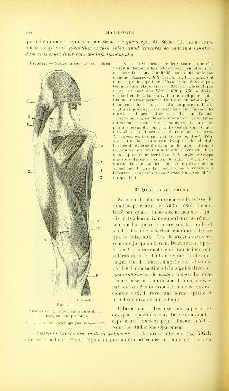 qui a été donné h ce muscle par Spigel : « quem ego. dit Spigel (De luun. corp. fahrica, cap. xxiii) sartorium vocare soleo, quod scirlores eo maxime nhmtur, du m crus cvuri inler consuendiini impommt ». Variétés. — xAIkokei. a constaté ^011 absence. — Kelch l'a vu l'uriiié par deux ventres, que réu- nissait un tendon intermédiaire. — Il peut être divisé en deux faisceaux (duplicité), soit dans toute son étendue (BEiîiiEiioN, Soc. anal., 1866. p. 2). soit dans sa partie supérieure (Meckel), soit dans sa par- tie inférieure (M.\calister). — Brock a vu le couturier (Journ. of Anal, and Phys., 1879, p. 578) se diviser en haut en deux faisceaux, l'un normal pour l'épine ili,i(|ni' antéro-supérie\ii r, l'iinlrc surnuméraire jiour l'euiinence ilio-pecliiiée. — J'ai vu plusieui's fois le couturier prolonger ses insertions sur l'arcade fé- morale. —• Il peut s'attacher, en bas, sur l'aponé- vrose fémorale, sur le côté interne de l'articulation du genou, et même sui' le fémur, au niveau ou un peu au-dessus du condyle, disposition qui est nor- male chez l'a'i {Hu.mi'hrv).— Sous le nom de mascu- lti.s sapheniis, Buxtek Tyrie {Journ. of Anal.. 189ii a décrit un faisceau musculaire qui se détachait de l'extrémité externe du ligament de Fallope et venait se terminer sur l'extrémité interne de ce même liga- ment, après avoir décrit dans le triangle de Scarpa une sorte d'arcade à concavité supérieure, (jui em- biassait la veine sapliène interne au niveau de son aliouchement dans la fémorale. — A con.sultei' » Ledoiible, Anomalies du coularier, Bull. Soc. d'.'Vn- throp.. 1891. 3 QaADRICEPS CRURAL Situé sur le plan antérieur de la ctiisse, le quadinceps crural (flg. 792 et 793) est cons- litué par quatre faisceaux musculaires qui, (lislincts à leur origine supérieure, se réunis- scnl rn l)as pour prendre svir la rotule el sur le tiljia une insertion commune. De ces quaire faisceaux, l'un, le droit antérieur, icmonte jusqu'au bassin. Deux autres, appe- lés vastes en raison de leurs dimensions con- sidérables, s'arrêtent au fémur : on les dis- lingue Y\in de l'autre, d'après leur situation, par les dénominations très signilicatives de tiaste interne et de vaste externe. Le qua- h ième faisceau, connu sous le nom de crti- rat, est situé au-dessous des deux vastes ; comme eux, il revêt une forme aplatie et prend son origine sur le fémur. 1° Insertions. — Les insertions supérieures d(^s quatre portions constitutives du quadri- ceps crural varient pour chacune d'elles. Nous les étudierons séparément, a. Insertion supérieure du droit antérieur. — Le droit antérieur (tig. 792,1) s'insère à la fois : 1 sur l'épine iliaque antéro-inférieure, à l'aide d'un ti'ndon Fig. 793. Muscles de la région antérieure de cuisse, couclie profonde. I il 13, iiiènie l^s'endo que pour la figure 79:2 la