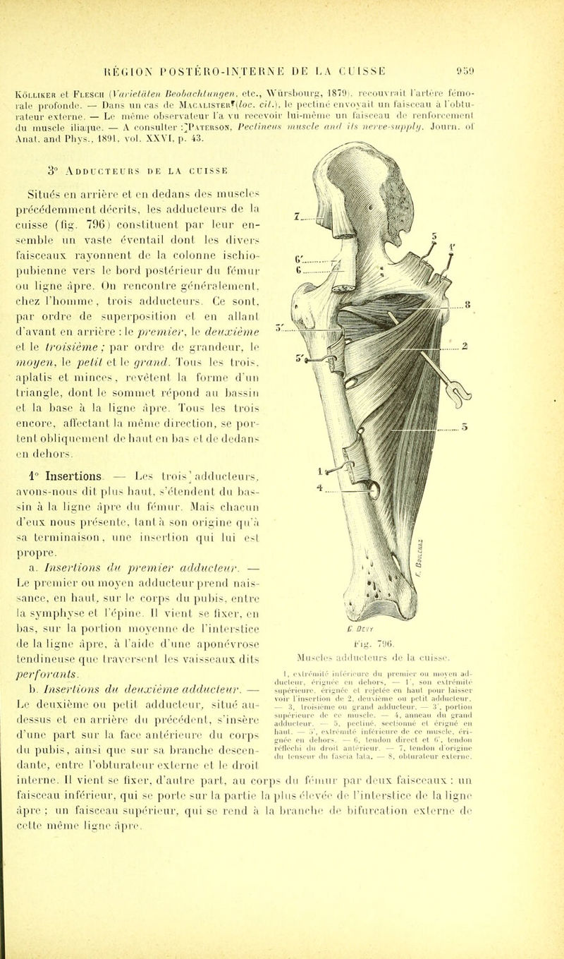 UÉGION l'OSTÉIlO-lNTEKiNE DE EA G LUSSE 95!) KôLLiKER et Flesch (Varietuten Deohacldungen. Ole, Wûrsboufg, '1879i. l'ccouvriiit l'artère fémo- rale profonde. — Dans un eas rte Mac\listeu'(^oc. cit.], le pectine onvovait un laiseeau à l'obtu- rateur externe. — Le même observateur l'a vu recevoir lui-niènie un faisceau rte renforcemeni rtu muscle iliai[ue. — A consulter :^P\teiison, Anat. anrt Pliys., 1891. vol. XXYI. p. 43. Pecfinri/s muscle and ils ncrre-siipplij. Journ. 3 Adducteurs de la cuisse Situés en arrière et en dedans des muscles précédemment décrits, les adducteurs de la cuisse (fia;. 796) constituent par leur en- semble un vaste éventail dont les divei's faisceaux rayonnent do la colonne ischio- pubienne vers le bord postérieur du fémui' ou ligne âpre. On rencontre généralement, chez l'homme , trois adducteurs. Ce sont, par ordre de superposition et en allant d'avant en arrière : le premier, le deuxième cl le troisième ; ordre de grandeur, le moyen, le petit et le grand. Tous les trois, aplatis et minces, revêtent la forme d'un triangle, dont le sommet répond au bassin et la base à la ligne âpre. Tous les trois encore, affectant la mèiue direction, se por- tent obliquemenl de haut en bas et de dedans en dehors. 1 Insertions — Les trois'afldiicteui-s. avons-nous dit plus haut, s'iHendent du bas- sin à la ligne âpre du fémiif. Mais chacun d'eux nous présente, tant à son origine qu'à sa terminaison, une insertion qui lui est propre. a. Insertions du premier adducteur. — Le premier ou moyen adducteur prend nais- sance, en haut, sur le corps du pubis, entre la symphyse et l'épine. Il vient se fixer, en bas, sur la portion moyenne de l'interstice de la ligne âpre, à l'aide d'une aponévrose tendineuse que Iravei'scnl les vaisseaux dits perforants. b. Insertions du deuxième adducteur. — [jC deuxième ou petit adducteur, situé au- dessus et en arrière du précédent, s'insère d'une part sut' la face antérieure du corps du pubis, ainsi que sur sa branche descen- dante, entre l'obturateur externe et le droit interne. Il vient se lixi'f, d'anti-e part, au corps du fi'iuur par deux faisceaux: uu faisceau inférieur, qui se porte sur la partie la plus élevée de l'interstice de la ligne âpre ; un faisceau supérieur, qui se rend à la branche de bifurcation externe de cette même lia'ne âpre. iMg. 7U6. Muscles artrtuiicui's île la cuisse 1, cxln'milr iiilôi-ifure du ou riiiiyu yiU (lucleiir, ci'igiK'C eu (lehois, — 1', son cxlréniilr supérieure, éi'ignée cl rejelée en liaiil pour laisser voir l'inserlion de 2. (lemiCrne ou petit adilucleur. — .5, Iroisiènie ou grand adducteur. — 3', portion supérieure de ce nuisclc. — 4, anneau du grand adducteur. — 5. pectiné, sectionné et érigné en liant. — extrémité inférieure de ce muscle, éri- giiée en deliors. — G, tendon direct et fi', tendon réiléchi lin di'oil antérieur. — 7. tendon d'origine du Ir'iispuv ilii fascia lata. — 8, oljliir;iteur Citerne.