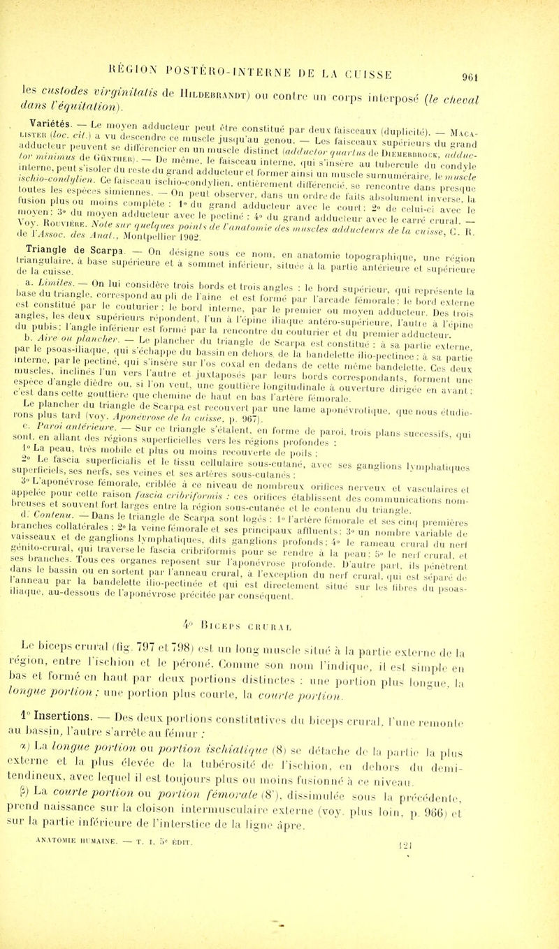 les ciisiodes virgimlalis de Un^mnim) ou conl.r u„ corps inL.rpos.^ (le citeoal dans Véqiiitation). ^ \ic tnctai I .^K^^'j;)^' rjT '^'V'''' ''^^'■''^ p^'- ^'^^ '^^'«-^'^^^ (duplicité). _ M.c- i,i™i-' '^.^^'^^'•P^- - 0 désigne sous co nom, en anatomie topooraphirme, une ré-.ion inanoul^re, a base supeneure et a sommet .nténeu., située à la partil ^té'ieu.e k^^Jiemî ^Limites.-On lui eonsidôve trois bords et trois angles : le bord supérieu.s aui représente la TlLT f i P' ' ^'/t'-^'-•■ l^O'-'l interne, par le prenucr ou n.oven adducteur Des t^^ ois d^t^hi l-f^ supeneurs répondent, lun à 1 épine .lia'que antéro-supèneure. S e àTe i^^ du pub... 1 angle .nleneur est lormé par la rencontre du couturier et du prenuè^r adducteur b Arrc ou plancher. - Le plancber du triangle de Scarpa est constitué : à sa pa Ï^Tuerne inteinc. parle pec me. qui s insère sur l'os co.val en dedans de cette même Lndelette Ces Inv ^peÎd-aS^i f ^^'^ '-^ds correspon.^:;!^tm ^tt^^ cV rl/^ î« r ' gouttière longitudinale à ouverture dirigé-e en avan • c est dan. cette gouttière que chemine de haut en bas lartère témorale ' Le plancher du triangle de Scarpa est recouvert par une lame aponévrothiuc nue nous é.|,>di,. rons plus tard (voy. Aponévrose de la caisse p 967) ' ' ' c. Paro> anlérieure. ~ Sur ce triangle s'étalent, en forme de paroi, trois plans sueeessils oui sont, en allant des régions superficielles vers les régions profondes • ^ -u^cc..,!., qui 1° L,a peau, très mobile et plus ou moins recouverte de poils ■ si.Crnci, r;'!' 'lV^'''^'^''^et le tissu cellulaire sous-cutané, avec ses ganglions Ivmphafiques supe huels, SCS nerfs, ses veines et ses artères sous-cutanés : . 1 ' lucb S L aponévrose fémorale, criblée à ce niveau de nombreux orifices nerveux et vasculaires et aiqielee pour cette raison fascla cribriformis : ces orifices établissent des conimunicat ons non' hreus^es et souvent fort larges entre la région sous-cutanée et le contenu du triang^ I !\\^r u i^''' !'''^°^'' '''^ ^'^•'P^ '«g^'^ ^ '■^■■^ère fémorale et ses cinq premières blanches collatérales ; 2Ma veine fémorale et ses principaux affluents: 3<. un nomb, ar ab^ vaisseaux e de ganglions lymphatiques, dits ganglions profonds: 4» le lumeaf cru a du nert gemto-crural, qui traverse le fascia cribriformis pour se rendre à la peau: k. ne crural e .e. braiiclies. Tous ces organes reposent sur l'aponévrose profonde. D'autre pa / 1 pénè 'en la . le bassin ou en sortent par lanneau crural, à l'exception du nerf crural qu e Sar J, ™au par la bande ette ilio-peetinée et qui est directement situe sur 1 s'tibiÏÏ du p oas^ diaijue. au-dessous de 1 aponévrose précitée par conséquent. ■ ^ ¥ Biceps c r i' r .\ l Le biceps cnit-al (fig. 797 et 798) osL un long muscle situé h la partie externe dr la région, entre l'ischion et le péroné. Comme son nom l'indique, il est simpl,. en bas et formé en haut par dinix portions distinctes : u„e portion plus longue. l;i longue portion; une portion plus courie. la comie porlion. i Insertions. — Des deux portions constit«tiv(>s du biceps crural, l'une remonte au bassin, l'autre s'arrèleau fémur ; a; La longue porlion ou porlion ischialique (8) se détache de la parlic la plus externe et la plus élevée de la tubérosité de l'ischion, eu d(diors du demi- tendineux, avec lequel il est toujours plus ou moins fusionn.' à ce niveau. fij La courte porlion ou porlion fémorale i^-). dissimulée sous la précf'denle prend naissance sur la cloison intermusculaire externe (voy. plus loin, p. 966) et sur la partie inférieure de l'interstice de la ligne âpre. AN.VTO.MIE lir.MAIN'E. — T. I, ,)'! ÉDIT. ^ j
