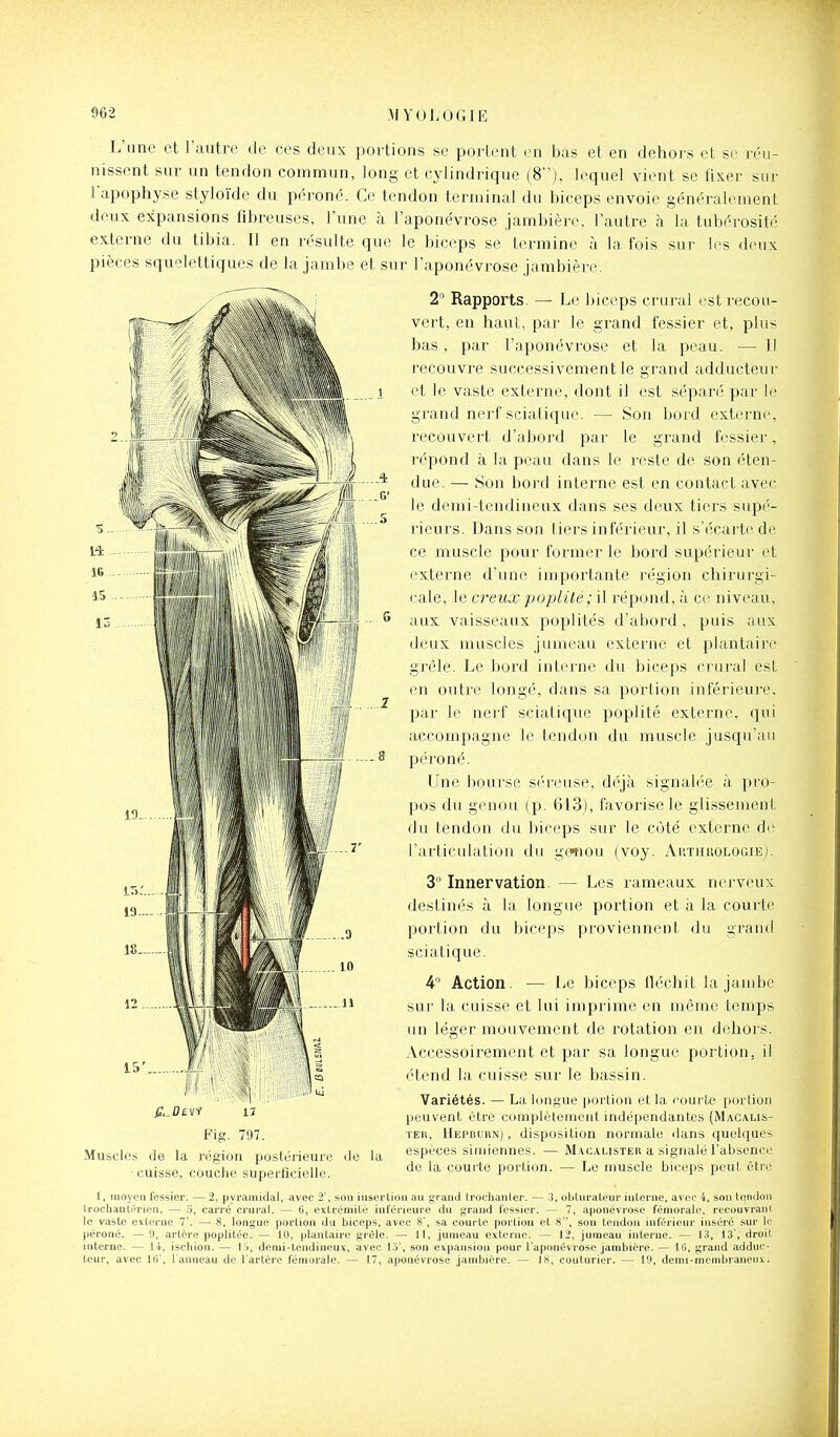 L'une et l'autre de ces deux portions se portent en bas et en dehors et se réu- nissent sur un tendon commun, long et cylindrique (8), lequel vient se fixer sur l'apophyse styloïde du p(''i'oné. Ce tendon terminal du biceps envoie généralement deux expansions fibreuses, l'une à l'aponévrose jambière, l'autre à la tubérosité externe du tibia. Il en résulte que le biceps se termine à la fois sur les deux pièces squelettiques de la jambe et sur l'aponévrose jambière. 2 Rapports. — Le biceps ci'ural est recou- vert, en hauL, par le grand fessier et, plus bas, par l'aponévrose et la peau. — Il recouvre successivement le grand adducteur et le vaste externe, dont il est séparé par le grand nerf sciatique. — Son bord externe, recouvert d'abord par le grand fessier, l'épond à la peau dans le reste de son éten- due. — Son bord interne est en contact avec le demi-tendineux dans ses deux tiers supé- rieurs. Dans son tiers inférieur, il s'écarte de ce muscle pour former le bord supérieur et externe d'une importante région chirurgi- cale, le creux poplilé; il répond, à ce niveau, aux vaisseaux poplités d'abord , puis aux deux muscles jumeau externe et plantain' grêle. Le bord interne du biceps crural est en outre longé, dans sa portion inférieure, par le nerf sciatique poplité externe, qui accompagne le tendon du muscle jusqu'au péroné. Une bourse séreuse, déjà signalée à pro- pos du genou (p. 613), favorise le glissement du tendon du biceps sur le côté externe de Tarticuialion du ge^iou (voy. Akthuologie). 3° Innervation. — Les rameaux nerveux destinés à la longue portion et à la courte portion du biceps proviennent du grand sciatique. 4 Action. — Le biceps iléchit la jambe sur la cuisse et lui imprime en même temps un léger mouvement de rotation en dehors. Accessoirement et par sa longue portion, il étend la cuisse sur le bassin. Variétés. — La longue portion et la courte portion Ijeuvent être complètement indépendantes (Macalis- TEn, Hei'bukn) , disposition normale dans quelques espèces simiennes. — Macalisteu a signalé l'absence de la courte portion. — Le muscle biceps peut être .1 Fig. 797. Muscles de la région postérieure de la ■cuisse, couche superficielle. 1, moyen fessier. — 2, pyramidal, avec 2', son insertion au grand Iroclianter. — :!, obluraleur interne, avec 4, son tendon trocbantérion. — 5, carré crural. — 6, extrémité inférieure du grand fessier. — 7, aponévrose fémorale, recouvranl le vaste evlorne 7'. — 8, longue portion du biceps, avec 8', sa courte portion et 8, sou tendon inférieur inséré sur le péroné. — 0, artère poplitée. — 10, plantaire grêle. — 11, Jumeau externe. — 12, jumeau interne. — 13, 13', droil interne. — 1 1, ischion. — Ir), demi-tendineux, avec 15', son expansion pour l'aponévrose jambière. — IB, grand adduc- teur, avec IG', 1 anneau de l'artère fémorale. — 17, aponévrose jambière. — is, couturier. — 19, demi-incmbraneiix.