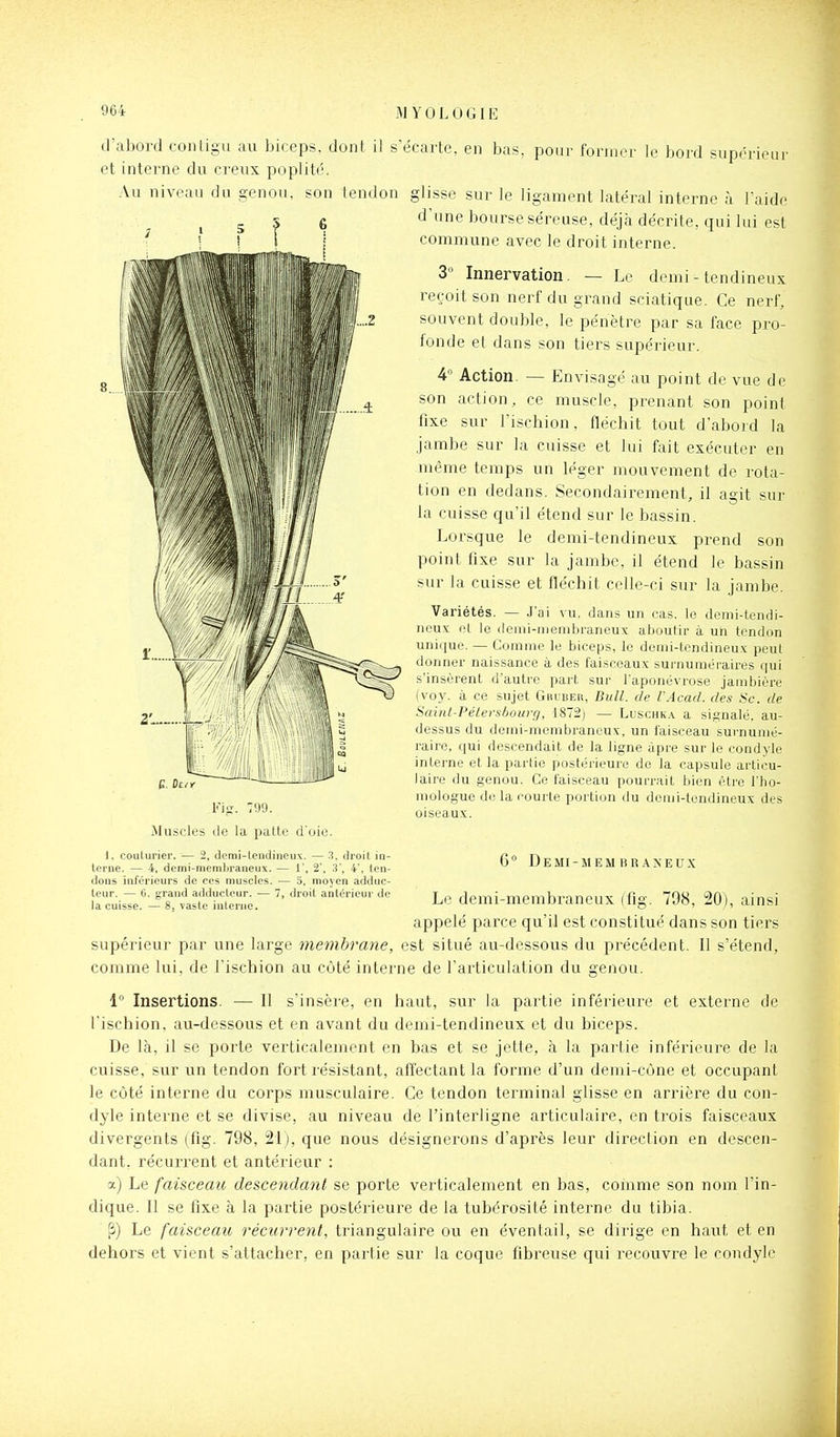 31 Y 0 L 0 GIE Au niveau du genou, (l'abord contiga au biceps, dont il s'écarte, en bas, pour former le bord supérieur et interne du creux poplité. glisse sur le ligament latéral interne à l'aide d'une bourse séreuse, déjà décrite, qui lui est commune avec le droit interne. 3 Innervation. — Le demi - tendineux reçoit son nerf du grand sciatiqiie. Ce nerf, souvent double, le pénètre par sa face pro- fonde et dans son tiers supérieur. 4 Action. — Envisagé au point de vue de son action, ce muscle, prenant son point fixe sur l'i.schion, fléchit tout d'abord la jambe sur la cuisse et lui fait exécuter en même temps un léger mouvement de rota- tion en dedans. Secondairement, il agit sur la cuisse qu'il étend sur le bassin. Lorsque le demi-tendineux prend son point fixe sur la jambe, il étend le bassin sur la cuisse et fléchit celle-ci sur la jambe. Variétés. — J'ai vu, dans un cas. le demi-tendi- iiiniï (■[ le deiui-nienibraneux aboutir à un tendon unique. — Comme le biceps, le demi-tendineux peut donner naissance à des faisceaux surnuméraires qui s'insèrent d'autre part sur l'aponévrose jambière (voy. à ce sujet Gm-BEn, Bull, de VAcad. des Se. de Sainl-Pétevs/jourr/, 1872) — Luschk.v. a signalé, au- dessus du demi-membraneux, un faisceau surnumé- raire, qui descendait de la ligne âpre sur le condyle interne et la partie postérieure de la capsule articu- laire du genou. Ce faisceau pourrait bien être Tho- niologue de la courte portion du demi-tendineux des oiseaux. lus. Muscles de la patte d'oie. 1, couturier. — 2, demi-lemliiieux. — 3. droit in- terne. — 4, demi-memljraneux. — 1', 2', 'i', 4', ten- dons inférieurs de ces muscles. — 5, moyen adduc- teur. — 6, grand adducteur. — 7, droit antérieur de la cuisse. — 8, vaste interne. 6° DeMI-MEM 15R.WEUX Le demi-membraneux (fig. 798, 20), ainsi appelé parce qu'il est constitué dans son tiers supérieur par une large membrane, est situé au-dessous du précédent. 11 s'étend, comme lui, de l'ischion au côté interne de l'articulation du genou. 1 Insertions. — Il s'insère, en haut, sur la partie inférieure et externe de l'ischion, au-dessous et en avant du demi-tendineux et du biceps. De là, il se porte verticalement en bas et se jette, à la partie inférieure de la cuisse, sur un tendon fort résistant, affectant la forme d'un demi-cùne et occupant le côté interne du corps musculaire. Ce tendon terminal glisse en arrière du con- dyle interne et se divise, au niveau de l'interligne articulaire, en trois faisceaux divergents (fig. 798, 21), que nous désignerons d'après leur direction en descen- dant, récurrent et antérieur : a) Le faisceau descendant se porte verticalement en bas, coinme son nom l'in- dique. 11 se fixe à la partie postérieure de la tubérosité interne du tibia. !i) Le faisceau récurrent, triangulaire ou en éventail, se dirige en haut et en dehors et vient s'attacher, en partie sur la coque fibreuse qui recouvre le condyle