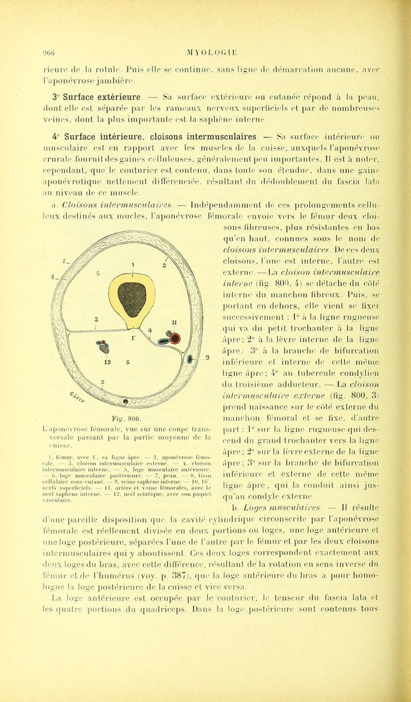 rieuro de la rotul(\ Puis elle se continue, sans ligne de démarcation aucune, avec l'aponévrose jam biè rc. 3° Surface extérieure — Sa surface extérieure ou cutanée répond à la peau, dont elle est séparée par les rameaux nerveux superliciels et par de nombreuses veines, dont la plus importante est la saphène interne 4 Surface intérieure, cloisons intermusculaires — Sa surface intérieuie ou muscidaire est en rapport avec les muscles di- la cuisse, auxquels l'aponévrose crurale fournit des gaines celluleuses, généralement peu importantes. Il est a noter, cependant, que le couturier est contenu, dans toute son étendue, dans une gaine aponévrotique nettement difféivnciée, résultant du dédoublement du fascia lata au niveau de ce muscle. a. Cloisons intermusculaires. — Indépendamment de ces prolongements cellu- !eux destinés aux mucles, l'aponévrose fémorale envoie vers le fémur deux cloi- sons libreuses, plus l'ésistantes en bas qu'en haut, connues sous le nom de cloisons inlernmsculaires. De ces deux cloisons, l'une est interne, l'autre est externe. — La cloison intermusculaire interne (iig. 800, 4) se détache du côté interne du manchon fibreux. Puis, se portant en dehors, elle vient se fixer successivement : 1° à la ligne rugueuse qui va du petit trochanter à la ligne âpre: 2 à la lèvre intei'ne de la ligne âpre,- 3 à la branche de bifurcation inférieure et interne de cette même ligne âpre; 4° au tubercule cond^dien du troisième adducteui'. — La cloison intermusculaire externe (iig. 800, 3) prend naissance sur le côté externe du manchon fémoral et se lixe. d'autre part : i sur la ligne rugueuse qui des- cend du grand trochanter vers la ligne âpre ; 2° sur la lèvi'e externe de la ligne âpre; 3 sur la branche de bifurcation inféiicure et externe de cette même ligne âpre, qui la conduit ainsi jus- qu'au condyle externe. Fi^'. 800. L'aponiivrose fémorale, vue sur une coupe trans- versale passant par la partie moyenne de la cuisse. I, fémur, avec 1', sa ligne âpre. — 2, aponévrose fémo- rale. — 3, cloison interniusculaire externe. — 4, cloison intei'inusculaire interne. — îi, loge musculaire antérieure. — 0. loge musculaire postérieure. — 7, peau. — 8, tissu cellulaire sous-cutané. — 9, veine saphène interne. — 10, 10. nerfs superficiels. — 11, artère et veine fémorales, avec le nerf saphène interne. — 12, nerf sciatique, avec son pa{|uel vasculaire. b. Loges musculaires. — Il résulte d'une pareille disposition que la cavité' cylindrique circonscrite par l'aponévrose fémorale est réellement divisée en deux portions ou loges, une loge antérieure et une loge postérieure, séparées l'une de l'autre par le fémur et par les deux cloisons intermusculaires qui y aboutissent. Ces deux loges correspondent exactement aux. deux loges du bras, avec cette différence, résultant de'la rotation en sens inverse du fémur et de l'humérus (voj'. p. 387), que la loge antérieure du bras a pour homo- logue la loge postérieure de la cuisse et vice versa. La loge antérieure est occupée par le couturier, le tenseur du fascia lata et les quatre portions du quadriceps. Dans la loge postérieure sont contenus tous