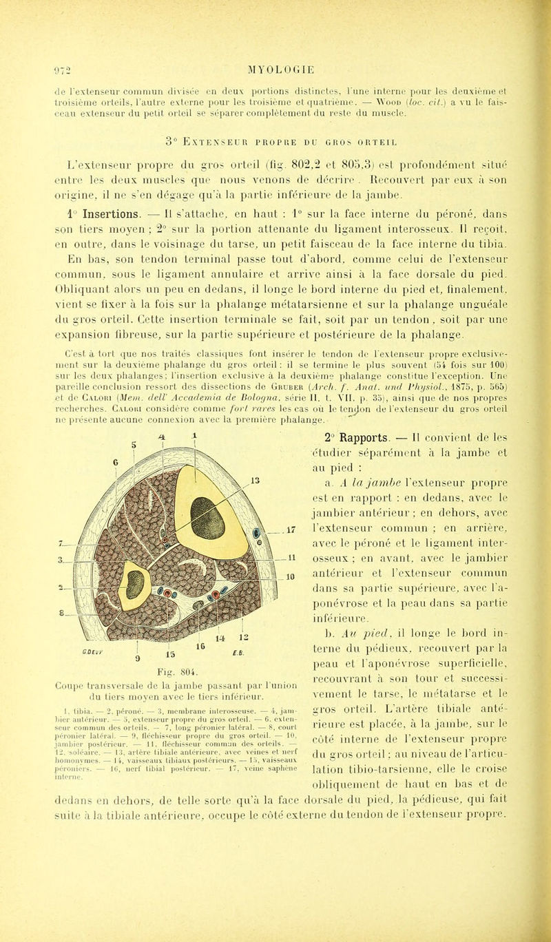 de l'extenseur commun divisée en deux portions distinctes, l une interne pour les deuxième et troisième orteils, l'autre externe pour les troisième et quatrième. — Wood (loc. cit.) a vu le fais- ceau extenseur du petit orteil se séparer complètement du reste du muscle. 3 Extenseur proplîe du gros orteil L'extenseur propre du gros orteil (fig. 802,2 et 805,3) est profondément situé entre les deux muscles que nous venons de décrire . Recouvert par eux à son origine, il ne s'en dégage qu'à la partie inférieure de la jambe. 1 ' Insertions. — Il s'attache, en haut : 1° sur la face interne du péroné, dans son tiers moyen ; 2 sur la portion attenante du ligament interosseux. Il reçoit, en outre, dans le voisinage du tarse, un petit faisceau de la face interne du tibia. En bas, son tendon terminal passe tout d'abord, comme celui de l'extenseur commun, sous le ligament annulaire et arrive ainsi à la face dorsale du pied. Obliquant alors un peu en dedans, il longe le bord interne du pied et, finalement, vient se fixer à la fois sur la phalange métatarsienne et sur la phalange unguéale du gros orteil. Cette insertion terminale se fait, soit par un tendon, soit par une expansion fibreuse, sur la partie supérieure et postérieure de la phalange. C'est à tort que nos traités classiques l'ont insérer le tendon de l'extenseur propre exclusive- ment sur la deuxième phalange du gros orteil: il se termine le plus souvent (bi fois sur 100) sur les deux phalanges; l'insertion exclusive à la deuxième phalange constitue l'exception. Une pareille conclusion ressort des dissections de Gruber (Arch. f. Anat. zind Physiol.. 187o, p. 565) et de C.iLORi [Mein. deW Accademia de Bologna, série II. t. VII. p. 35), ainsi que de nos propres recherches. C.\loui considère comme fort rares les cas où le tenjj,on de l'extenseur du gros orteil ne présente aucune connexion avec la première phalange. 2 Rapports. — Il convient de les étudier séparément à la jambe et au pied : a. .1 la jambe l'extenseur propre est en rapport : en dedans, avec le jambier antérieur : en dehors, avec l'extenseur commun ; en arrière, avec le péroné et le ligament inter- osseux ; en avant, avec le jambier antérieur et l'extenseur commun dans sa partie supérieure, avec l'a- ponévrose et la peau dans sa partie inférietire. h. Au pied, il longe le bord in- terne du pédieux, recouvert par la peau et l'aponévrose superficielle, recouvrant à son tour et successi- vement le tarse, le métatarse et le gros orteil. L'artère tibiale anté- tieure est placée, à la jambe, sur le côté interne de l'extenseur propre du gros orteil ; ati niveau de l'articu- lation tibio-tarsienne, elle le croise obliquement de haut en bas et de dedans en dehors, de telle sorte qu'à la face dorsale du pied, la pédieuse, qui fait suite à la tibiale antérieure, occupe le côté externe du tendon de l'extenseur propre. s i \ Fig. 804. Coupe transversale de la jambe passant par l'union du tiers moyen avec le tiers inférieur. I. tibia. — 2. péroné. — 3, membrane inlerosseuse. — 4, jaiii- ))ier antérienr. — 5, extenseur propre du gros orteil. — 6. exten- seur commun des orteils. — 7. long péronier latéral. — 8, court péronier latéral. — 9, fléchisseur propre du gros orteil. — lu, jambier poslérieur. — 11. néchisscur commun des orteils. — 12, soléaire. — 13. arlére tibiale antérieure, avec veines et nerf homonymes. — 14, vaisseaux tibiaux postérieurs. — l.ï, vaisseaux péroniers. — IG, nerf libial poslérieur. — 17, veine saphéne interne.