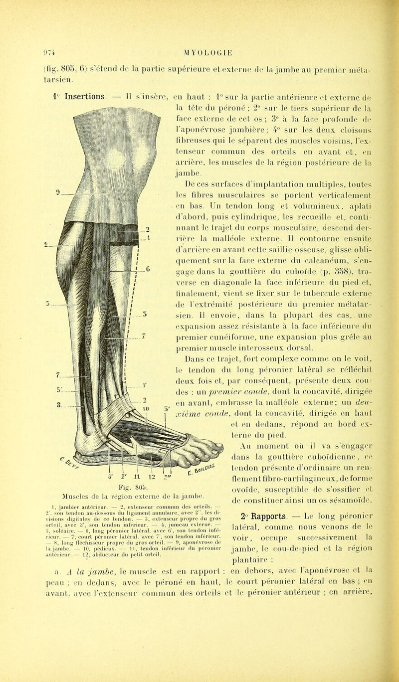 (fig. SOS, 6) s'étend de la partie supérieure et externe de la jambe au premier méta- tarsien. 1 Insertions. — 11 s'insère, T 11 12 Fig. 805. Muscles de la région e.vterne de la jambe. 1, jambier antérieur. — 2, extenseur commun des orteils. — 2', son tendon au-dessous du ligament annulaire, avec 2, les di- visions digitales de ce tendon. — 3, extenseur propre du gros orteil, avec 3*. son tendon inférieur. — 4, jumeau externe. — soléaire. — 6, long péronier latéral, avec 6', son tendon infé- rieur. — 7, court péronier latéral, avec 7', son tendon inférieur. — 8, long fléchisseur propre du gros orteil. — 9, aponévrose de la jambe. — 10, pédieux. — 11, tendon inférieur du péronier antérieur. — 12, abducteur du petit orteil. en haut : 1° sur la partie antérieure et externe de la tête du péroné : 1° sur le tiers supérieur de la face externe de cet os ; 3 à la face profonde d(v l'aponévrose jambière ; 4° sur les deux cloisons fibreuses qui le séparent des muscles voisins, l'ex- tenseur commun des orteils en avant et, en arrière, les muscles de la région postérieure de la jambe. De ces surfaces d'implantation multiples, toutes les fibres musculaires se portent verticalement en bas. Un tendon long et volumineux, aplati d'abord, puis cylindrique, les recueille et, conti- nuant le trajet du corps musculaire, descend der- rière la malléole externe. Il contourne ensuite d'arrière en avant cette saillie osseuse, glisse obli- quement sur la face externe du calcanéum, s'en- gage dans la gouttière du cuboïde (p. 358), tra- verse en diagonale la face inférieure du pied et, linalement, vient se fixer sur le tubercule externe de l'extrémité postérieure du premier métatar- sien. Il envoie, dans la plupart des cas,, une expansion assez résistante à la face inférieure du premier cunéiforme, une expansion plus grêle au premier muscle interosseux dorsal. Dans ce trajet, foit complexe comme on le voit, tendon du long péronier latéral se réfléchit deux fois et, par conséquent, présente deux cou- des : un premier coude, dont la concavité, dirigée en avant, embrasse la malléole externe; un deu- xième coude, dont la concavité, dirigée en haut et en dedans, répond au bord ex- terne du pied. Au moment oii il va s'engager dans la gouttière cuboïdicnne, ce tendon présente d'ordinaire un ren- flement fibro-cartilagineux, déforme ovoïde, susceptible de s'ossifier et de constituer ainsi un os sésamoïde. - Le long péronier nous venons de le successivement la cou-de-nied et la région 2> Rapports. latéral, comme voir, occupe jambe, le plantaire : a. A la jambe, le muscle est en rapport : en dehors, avec l'aponévrose et la peau ; en dedans, avec le péroné en haut, le court péronier latéral en bas ; en avant, avec l'extenseur commun des orteils et le péronier antérieur ; en arrière.