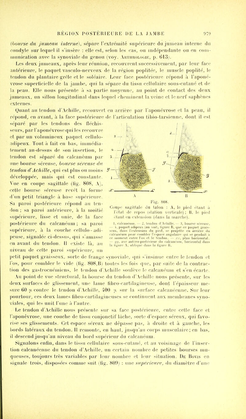 (bourse du jumeau interne), sépare l'extréiuité supérieure du jumeau interne du condyle sur lequel il s'insère : elle est, selon les cas, ou indépendante ou en coiti- inunieation avec la synoviale du genou (voy. Ahthkologie, p. 613). Les deux jumeaux., après leur réunion, recouvrent successivement, par leur face antérieure, le paquet vasculo-nerveux de la région poplitée, le muscle poplité, le tendon du plantaire grêle et le soléaire. Leur face postérieure répond à l'aponé- vrose superticielle de la jambe, qui la sépare du tissu cellulaire sous-cutané et de la peau. Elle nous présente à sa partie moyenne, au point de contact des deux jumeaux, un sillon longitudinal dans lequel cheminent la veine et le nerf saphènes externes. Quant au iendon d Achille, rei ouvei t en arrière par l'aponévrose et la peau, il répond, en avant, à la face postérieure de l'articulation tibio-tarsiennc dont il est séparé par les tendons des lléchis- seurs, par l'aponévrose qui les recouvre et par un volumineux paquet cellulo- adipeux. Tout à fait en bas, immédia- tement au-dessus de son insertion, le tendon est séparé du calcanéum par une bourse séreuse, bourse séreuse dit tendon dAchille, qui est plus ou moins développée, mais qui est constante. Vue en coupe sagittale (lig. 808, A), cette bourse séreuse revêt la fornu' d'un petit Iriangle à base sujK'rieiiie. Sa paroi postérieure répond au ten- don : sa paroi antérieure, à la moitié supérieui'e, lisse et unie, de la face postérieure du calcanéum ; sa paroi supérieure, à la couche cellulo-adi- peuse, signalée ci-dessus, qui s'amasse en avant du tendon. Il l'xiste là, au niveau de celte paroi supérieure, un petit paquet graisseux, sorte de frange synoviab;, qui s'insinue entre le Iendon et l'os, pour combler le vide (lig. 808,B) toutes les fois que, par suite de la contrac- tion des gastrocnémiens, le tendon d'Achille soulève li'calcanéum et s'en écarte. Au point de vue struclural, la bourse du tendon dWchille nous présente, sur les deux surfaces de glissement, une lame libro-cartilagineuse, dont l'épaisseui' me- sure (50 '1. coutif le tendon d'Achille. 400 \j. sur la surface calcanéenue. Sur leur pourtour, ces deux lames iibro-carlilagineuses se continuent aux membranes syno- viales, qui les unit l'une à l'autre. Le tendon d'Achille nous présente sur sa face postérieure, entre celle face et l'aponévrose, une couche de tissu conjonctif l;iche, sorte d'espace séreux, qui favo- l ise ses glissements. Cet espace séreux ne dépasse pas, à droite et à gauche, les liords latéraux du tendon. Il remonte, en haut, jusqu'au corps musi-ulaire; en bas. il descend jusqu'au niveau du bord supérieur du calcanéum. Signalons entin, dans le tissu cellulaire sous-cutané, et au voisinage de l'inser- tion calcanéenue du tendon d'Achille, un certain nombre de petites bourses mu- queuses, toujours très variables par leur nombre et leur situation. De Bovis en signale trois, disposées comme suit (lîg. 809) : une supérieure, du diamètre d'une Fig. SOS. Coupe sagittale du talon : A, le pied lUant à l'état do l'opos (itation verticale) ; B. le pied ida.iit eu e.vteusioi) (dans la niarclie). 1, calcaiiéiun. — -, leiuloii clWcliillo. — 3, ijoui'so sOrcusc. .— i, paquet adipeux (on voit, ligure B, <|ue ce pa(|uet grais- >eux, (Jaiis rcxlcusioii du pied, so projette en airiére du calcanéum pour combler l'espace angulaire ipii <e produit ;i ce uionienl entre l'os et le tendon. — ,f./-, plan liori/.ontal. — ////. axe autéro-poslérieur du calcaucutn, horizontal daus la ligur(_' .\, oljlif(ue dans la ligure B.