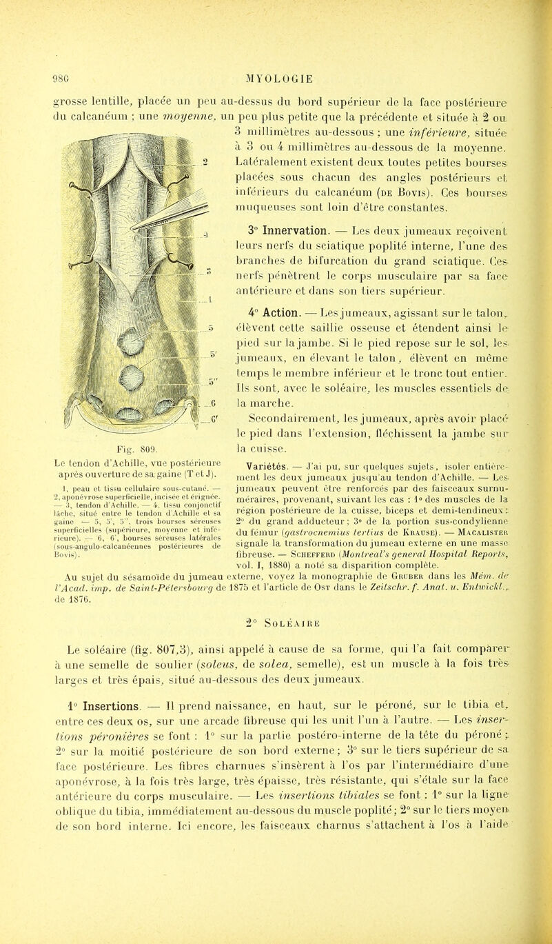 grosse lentille, placée un peu au-dessus du bord supérieur de la face postérieure du calcanéum ; une moyenne, un peu plus petite que la précédente et située à 2 ou 3 millimètres au-dessous ; une inférieure, située à 3 ou 4 millimètres au-dessous de la moyenne. Latéralement existent deux toutes petites bourses placées sous chacun des angles postérieurs et inférieurs du calcanéum (de Bovis). Ces bourses muqueuses sont loin d'être constantes. 3° Innervation. — Les deux jumeaux reçoivent leurs nerfs du sciatique poplité interne, l'une des branches de bifurcation du grand sciatique. Ce& nerfs pénètrent le corps musculaire par sa face- antérieure et dans son tiers supérieur. 4° Action. — Les jumeaux, agissant sur le talon^ élèvent cette saillie osseuse et étendent ainsi le pied sur la jambe. Si le pied repose sur le sol, les jumeaux, en élevant le talon, élèvent en même temps le membre inférieur et le tronc tout entier. Ils sont, avec le soléaire, les muscles essentiels de la marche. Secondairement, les jumeaux, après avoir placé le pied dans l'extension, fléchissent la jambe sur la cuisse. . . Fis. 809. Le tendon d'Achille, vue postérieure après ouverture de sa gaine (T et J). Variétés. — .J'ai pu, sur quelques sujets, isoler entière- ment les deux jumeaux jusqu'au tendon d'Actiille. — Les. jumeaux peuvent être renforcés par des faisceaux surnu- méraires, provenant, suivant les cas : 1 des muscles de la région postérieure de la cuisse, biceps et demi-tendineux; 2° du grand adducteur; 3° de la portion sus-condylienne du fémur (fjaslrocnemius tertius de Krause). — Macalistek signale la transformation du jumeau externe en une masse fibreuse.— Schefferd [MonlreaVs gênerai Hospital Reports, vol. I, 1880) a noté sa disparition complète. Au sujet du sésamoïde du jumeau externe, voyez la monogi-apliie de Grober dans les Mém. de- l'Acad. imp. de Saint-Pélersbourg de 1875 et l'article de Ost dans le Ze'dsclir. f. Anal. u. Enhvicid.,. de 1876. 1, peau et tissu cellulaire sous-cutané. — 2, aponévrose superficielle, incisée et érignée. — 3, tendon d'Achille. — 4. tissu conjonctif làclie, situé entre le tendon d'Achille et sa gaine ■— 5, 5', 5, trois bourses séreuses superficielles (supérieure, moyenne et infé- rieure). — 6, 6', bourses séreuses latérales (sous-ang-ulo-calcanéennes postérieures de Bovis). 2 SOLËAIRE Le soléaire (fig. 807,3), ainsi appelé à cause de sa forme, qui l'a fait compàrer à une semelle de soulier (soleus, de solea, semelle), est un muscle à la fois très larges et très épais, situé au-dessous des deux jumeaux. 1 Insertions. — Il prend naissance, en haut, sur le péroné, sur le tibia et, entre ces deux os, sur une arcade fibreuse qui les unit l'un à l'autre. — Les inser- tions péronières se font : 1 sur la partie postéro-interne de la tète du péroné ;. 2° sur la moitié postérieure de son bord externe ; 3° sur le tiers supérieur de sa face postérieure. Les fibres charnues s'insèrent à l'os par l'intermédiaire d'une aponévrose, à la fois très large, très épaisse, très résistante, qui s'étale sur la face antérieure du corps musculaire. — Les insertions libiales se font : 1° sur la ligne oblique du tibia, immédiatement au-dessous du muscle poplité; 2° sur le tiers moyen de son bord interne. Ici encore, les faisceaux charnus s'attachent à l'os à l'aide