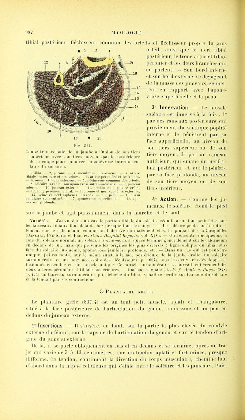 libial postérieur, fléchisseur commun d^s oricils et fléchisseur propre du gros orteil, ainsi que le nerf tibial postérieur, le tronc artériel tibio- péronier et les deux branches qui en partent. — Son bord interne l't son bord externe, se dégageant di^ la masse des jumeaux, se met- l' Ut en rapport avec l'aponé- vrose superficielle et la peau. 3 Innervation. — Le muscle ^oléaire est innervé à la fois : 1 par des rameaux postérieurs, qui proviennent du sciatique poplité interne et le pénètrent par sa face superficielle, au niveau de son tiers supérieur ou de son tiers moyen ; 2 par un rameau antérieur, qui émane du nerf ti- bial postérieur et qui le pénètre par sa face profonde, au niveau de son tiers moyen ou de son tiers inférieur. 4 Action. — (oiiHiK! les ju- meaux, le soléaire étend le pied sur la jamljc cl agil luiissainmi'nl daii> la marche et le saut. Variétés. — J'ai vu, dans un cas. la portion tibialc du .solcairo ri^duile à lui tout petit laisceau : les i'aisceaux libiauv l'ont dél'aut chez presque tous les singes. — Le soléaire peut s'insérer iliree- tenieut sur le calcanéuui. coainie on l'observe nornialciiient chez la plupart des anthropoïdes (Bankart. PvE-S.Mn'H et Philips. Guy's Hospital Bepoi/s. vol. XIV). — On rencontre ([uelquetois, à côté du soléaii'e normal, un soléaire surnuméraire, i[ui se liM iiiiiie f;i'iirialcment sur le calcaneum en dedans de lui. mais qui présente les origines les plus diversi s : ligne (iblique du tibia, sur- face du soh'aire lui-même, aponévrose jambière prol'onde. etc. — Dans un cas (|ui est peut-être unique, j'ai rencontré sur le même sujet, à la l'ace postérieure île la jambe droite, un soléaire surnuméraire et un long accessoire des lléchisseurs 1004). tous les deux très développés et lusionnés ensemble en un muscle unique. Ce muscle sunuinii iaiie recouvrait l'nliéiement les deux artères péroniére et tibiale postérieures. — Ghudei! a signalé (Arch. f. Anal. u. Ph/js.. 1878, p. 474) un laisceau surnuméraire ijui. détaché du liliia. venait se perdre sur l'arcade du soléaire et la tendait par ses contractions. 3 P L .\ X T A I rt E ti 1^ È L E Le plantaiie grêle (807,4) est un tout petit muscle, aplati et triangulaire, situé à la face postérieure de l'articulation du genou, au-dessous et un peu en dedans du jumeau externe. i° Insertions. — il s'insère, en haut, sur la partie la plus élevée du condyle e.x.terne du fémur, sur la capsule de l'articulation du genou et sur le tendon d'ori- gine du jumeau externe. De là, il se porte obliquement en bas et en dedans et se lermine. après un Ira- jet qui varie de 5 à l! centimètres, sur un tendon aplati et fort mince, pi'esqiu; iiliforme. Ce tendon, continuant la direction du corps musculaire, chemine tout d'abord dans la nappe cclluleuse qui s'étale (uitre le soléaire cl les jumeaux. Puis, G <k 7 1 9 Fig. 811. Coupe tiunsvei'sale de la jambe à l'union de son tiers supérieur avec son tiers moyen (partie postérieure de la coupe pour montrer l'aponévrose iiitranuiscu- laire du soléaire). 1, Uljia. — 2, péi'oné. — incinlu'aiic iiilerosseusc. — 4, arlùre libiale postérieure et ses veines. — S. arlère peronicre et ses \eiiies. — fi, muscle libial postérieur. — 7. Ilccliisseur commun des orleils. — 8, soléaire. a\ec 8', son aponévrose intramusculaire. — 'J, jumeau interne. — 10, jumeau esicrne. — 11. tendon du plantaire grcle. — 12, Ions péronier latéral. — \S. veine et nerf sapliènes externes. — 14. leiiie et nerf sapliènes internes. — l.ï. peau. — IC, tissu cellulaire sous-cutané. — 17, aponévrose superficielle. — is, apo- névrose profonde.