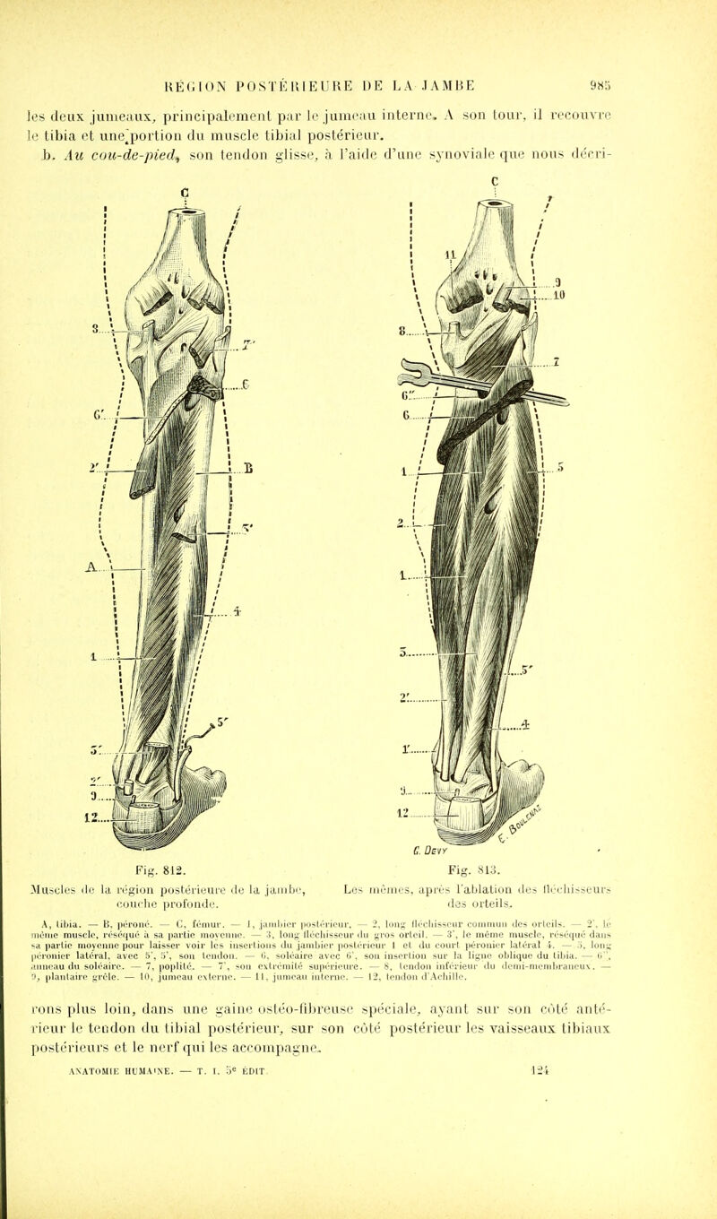 les deux jumeiiux, principalement par le junirau interne, A son tour, il recouvre le tibia et unejDortion du muscle tibial postérieur. b. Au cou-de-pied, son tendon glisse, à l'aide d'une synoviale que nous décri- c Fig. 812. Fig. 813. Muscles (le la région postéi-ieure do la jaiiibi', Les mêmes, après l'ablation tics lli'eliisseurs couc-lie profonde. dds orteils, A, tiljia. — H, poroiié. — G, foniui'. — 1, juiiiijicr |)05li-i'icur, — 2, low^ llrcliissciir commun des orlcils. — 2'. W iiiùnie muscle, réséqué il sa partie moyenne. — 3, long' llécliisseui du gi'os orteil. — .3', le même muscle, réséqué dans -a partie moyenne pour laisser voir les iiisei'tions du Jamijier postérieur 1 et du court péronier latéral 4. — .>, lont; |i(M'onier latéral, avec 5', 5', son tendon. — 0. soléaire avec C, son insertion sur la ligne oblique du liljia. — (i . unieau du soléaire. — 7, poplité. — 7', son extrémité supérieure. — S, lendon inférieur du denii-memljrancux. — planlairc ijréle. — 10, jumeau e\ternc. — 11, jumeau interne. — 12, tendon d'Achille. fons plus loin, dans une gaine ostéo-fibreuse spéciale, ayant sur son côté anté- rieur le tendon ilu tibial postérieur, sur son côté postérieur les vaisseaux tibiaux postérieurs et le nerf qui les accompagne. ANATOMIE HUMAINE. — T. I. '■')« ÉDIT. 124