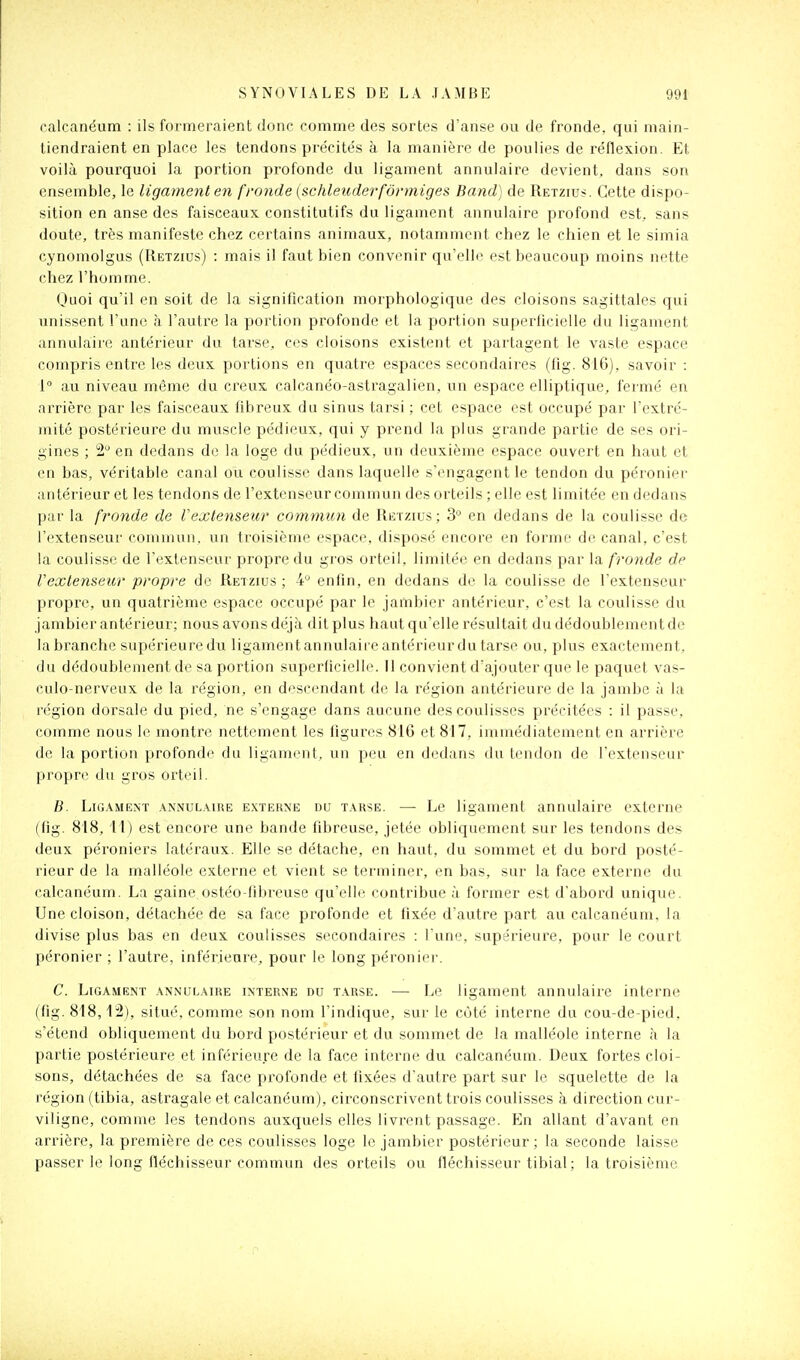 calcanéum : ils formeraient donc comme des sortes d'anse ou de fronde, qui main- tiendraient en place les tendons précités à la manière de poulies de réflexion. Et voilà pourquoi la portion profonde du ligament annulaire devient, dans son ensemble, le ligament en fronde {schleuderfônniges Band) de Retzius. Cette dispo- sition en anse des faisceaux constitutifs du ligament annulaire profond est, sans doute, très manifeste chez certains animaux, notamment chez le chien et le simia cynomolgus (Retzius) : mais il faut bien convenir qu'elle est beaucoup moins nette chez l'homme. Quoi qu'il en soit de la signification morphologique des cloisons sagittales qui unissent l'une à l'autre la portion profonde et la portion superficielle du ligament annulaire antérieur du tarse, ces cloisons existent et partagent le vaste espace compris entre les deux portions en quatre espaces secondaires (iîg. 816), savoir : 1 au niveau même du creux calcanéo-astragalien, un espace elliptique, fermé en arrière par les faisceaux fibreux du sinus tarsi ; cet espace est occupé par l'extré- mité postérieure du muscle pédieux, qui y prend la plus grande partie de ses ori- gines ; 2 en dedans de la loge du pédieux, un deuxième espace ouvert en haut et en bas, véritable canal ou coulisse dans laquelle s'engagent le tendon du péronier antérieur et les tendons de l'extenseur commun des orteils ; elle est limitée en dedans par la fronde de Vextenseur commun de Retzius ; 3° en dedans de la coulisse de l'extenseur commun, un troisième espace, disposé encore en forme de canal, c'est la coulisse de l'extenseur propre du gros orteil, limitée en dedans par la fronde de l'exlenseitr propre de Retzius ; 4° enfin, en dedans de la coulisse de l'extenseur propre, un quatrième espace occupé par le jambier antérieur, c'est la coulisse du jambier antérieur; nous avons déjà dit plus haut qu'elle résultait du dédoublement de la branche supérieure du ligament annulaire antérieur du tarse ou, plus exactement, du dédoublement de sa portion superficielle. Il convient d'ajouter que le paquet vas- culo-nerveux de la région, en descendant de la région antérieure de la jambe à la région dorsale du pied, ne s'engage dans aurune des coulisses précitées : il passe, comme nous le montre nettement les figures 81G et 817, immédiatement en arrière de la portion profonde du ligament, un peu en dedans du tendon de l'extenseur propre du gros orteil. B. Ligament .vnnulaire externe du tarse. — Le ligament annulaire externe (fig. 818, 11) est encore une bande fibreuse, jetée obliquement sur les tendons des deux péroniers latéraux. Elle se détache, en haut, du sommet et du bord posté- rieur de la malléole externe et vient se terminer, en bas, sur la face externe du calcanéum. La gaine ostéo-fibreuse qu'elle contribue à former est d'abord unique. Une cloison, détachée de sa face profonde et fixée d'autre part au calcanéum, la divise plus bas en deux coulisses secondaires : l une, supérieure, pour le court péronier ; l'autre, inférieure, pour le long péronier. C. Ligament annulaire interne du tarse. — Le ligament annulaire interne (fig. 818,12), situé, comme son nom l'indique, sur le côté interne du cou-de-pied, s'étend obliquement du bord postérieur et du sommet de la malléole interne à la partie postérieure et inférieure de la face interne du calcanéum. Deux fortes cloi- sons, détachées de sa face profonde et fixées d'autre part sur le squelette de la région (tibia, astragale et calcanéum), circonscrivent trois coulisses à direction cur- viligne, comme les tendons auxquels elles livrent passage. En allant d'avant en arrière, la première de ces coulisses loge le jambier postérieur ; la seconde laisse passer le long fléchisseur commun des orteils ou fléchisseur tibial ; la troisième