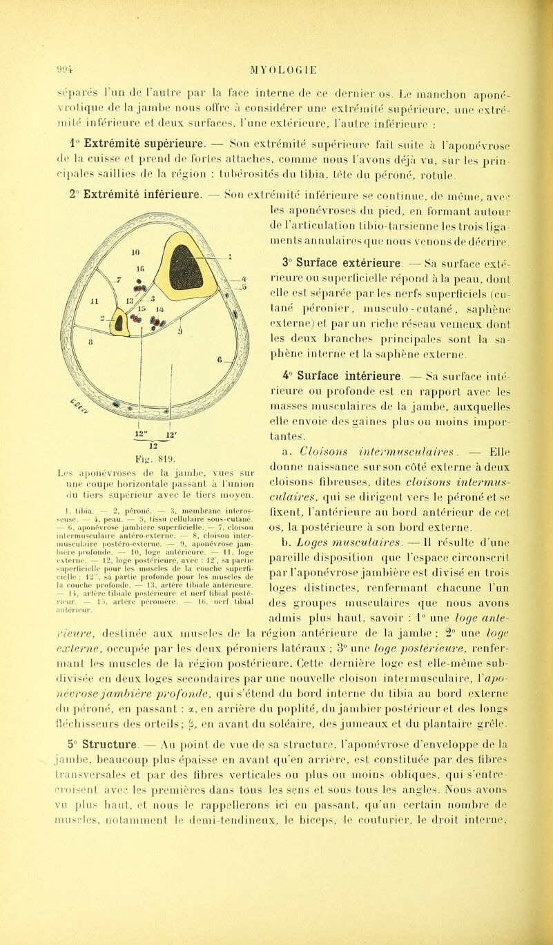 séparés l'un de l'autre par la face interne de ce dernier os. Le manchon apone'- vrotique de la jambe nous offre à considérer une extrémité supérieure, une extré- mité inférieure et deux surfaces, l'une extérieure, l'autre inférieure : 1 Extrémité supérieure. — Son extrémité supérieure fait suite h l'aponévrose de la cuisse et prend de fortes attaches, comme nous l'avons déjà vu, sur les prin- eipales saillies de la région : tabérosités du tibia, lète du péroné, rotule. 2-' Extrémité inférieure. — Son extrémité inférieure se continue, de même, avec les aponévroses du pied, en formant autour de l'articulation tibio-tarsienne les trois liga- ments annulaires que nous venons de décrire. 3° Surface extérieure. — Sa surface exté- rieure ou superlicielle répond à la peau, dont elle est séparée parles nerfs superficiels (cu- tané péronier, musculo-cutané, saphène externe) et par un riche réseau veineux dont les deux branches principales sont la sa- phène interne et la saphène externe. 4 Surface intérieure — Sa surface inté- rieure ou profonde est en rapport avec les masses musculaires de la jambe, auxquelles elle envoie des gaines plus ou moins impor- tantes. a. Cloisons intermusculaire». — Elle donne naissance sur son côté externe à deux cloisons fibreuses, dites cloisons intermus- culaires, qui se dirigent vers le péroné et se fixent, l'antérieure au bord antérieur de cet os, la postérieure à son bord externe. b. Loges îiiusculaires. — Il résulte d'une pareille disposition que l'espace circonscrit par l'aponévrose jambière est divisé en trois loges distinctes, renfermant chacune l'un des groupes musculaires que nous avons admis plus haut, savoir : 1° une loge anté- rieure, destinée aux muscles de la région antérieure de la jambe : 2° une loge externe, occupée par les deux péroniers latéraux : 3° une loge postérieure, renfer- mant les muscles de la région postérieure. Cette dernière loge est elle-même sub- divisée en deux loges secondaires par une nouvelle cloison intermusculaire, {'apo- névrose jambière profonde, qui s'étend du bord interne du tibia au bord externe du péroné, en passant : a, en arrière du poplité, du jambier postérieur et des longs fléchisseurs des orteils; [i, en avant du soléaire, des jumeaux et du plantaire grêle. 5° Structure. — Au point de vue de sa structure, l'aponévrose d'enveloppe de la jambe, beaucoup plus épaisse en avant qu'en arrière, est constituée par des fibres transversales et par des fibres verticales ou plus ou moins obliques, qui s'entre- croisent avec les premières dans tous les sens et sous tous les angles. Nous avons vu plus haut, et nous le rappellerons ici en passant, qu'un certain nombre de muscles, notamment le demi-tendineux, le biceps, le couturier, le droit interne. 12;;^ 12' 12 Fi^-. 819. Les aponévroses de la jambe, vues sur une coupe horizontale passant à l'union ilu tiers supérieur avec le tiers moyen. I. tibia. — 2, péroné. — 3, membrane inleros- seusp. — 4, peau. — tissu cellulaire sous-cutané. — G, aponévrose jambière superficielle. — 7, cloison iiitermusculaire antéro-externe. — 8, cloison inler- inusculiûre postéro-evterne. — 9, aponévrose jam- bière ))rofon(le. — 10, loge antérieure. — 11, loge externe. — 12, loge postérieure, avec : 12', sa parlie superficielle pour les muscles de la couche superfi- cielle; 12, sa partie profonde jTOur les muscles de la couche profonde. — 13, artère libiale antérieure. — l'i-, artère libiale postérieure et nerf tibial posté- j'ieur. — l.j, artère péronière. — 1(1. nerf tibial antérieur.