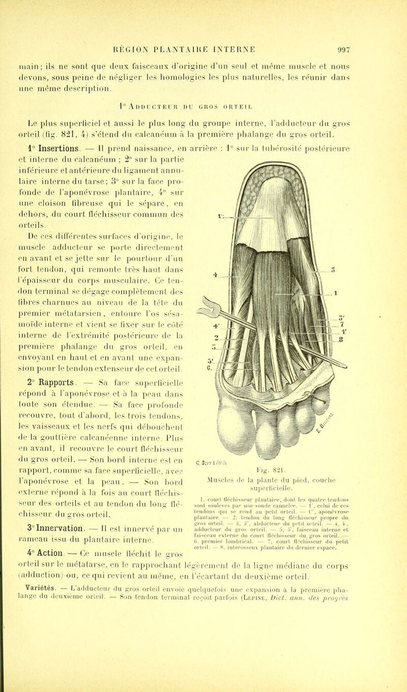 main; ils ne sont que deux faisceaux d'origine d'un seul et même muscle et nous devons, sous peine de négliger les homologies les plus naturelles, les réunir dans une même description. 1  A D L) l'C T E U lî DU GROS ORTEIL Le plus superficiel et aussi le plus long du groupe interne, l'adducteur du gros orteil (ûg. 821, 4) s'étend du calcanéum à la première phalange du gros orteil. 1° Insertions. — Il prend naissance, en arrière : 1 sur la tubérosité postérieure et interne du calcanéum : 2° sur la partie inférieure etantérieure du ligament annu- laire interne du tarse: 3 sur la face pro- fonde de l'aponévrose plantaire, 4° sur une cloison fibreuse qui le sépare, en dehors, du court fléchisseur commun des orteils. De ces différentes surfaces d'origine, le muscle adducteur se porte directement en avant et se jette sur le pourtour d'un fort tendon, qui remonte très haut dans iépaisseur du corps musc(daire. Ce ten- don terminal se dégage complètement des libres charnues au niveau de la tête du premier métatarsien, entoure l'os sésa- moïde interne et vient se fixer sur le eùté interne de l'extrémité postérieure de la première phalange du gros orteil, en envoyant en haut et en avant une expan- sion pour le tendon extenseur de cetorteil. 2 Rapports. — Sa face superficielle répond à l'aponévrose et à la peau dans toute son étendue. — Sa face profonde recouvre, tout d'abord, les trois tendons, li's vaisseaux et les nerfs qui débouchent de la gouttière calcanéenne interne. Plus (Ml avant, il recouvre le court fléchisseur du gros orteil. — Son bord interne est en rapport, comme sa face superficielle, avec l'aponévrose et la peau. — Sou bord externe répond à la fois au court lléchis- seur des orteils et au tendon du long flé- chisseur du gros orteil. 3Innervation. — 11 est innervé par un rameau issu du plantaire interne. 4 Action. — Ce muscle fléchit le gros orieil sur le métatarse, en le rapprochant légèrement de la ligne médiane du corps (adduction) ou, ce qui revient au même, en l'écartant du deuxième orteil. Variétés. — Ladducicur du gros orLeil envoie quelquefois une expansion à la première pha- lange du deuxième orieil. — Son tendon terminal reçoit parfois (Lèpine, Dict. ann. des prof/rès Fig. 821. Muscles de la plante du jiied, couclie superlicielle. 1. court llécliisscur plantaire, dont les quatre tendons sont soulevés par une sonde cannelée. — 1', celui de ces tendons qui se rend au petit orteil. — 1, aponévrose plantaire. — 2. tendon du long fléchisseur |)ropre du sros orteil. — -i, 3, abducteur du petit orteil. — 4, 4 . adducteur du gros orteil. — 3, 5', faisceau interne el faisceau externe du court llécliisseur du gros orteil. — 11. premier lombrical. — 7, court (lécliisseur du petit orieil. — 8, interosseux plantaire du dernier espace.