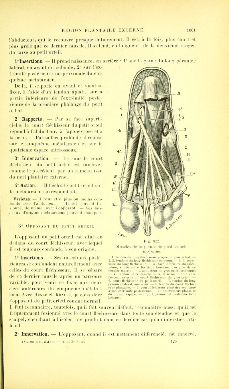 i'abchicteiir,' qui le recouvre presque entièrement. Il est, à la fois, plus court et plus grêle que ce dernier muscle. Il s'étend, en longueur, de la deuxième rangée du tarse au petit orteil. d'Insertions. — Il prend naissance, en arrière latéral, en avant du cuboïde; 2 sur l'ex- trémité postérieure ou proximale du cin- quième métatarsien. De là, il se porte en avant et vient se fixer, à l'aide d'un tendon aplati, sur la partie inférieure de l'extrémité posté- rieure de la première phalange du petit orteil. 2 Rapports. — Par sa face superfi- cielle, le court fléchisseur du petit orteil répond à l abducteur, à l'aponévrose et à la peau. — Par sa face profonde, il repose .sur le cinquième métatarsien et sur le quatrième espace interosseux. 3 Innervation. — Le muscle court fléchisseur du petit orteil est innervé, -comme le précédent, par un rameau issu du nerf plantaire externe. 4' Action. —Il fléchit le petit orteil sur le métatarsien correspondant. Variétés. — Il peut étro plu? ou moins con- fondu avec l'abductuur. — Il est souvent lu- iionné, do même, avec l'opposant. — Ses l'ain- *oaux d'origine métatarsiens peuvent manquer. 1° sur la gaine du long péconier 3° Oppos.\.xï DU PETIT ORTEIL L'opposant du petit orteil est situé en dedans du court fléchisseur, avec lequel il est toujours confondu h son origine.. 1 Insertions. — Ses insertions posté- rieures se confondent naturellement avec celles du court fléchisseur. Il se sépare •de ce dernier muscle après un parcours variable, pour venir se fixer aux deux Jiers antérieurs du cinquième métatar- sien. Avec Henle et Kii.\usE. je considère l'opposant du petit orteil comme normal. Il faut reconnaître, toutefois, qu'il fait souvent défaut, reconnaître aussi qu'il est iiéquemment fusionné avec le court fléchisseur dans toute son étendue et que le ^calpel, cherchant à l'isoler, ne produit dans ce dernier cas qu'un interstice arti- ilCM'l. 2' Innervation. — L'opposant, quand il est nettement diiïérencié, est innervé. Muscles de la plante du pied, couche moyenne. I. (endon (lu long flécliisscur propre du gros orlcil. — 2, 2, tendons du louï lléchisscur commun. — 3. acces- soire du long lléchisseur. — o', face inférieure du calca- néum, située entre les deuv faisceaux d'origine de ce dernier muscle. — 4, adducteur du gros orteil secliouné, — 4'. tendon de ce muscle. — a, faisceau interne et !>' faisceau externe du court fléchisseur du gros orteil. — fi, court fléchisseur du petit orteil. — 7, tendon du long péronier latéral, mis à nu. — 8, tendon du court fléchis- seur plantaire, — 9, court fléchisseur plantaire sectionné a son extrémité postérieure. — 10. interosseux plantaire du dernier espace. — L', L*. premier et quatrième lom- bricaux. .VNATO.MIE IIL'M.\INE. T. I. b' E£)rr. 126
