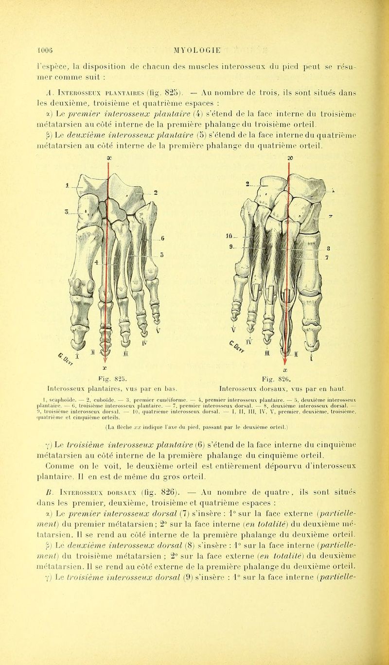 l'espèce, la disposition de chacun des muscles interosseux du pied peut se résu- mer comme suit : A. Interosseux plantaires (fig. 825). — Au nombre de trois, ils sont situés dans les deuxième, troisième et quatrième espaces : a) Le premier' inlerosseux plmitaire (4) s'étend de la face interne du troisième métatarsien au côté interne de la première phalange du troisième orteil. ji) Le deuxième interosseux plantaire (5) s'étend de la face interne du quatrième métatarsien au cùté interne de la première phalange du quatrième orteil. Inlerosseux plantaires, vus par en bas. Interosseux dorsaux, vus par en haut. 1, scaphoïde. — 2, cuboïde. — 3, premier cunéiforme. — 4, premier inlerosseux pianlaire. — 5, deuxième inlerosseux plantaire. — 0, troisième interosseux plantaire. — 7. premier interosscux dorsal. — 8, deuxième interosseux dorsal. — y, troisième interosseux dorsal. — 10, ((ualriome inlerosseux dorsal. — 1. Il, 111, IV, V, [iremier, deuxième, troisième, <|uatrième et cinquième orteils. (La flèche xx indique Taxe du i)ied, passant par le deuxième orteil.) y) Le troisième interosseux plantaire (iS) s'étend de la face interne du cinquième métatarsien au cùté interne de la première phalange du cinquième oi'teil. Comme on le voit, le deuxième orteil est entièrement dépourvu d'interosseux plantaire. Il en est de même du gros orteil. B. Lnterosseux dorsaux (fig. 826j. — Au nombre de quatre, ils sont situés dans les premier, deuxième, troisième et quatrième espaces : a) Le premier interosseux dorsal (7) s'insère : i° sur la face externe [partielle- ment) du premier métatarsien; 2° sur la face interne (en totalité) du deuxième mé- tatarsien. Il se rend au côté interne de la première phalange du deuxième orteil. p) Le deuxième interosseux dorsal (8) s'insère : 1 sur la face interne (partielle- ment) du troisième métatarsien : 2° sur la face externe (en totalité) du deuxième métatarsien. 11 se rend au côté externe de la première phalange du deuxième orteil. y) Le troisième interosseux dorsal (9; s'insère : 1° sur la face interne (partielle-
