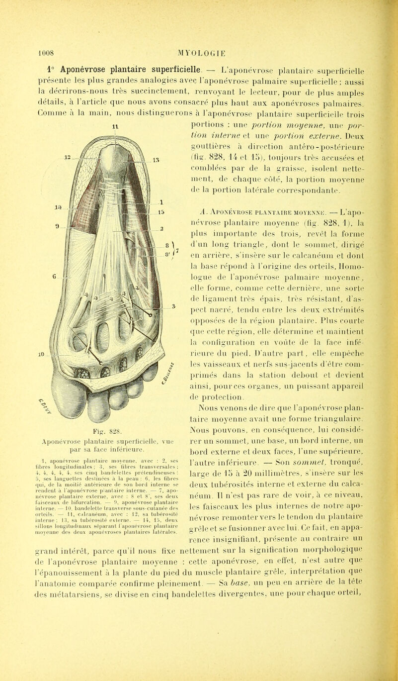 1° Aponévrose plantaire superficielle. — L'aponévrose plantaire superficielle présente les plus grandes analogies avec l'aponévrose palmaire superficielle : aussi la décrirons-nous très succinctement, renvoyant le lecteur, pour de plus amples détails, à l'article que nous avons consacré plus haut aux aponévroses palmaires. Comme à la main, nous distinguerons à l'aponévrose plantaire superficielle trois Il portions : une portion moyenne, une por- tion interne et une portion externe. Deux gouttières à direction antéro-postérieure (fig. 828, 14 et 15). toujours très accusées et comblées par de la graisse, isolent nette- ment, de chaque côté, la portion moyenne de la portion latérale correspondante. A. Aponévkose plantaire MOYEN.Mi. —L'apo- névrose plantaire moyenne (fig. 828, 1), la plus importante des trois, revêt la forme d'un long triangle, dont le sommet, dirigé en arrière, s'insère sur le calcanéum et dont la base répond à l'origine des orteils. Homo- logue de l'aponévrose palmaire mo^'enne. elle forme, comme cette dernière, une sorte de ligament très épais, très résistant, d'as- pect nacré, tendu entre les deux extrémités opposées de la région plantaire. Plus courte que cette l'égion, elle détermine et maintient la configuration en voûte de la face infé- rieure du pied. D'autre part, elle empêche les vaisseaux et nerfs sus-jacents d'être com- primés dans la station debout et devient ainsi, pour ces organes, un puissant appareil de protection. Nous venons de dire que l'aponévrose plan- taire moyenne avait une forme triangulaire. Nous pouvons, en conséquence, lui considé- rer un sommet, une base, un bord interne, un bord externe et deux faces, l'une supérieure, l'autre inférieure. — Son sommet, tronqué, large de 15 à 20 millimètres, s'insère sur les deux tubérosités interne et externe du calca- néum. Il n'est pas rare de voir, à ce niveau, les faisceaux les plus internes de notre apo- névrose remonter vers le tendon du plantaire grêle et se fusionner avec lui. Ce fait, en appa- rence insignifiant, présente au contraire un grand intérêt, parce qu'il nous fixe nettement sur la signification morphologique de l'aponévi'ose plantaire moyenne : cette aponévrose, en effet, n'est autre que l'épanouissement à la plante du pied du muscle plantaire grêle, interprétation que l'anatomie comparée confirme pleinement. — Sa base, un peu en arrière de la tête des métatarsiens, se divise en cinq bandelettes divergentes, une pour chaque orteil. Fig. 828. Aponévrose plantaire superficielle, vue par sa l'ace inférieure. t, aponévrose plantaire moyenne, avec : 2, ses fibres longitudinales; 3, ses fibres transversales: 4. 4, 4, 4, 4. ses cinq bandelettes prétendineuses ; ses languettes deslinées à la peau ; 6. les fibres qui, de la moitié antérieure de son bord interne se rendent à l'aponévrose plantaire interne. — 7, apo- névrose plantaire externe, avec : 8 et 8', ses deuv faisceaux de bifurcation. — 0, aponévrose plantaire interne. — 10, bandelette transverse sous-cutanée des orteils. — 11, c-tlcanéum, avec ; 12, sa tubérosité interne ; 13, sa tubérosité externe. — 14, 13, deux sillons longitudinaux séparant l'aponévrose plantaire moyenne des deux aponévroses plantaires latérales.