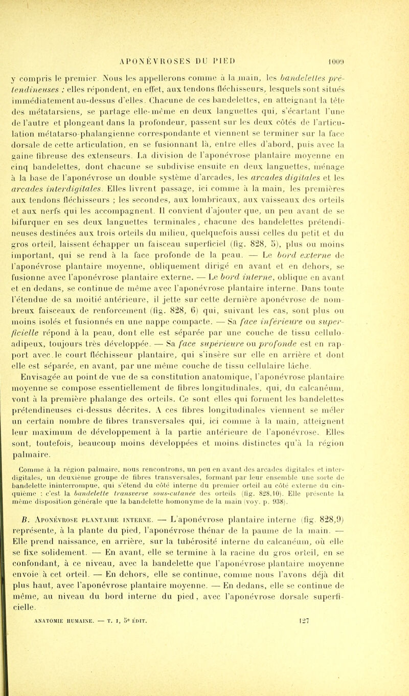 y compris le premier. Nous les appellerons comme à la main, les handelelles prc- lendineuses : elles repondent, en effet, aux tendons flecliissenrs, lesquels sont situés immédiatement au-dessus d'elles. Chacune de ces bandelettes, en atteignant la tète des métatarsiens, se partage elle-même en deux languettes qui, s'écartant l'une de l'autre et plongeant dans la profondeur, passent sur les deux cotés de l'articu- lation métatarso-phalangienne correspondante et viennent se terminer sur la face dorsale de cette articulation, en se fusionnant là, entre elles d'abord, puis avec la gaine fibreuse des extenseurs. La division de l'aponévrose plantaire moyenne en cinq bandelettes, dont chacune se subdivise ensuite en deux languettes, ménage à la base de l'aponévrose un double système d'arcades, les arcades digitales et les arcades interdigilales. Elles livrent passage, ici comme à la main, les premières aux tendons fléchisseurs ; les secondes, aux lombricaux, aux vaisseaux des orteils et aux nerfs qui les accompagnent. 11 convient d'ajouter que, un peu avant de se bifurquer en ses deux languettes terminales, chacune des bandelettes prétendi- neuses destinées aux trois orteils du milieu, quelquefois aussi celles du petit et du gros orteil, laissent échapper un faisceau superficiel (tig. 828, 5), plus ou moins important, qui se rend à la face profonde de la peau. — Le bord externe de l'aponévrose plantaire moyenne, obliquement dirigé en avant et en dehors, se fusionne avec l'aponévrose plantaire externe. — Le bord interne, oblique en avant et en dedans, se continue de même avec l'aponévrose plantaire interne. Dans toute l'étendue de sa moitié antérieure, il jette sur cette dernière aponévrose de nom- breux faisceaux de renforcement (fig. 828, 6) qui, suivant les cas, sont plus ou moins isolés et fusionnés en une nappe compacte. — Sa face inférieure ou super- ficielle répond à la peau, dont elle est séparée par une couche de tissu cellulo- adipeux, toujours très développée. — Sa face supérieure ou profonde est en rap- port avec.le court fléchisseur plantaire, qui s'insère sur elle en arrière et dont elle est séparée, en avant, par une même couche de tissu cellulaire lâche. Envisagée au point de vue de sa constitution anatomique, l'aponévrose plantaire moyenne se compose essentiellement de fd^res longitudinales, qui, du calcanéum, vont à la première phalange des orteils. Ce sont elles qui forment les bandelettes prétendineuses ci-dessus décrites. A ces fibres longitudinales viennent se mêlei- un certain nombre de fibres transversales qui, ici comme à la main, atteignent leur maximum de développement à la partie antérieure de l'aponévrose. Elles sont, toutefois, beaucoup moins développées et moins distinctes qu'à la région palmaire. Coimnc il la région palinaii-o, nous rencontrons, un peu en avant îles areailcs digitales et inlei - digitales, un deuxième groupe de fibres transversales, l'orniant par leur ensemble une sorte de bandelette ininterrompue, qui s'étend du côté interne du premier orteil au côté externe du cin- quième : c'est la bandelette Iransverse sous-cutanée des orteils (iig. 828,10). Elle présente la même disposition générale que la bandelette homonyme de la main (voy. p. 938). B. ÂPONÉvnosE PL.WTAïuE ixTEiiNE. — L'aponévrose plantaire interne (fig. 828,9) représente, à la plante du pied, l'aponévrose thénar de la paume de la main. — Elle prend naissance, en arrière, sur la tubérosité interne du calcanéum, où elle se fixe solidement. — En avant, elle se termine à la racine du gros orteil, en se confondant, à ce niveau, avec la bandelette que l'aponévrose plantaire moyenne envoie à cet orteil. — En dehors, elle se continue, comme nous l'avons déjà dit plus haut, avec l'aponévrose plantaire moyenne. — En dedans, elle se continue d(^ même, au niveau du bord interne du pied, avec l'aponévrose dorsale superfi- cielle. .\N.\TOMIE HUM.4INE. — T. I, 0» KDIT.