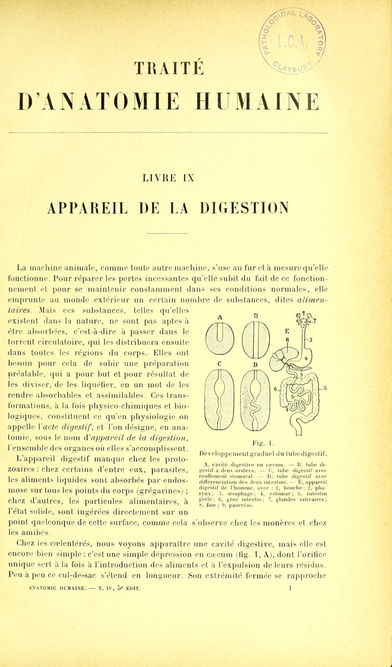 TRAITÉ \^Wb^* D'ANATOMIE HUMAINE LIVRE IX APPAREIL DE LA DIGESTION La machine animale, comme toute autre machine, s'use au fureta mesure qu'elle fonctionne. Pour réparer les pertes incessantes qu'elle subit du fait de ce fonction- nement et pour se maintenir constamment dans ses conditions normales, elle emprunte au monde extérieur un certain nombre de substances, dites alimen- taires. Mais ces substances, telles qu'elles existent dans la nature, ne sont pas aptes à être absorbées, c'est-à-dire à passer dans le torrent circulatoire, qui les distribuera ensuite dans toutes les régions du corps. Elles ont besoin pour cela de subir une préparation préalable, qui a pour but et pour résultat de les diviser, de les liquéfier, en un mot de les rendre absorbables et assimilables. Ces trans- formations, à la fois physico-chimiques et bio- logiques, constituent ce qu'en physiologie on appelle Y acte digestif, et l'on désigne, en ana- lomie, sous le nom d'appareil de la digestion. l'ensemble des organes où elles s'accomplissent. L'appareil digestif manque chez les proto- zoaires : chez certains d'entre eux, parasites, les aliments liquides sont absorbés par endos- mose sur tous les points du corps (grégarinesj ; chez d'autres, les particules alimentaires, à l'état solide, sont ingérées directement sur un point quelconque de cette surface, comme cela s'observe chez les monères et chez les amibes. Chez les cœlentérés, nous voyons apparaître une cavité digestive, mais elle est encore bien simple: c'est une simple dépression en coicum (fig. 1, A), dont l'orifice unique sert à la fois à l'introduction des aliments et à l'expulsion de leurs résidus. Peu à peu ce cul-de-sac s'étend en longueur. Son extrémité fermée se rapproche AN.VTOMIE HUMAINE. — T. IV, 5 ÉDIT. 1 Fig. 1. Développementgraduel du lube digestif. A, cavilé digestive en c.rcuin. — B, lube di- gestif â deux orifices. — C, tube digestif avec reiinemoiit stomacal. — D, lube digestif avec diflercnciation des deux intestins. -- E, appareil digestif de l'homme, avec : 1, bouche; 2, pha- rynx; :î, œsophage; 4, estomac; 5, intestin grôle ; G, gros intestin ; 7, glandes salivaires ; 8, foie ; 9, pancréas.