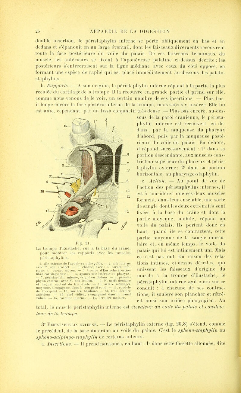 double insertion, le péristaphylin interne se porte obliquement en bas et en dedans et s'épanouit en un large éventail^ dont les faisceaux divergents recouvrent toute la face poste'rieure du voile du palais. De ces faisceaux terminaux du muscle, les antérieurs se fixent à l'aponévrose palatine ci-dessus décrite ; les postérieurs s'entrecroisent sur la ligne médiane avec ceux du côté opposé, en formant une espèce de raphé qui est placé immédiatement au-dessous des palato- staphylins. b. Rapports. — A son origine, le péristapbylin interne répond a la partie la plus reculée du cartilage de la trompe. Il la recouvre en.grande partie et prend sur elle, comme nous venons de le voir, un certain nombre de ses insertions. — Plus bas, il longe encore la face postéro-interne de la trompe, mais safts s'y insérer. Elle lui est unie, cependant, par un tissu conjonctif très dense. — Plus bas encore, au-des- sous de la paroi crânienne, le pérista- pbylin intei'ne est recouvert, en de- dans, par la muqueuse du pharynx d'abord, puis par la muqueuse posté- rieure du voile du palais. En debors, il répond successivement : i dans sa portion descendante, aux muscles cons- tricteur supérieur du pharynx et péris- lapliylin externe; 2° dans sa portion horizontale, au pharyngo-staphylin. c. Action. — Au point de vue de l'action des péristaphylins internes, il est à considérer que ces deux muscles forment, dans leur ensemble, une sorte de sangle dont les deux extrémités soni fixées à la base du crâne et dont la partie moyenne, mobile, répond au voile du palais. Ils portent donc en haut, quand ils se contractent, cette partie moyenne de la sangle muscu- laire et, en même temps, le voile du palais qui lui est intimement uni. Mais ce n'est pas tout. En raison des rela- tions intimes, ci-dessus décrites, qui unissent les faisseaux d'origine du muscle à la trompe d'Eustache, le péristaphylin interne agit aussi sur ce conduit : à chacune de ses contrac- tions, il soulève son plancher et rétré- cit ainsi son orifice pharyngien. Au total, le muscle péristaphylin interne est élévateur dit voile dv, palais et constric- teur de la trompe. 3 Péristaphylin e.xterne. — Le péristaphylin externe (fig. 20,8) s'étend, comme le précédent, de la base du crâne au voile du palais. C'est le sphéno-staphylin ou sphéno-salpingo-slaphylin de certains auteurs. a. Insertions. — Il prend naissance, en haut : 1° dans cette fossette allongée, dite La trompe d'Eustache, vue à la base du crâne, pour montrer ses rapports avec les muscles péristaphylins. 1, aile externe de l'apoiiliyse i)iri \-iiïilc. - 2, aile iiiloruc avec 2\ son crocliel. — 3, clu'i i i, f'oniet infé- rieur; 4'. cornel. moyen. — .ï, d I ii>laclie (portion libro-earlihi^iiiir'iisi'I. — (i, aponéini^u kilrrale du pliaryux. — 7, p('Ti-l.i|ili\lui lulerne. erigné en dedans. — S, pérista- phylin f\l. i]ir. .iM.'c S', son tendon. — 9, 9', nerfs dentaire et lingual, sortant du trou ovale. — 10, artère méningée moyenne, s'engageant dans le trou petit rond. — 11, condyle de l'occipital. — 12, surface basilaire. — 13, trou décliiré antérieur. — 14, nerf vidieu, s'engageant dans le canal vidien. — 13, carotide interne. — 10, dernière molaire.