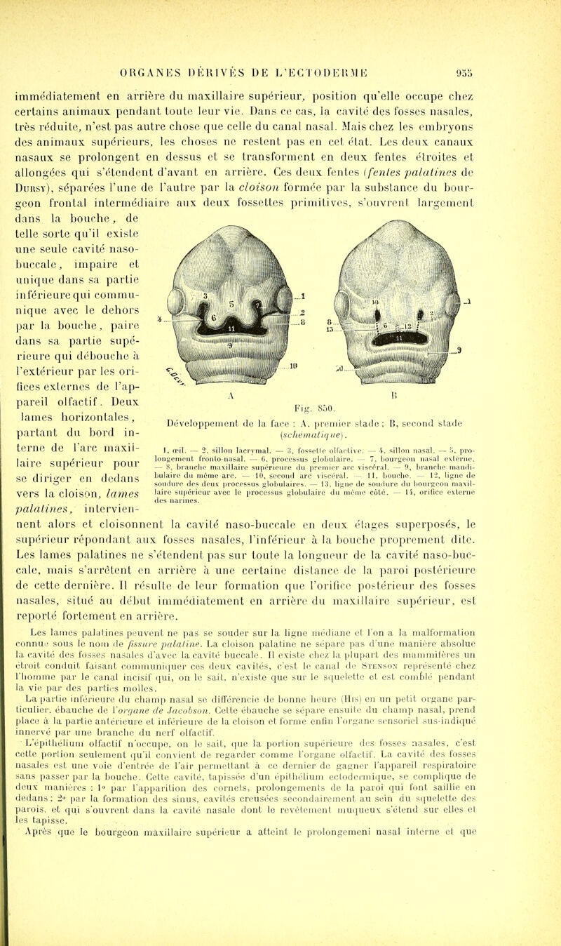 Fig. «ÔO. névcloppeniont do la face : A. premii'i' (scliématique). <la(le: B, second stade immédiatement en arrière du niaxillaii'e supérieur, position qu'elle occupe chez certains animaux pendant tout(i leur vie. Dans ce cas, la cavilé des fosses nasales, très réduite, n'est pas autre chose que celle du canal nasal. Mais chez les embryons des animaux supérieurs, les choses ne restent pas en cet état. Les deux canaux nasaux se prolongent en dessus et se transforment en deux fentes étroites et allongées qui s'étendent d'avant en arrière. Ces deux fentes (feules palatines de Duusy), séparées l'une de l'autre par la cloison formée par la substance du bour- geon frontal intermédiaire aux deux fossettes primitives, s'(Hivrent largement dans la bouche, de telle sorte qu'il existe une seule cavité naso- buccalc, impaire et unique dans sa partie inférieure qui commu- nique avec le dehors par la bouche, paire dans sa partie supé- rieure qui débouche à l'extérieur par les ori- fices exlcrnes de l'ap- pareil olfactif. Deux lames horizontales, partant du bord in- terne de l'arc maxil- laire supérieur pour se diriger en dedans vers la cloison, lames palatines, intervien- nent alors et cloisonnent la cavité naso-buccale en deux étages superposés, le supérieur répondant aux fosses nasales, l'inférieur à la bouche proprement dite. Les lames palatines ne s'étendent pas sur toute la longueur de la cavité naso-buc- cale, mais s'arrêtent en arrière à une certaine distance de la paroi postérieure de cette dernière. 11 résulte de leur formation que l'orifice postérieur des fosses nasales, situé au début immédiatement en arrière du maxillaire supérieur, est reporté fortement en arrière. Les lames pahilincs peuvent ne pas se souder sur la ligne médiane et l'on a la malformation connue sous le nom de fissure palafine. La cloison palatine ne sépare pas d'une manière absolue la cavilé des fosses nasales d'avec la cavilé buccale. Il existe chez la plupart des mammitères un étroit conduit faisant communiquer ces deux cavités, c'est le canal île Stenson représenté chez l'hoiTune par le canal incisif qui, on le sait, n'existe que sur le S(:[uelelte et est comblé pendant la vie par des parties molles. La pai'tie inférieure du champ nasal se différencie de bonne heure (His) en un petit organe par- liculier. ébauche do Vorf/a?ie de Jacobsoii. Cette ébauche se sépare ensuite du champ nasal, pi-end |)lace à la partie antérieure et inférieure de la cloison et forme enfin l'organe sensoriel sus-indiqué innervé par une branche du nerf olfactif. L'épithélium olfactif n'occupe, on le sait, que la porlion supérieure des fosses nasales, c'est <etto porlioU'seulement qu'il convient de regarder comme l'organe olfactif. La cavité des fosses nasales est une voie d'entrée de l'air permettant à ce dernier de gagner l'appareil respiratoire sans passer par lit bouche.. Cette cavité, tapissée d'un épithélium ectodermique, se complique de deux manières : 1° par l'apparition des cornets, prolongements de la paroi qui font saillie en dedans: 2 par la formation des sinus, cavités creusées secondairement au sein du squelette des parois, et qui s'ouvrent dans la cavité nasale dont le revêtement niuqueux s'étend sur elles et les tapisse. Après que le bourgeon maxillaire supérieur a atteint le prolongcmoni nasal iiderne et que I, œil. — 2, sillon lacrymal. — 3, fosselle ollaplivo. — 4. sillon nasal. — n. pro- loni;cmpnt fronto nasal. — C. processus globulairfi. — 7, liourgeon nasal externe. — 8, branche maxillaire supérienre du premier ar-c viscf'Tal. — 0, hranriie niandi- bulaire du môme arc. — 10, second arc viscéral. — 11, bouche. — 12, lifçnc de soudure des deux processus globulaires. — 1.3, ligne de soudure du bourgeon maxil- laire supérieur avec le processus globulaire du même côté. — li, orifice externe des narines.