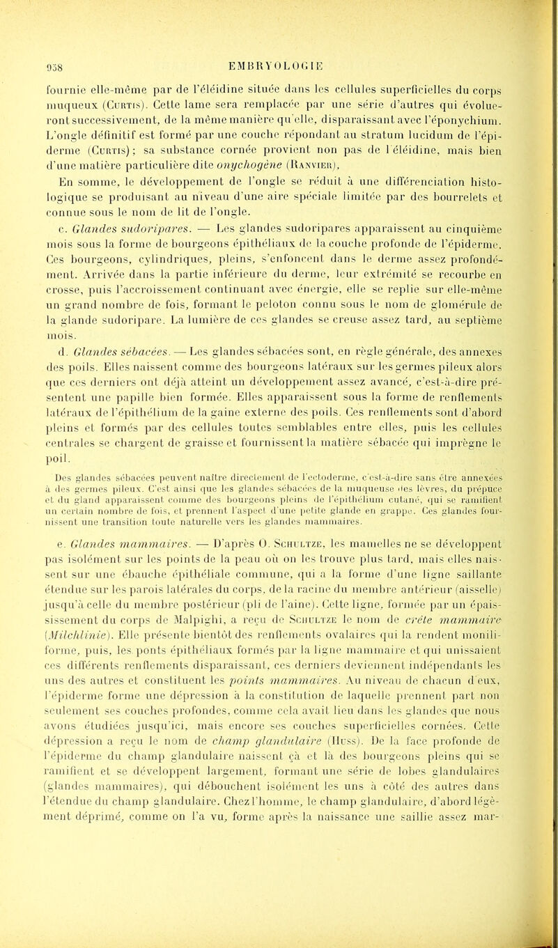 fournie elle-même par de l'éléidine située dans les cellules superficielles du corps niuqueux (CuRTis). Cette lame sera remplacée par une série d'autres qui évolue- ront successivement, de la même manière qu'elle, disparaissant avec l'épouychium. L'ongle définitif est formé par une couche répondant au stratum lucidum de l'épi- derme (Curtis) ; sa substance cornée provient non pas de l éléidine, mais bien d'une matière particulière dite onychogène (Ranvieu), En somme, le développement de l'ongle se réduit à une différenciation histo- logique se produisant au niveau d'une aire spéciale limitée par des bourrelets et connue sous le nom de lit de l'ongle. c. Glandes sudoripares. — Les glandes sudoripares apparaissent au cinquième mois sous la forme de bourgeons épithéliaux de la couche profonde de l'épiderme. Ces bourgeons, cylindriques, pleins, s'enfoncent dans le derme assez profondé- ment. Arrivée dans la partie inférieure du derme, leur extrémité se recourbe en crosse, puis l'accroissement continuant avec énergie, elle se replie sur elle-même un grand nombre de fois, formant le peloton connu sous le nom de glomérule de la glande sudoripare. La lumière de ces glandes se creuse assez tard, au septième mois. d. Glandes sébacées. — Les glandes sébacées sont, en règle générale, des annexes des poils. Elles naissent comme des bourgeons latéraux sur les germes pileux alors que ces derniers ont déjà atteint un développement assez avancé, c'est-à-dire pré- sentent une papille bien formée. Elles apparaissent sous la forme de l'enflements latéraux de l'épiLhélium de la gaine externe des poils. Ces renflements sont d'abord pleins et formés par des cellules toutes semblables entre elles, puis les cellules centrales se chargent de graisse et fournissent la matière sébacée qui imprègne le ]ioil. Des glandes sébacées peuvent naître directomoni de rcctodcnne, c'est-à-dire sans être annexées à des germes pileux. C'est ainsi que les glandes sébacées de la muqueuse îles lèvres, du prépuce et du gland apparaissent comme des bourgeons pleins de l'épithélium cutané, qui se ramifient un certain nombre de fois, et prennent l'aspect d'une i)etite glande en grappe. Ces glandes lour- nissent une transition toute naturelle vers les glandes mammaires. e. Glandes mammaires. ■— D'après 0. Schultze, les mamelles ne se développent pas isolément sur les points de la peau où on les trouve plus tard, mais elles nais- sent sur une ébauche épithéliale commune, qui a la forme d'une ligne saillante étendue sur les parois latérales du corps, de la racine du membre antérieur (aisselle) jusqu'à celle du membre postérieur (pli de l'aine). Cette ligne, formée par un épais- sissement du corps de Malpighi, a reçu de Schultze le nom de créle inammaire [Milchlinie). Elle présente bientôt des renflements ovalaires qui la rendent raonili- fornie, puis, les, ponts épithéliaux formés i3ar la ligne mammaire et qui unissaient ces différents renflements disparaissant, ces derniers deviennent indépendants les uns des autres et constituent les points mammaires. Au niveau de chacun d'eux, l'épiderme forme une dépression à la constilution de laquelle prennent part non seulement ses couches profondes, comme cela avait lieu dans les glandes que nous avons étudiées jusqu'ici, mais encore ses couches superficielles cornées. Cette dépression a reçu le nom de champ glandulaire (Ilussj. De la face profonde de l'épiderme du champ glandulaire naissent çà et là des bourgeons pleins qui se ramifient et se développent largement, formant une série de lobes glandulaires (glandes mammaires), qui débouchent isolément les uns à côté des autres dans l'étendue du champ glandulaire. Chez l'homme, le champ glandulaire, d'abord légè- ment déprimé, comme on l'a vu, forme après la naissance une saillie assez mar-