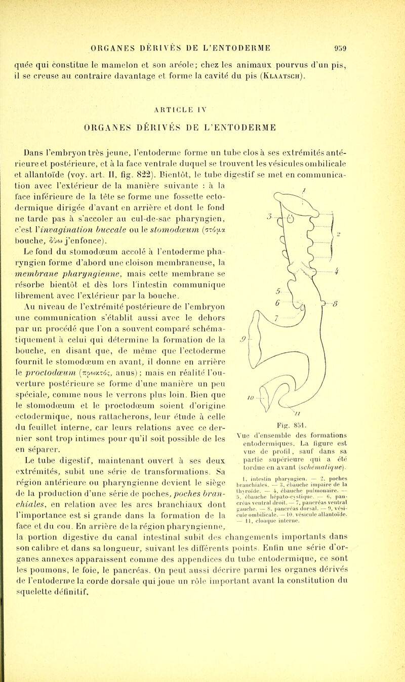 quée qui constitue le mamelon et son aréole; chez les animaux pourvus d'un pis, il se creuse au contraire davantage et forme la cavité du pis (Klaaïsch). ARTICLE IV ORGANES DÉRIVÉS DE L'ENTODERME Dans l'embryon très jeune, l'entodernic forme un tube clos à ses extrémités anté- rieure et postérieure, et à la face ventrale duquel se trouvent les vésicules ombilicale et allantoïde (voy. art. II, fig. 822). Bienlùt, le tube digestif se met en communica- tion avec l'extérieur de la manière suivante : à la ^ face inférieure de la tète se forme une fossette ecto- dermique dirigée d'avant en arrière et dont le fond ne tarde pas à s'accoler au cul-de-sac pharyngien, c'est Vinvagination buccale ou le stomodœum (çt(i[j.a bouche, ô'jo) j'enfonce). Le fond du stomodœum accolé à l'entoderme pha- ryngien forme d'abord une cloison membraneuse, la membrane pharyngienne, mais cette membrane se S, ^ l'ésorbe bientôt et dès lors l'intestin communique librement avec l'extérieur par la bouche. Au niveau de l'extrémité postérieure de l'embryon ^ ^ ^' 1^ 8 une communication s'établit aussi avec le dehors J par un procédé que l'on a souvent comparé schéma- tiquement a celui qui détermine la formation de la ; bouche, en disant que, de même que l'ectoderme fournit le stomodœum en avant, il donne en arrière le proclodceurn [t.omv-xôz. anus) : mais en réalité l'ou- verture postérieure se forme d'une manière un peu spéciale, comme nous le verrons plus loin. Bien que le stomodœum et le proclodœum soient d'origine ectodermique, nous rattacherons, leur étude à celle du feuillet interne,, car leurs relations avec ce der- nier sont trop intimes pour qu'il soit possible de les Vue /l'ensemble des formations ' ' ' ' cntuderiiiiques. La Ijgurc est en separei'. vue de prolil, sauf dans sa Le tube digestif, maintenant ouverl à ses deux partie supérieure qui a été . - .,, , - , ^ • 1 i e i.- o tordue en avant (ic/iémafioue). extrémités, subit une série de transformations. Sa \ i < r ■ ■ , . 1 • i 1 •> 1. iiilt'Stin pliarYiiiïien. — i. poches région antérieure ou pharyngienne devient le siège i.vanchiaies. ;). eUmche impaire de la de la production d'une série de poches, poches bran- ;3':-ïb^i,ri>ép^nSc,!:c'''^t%- chiales, en relation avec les arcs branchiaux dont créas ventral droit.--v pa.icréasveiiuai yauclie. — 8, pancréas dorsal. — 9, vesi- l'importance est si grande dans la formation de la cuieombilicale.-lo.vésiculeaiiantoïde. ' — 11, cloaque interne. face et du cou. En arrière de la région pharyngienne, la portion digestive du canal intestinal subit des changements importants dans son calibre et dans sa longueur, suivant les différents points. Entin une série d'or- ganes annexes apparaissent comme des appendices du tube entodermique, ce sont les poumons, le foie, le pancréas. On peut aussi décrire parmi les organes dérivés de l'entoderme la corde dorsale qui joue un rôle important avant la constitution du squelette définitif.