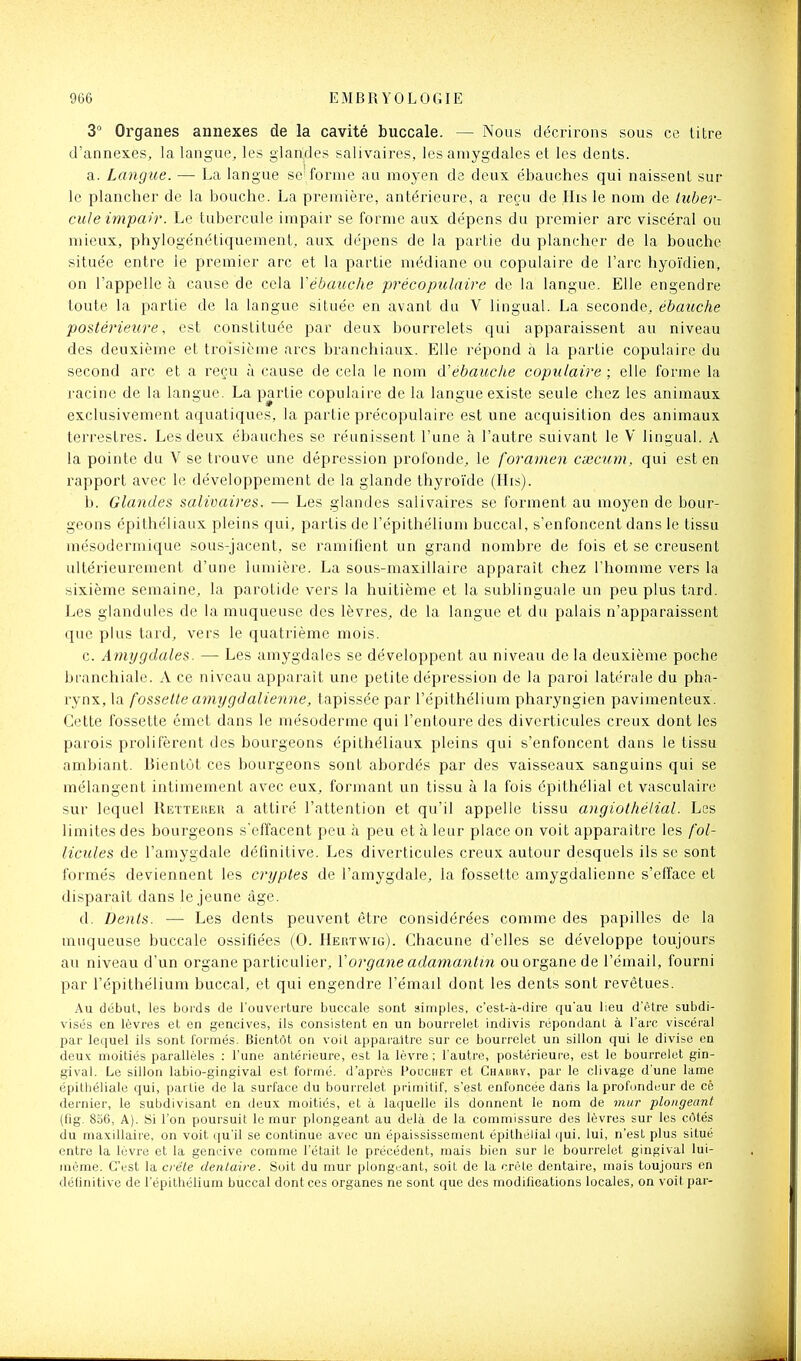 3 Organes annexes de la cavité buccale. — Nous décrirons sous ce titre d'annexés, la langue, les glandes salivaires, les amygdales et les dents. a. Langue. — La langue se'forme au moyen de deux ébauches qui naissent sur le plancher de la bouche. La première, antérieure, a reçu de IIis le nom de tuber- cule impair. Le tubercule impair se forme aux dépens du premier arc viscéral ou mieux, phylogénétiquement, aux dépens de la partie du plancher de la bouche située entre le premier arc et la partie médiane ou copulaire de l'arc hyoïdien, on l'appelle à cause de cela Vébauche précopulaire de la langue. Elle engendre toute la partie de la langue située en avant du V lingual. La seconde, ébauche postérieure, est constituée par deux bourrelets qui apparaissent au niveau des deuxième et troisième arcs branchiaux. Elle répond à la partie copulaire du second arc et a reçu à cause de cela le nom d'ébauche copulaire ; elle forme la racine de la langue. La partie copulaire de la langue existe seule chez les animaux exclusivement aquatiques, la partie précopulaire est une acquisition des animaux terrestres. Les deux ébauches se réunissent l'une à l'autre suivant le V lingual. A la pointe du V se trouve une dépression profonde, le foramen csecum, qui est en rapport avec le développement de la glande thyroïde (His). b. Glandes salivaires. — Les glandes salivaires se forment au moyen de bour- geons épithéliaux pleins qui, partis de l'épithélium buccal, s'enfoncent dans le tissu mésodermique sous-jacent, se ramifient un grand nombre de fois et se creusent ultérieurement d'une lumière. La sous-maxillaire apparaît chez l'homme vers la sixième semaine, la parotide vers la huitième et la sublinguale un peu plus tard. Les glandules de la muqueuse des lèvres, de la langue et du palais n'apparaissent que plus tard, vers le quatrième mois. c. Amygdales. — Les amygdales se développent au niveau de la deuxième poche branchiale. A ce niveau apparaît une petite dépression de la paroi latérale du pha- rynx, la fossette amxjgdalienne, tapissée par l'épithélium pharyngien pavimenteux. Cette fossette émet dans le mésoderme qui l'entoure des diverticules creux dont les parois prolifèrent des bourgeons épithéliaux pleins qui s'enfoncent dans le tissu ambiant. Bientôt ces bourgeons sont abordés par des vaisseaux sanguins qui se mélangent intimement avec eux, formant un tissu à la fois épithélial et vasculaire sur lequel Rettereu a attiré l'attention et qu'il appelle tissu angiothélial. Les limites des bourgeons s'effacent peu à peu et à leur place on voit apparaître les fol- licules de l'amygdale définitive. Les diverticules creux autour desquels ils se sont formés deviennent les cryptes de l'amygdale, la fossette amygdalienne s'efface et disparaît dans le jeune âge. d. Dents. — Les dents peuvent être considérées comme des papilles de la muqueuse buccale ossifiées (0. Heutwig). Chacune d'elles se développe toujours au niveau d'un organe particulier, Vorgane adamantin ou organe de l'émail, fourni par l'épithélium buccal, et qui engendre l'émail dont les dents sont revêtues. Au début, les boi'ds de l'ouverture buccale sont simples, c'est-à-dire qu'au lieu d'être subdi- visés en lèvres et en gencives, ils consistent en un bourrelet indivis répondant à l'arc viscéral par lequel ils sont formés. Bientôt on voit apparaître sur ce bourrelet un sillon qui le divise en deux moitiés parallèles : l'une antérieure, est la lèvre ; l'autre, postérieure, est le bourrelet gin- gival. Le sillon labio-gingival est formé, d'après Pouchet et Chabry, par le clivage d'une lame épithéliale qui, partie de la surface du bourrelet primitif, s'est enfoncée dans la profondeur de cê dernier, le subdivisant en deux moitiés, et à laquelle ils donnent le nom de mur plongeant (fig. 836, A). Si l'on poursuit le mur plongeant au delà de la commissure des lèvres sur les cotés du maxillaire, on voit qu'il se continue avec un épaississement épithélial (|ui. lui, n'est plus situé entre la lèvre et la gencive comme l'était le précédent, mais bien sur le bourrelet gingival lui- même. C'est la crête dentaire. Soit du mur plongeant, soit de la crèle dentaire, mais toujours en délinitive de l'épithélium buccal dont ces organes ne sont que des modifications locales, on voit par-