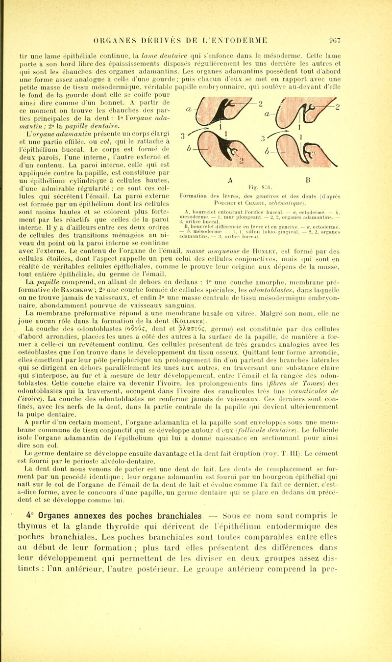 tir une lame épithéliale continue, la lame dentaire qui s'enfonce dans le mésoderme. Cette lame porte à son bord libre des épaississements disposés résulièrenienl les uns derrière les autres et c|ui sont les ébaucbes des organes adamantins. Les organes adamantins possèdent tout d'abord une forme assez analogue à celle d'une gourde ; puis chacun d'eus se met en rapport avec une petite masse de tissu mésodermique, véritable papille embryonnaire, qui soulève au-devant d'elle le fond de la gourde dont elle se coiffe pour ainsi dire comme d'un bonnet. A partir de ce moment on trouve les ébauches des par- ties pi-incipales de la dent : 1° l'organe ada- mantin ; 2 la papille dentaire. L'organe adamantin présente un corps élargi et une partie effllée, ou col, qui le rattache à l'épithélium buccal. Le corps est formé de deux parois, l'une interne, l'autre externe et d'un contenu. La paroi interne, celle qui est appliquée contre la papille, est constituée par un épithéliuiii cylindri(iue à cellules hautes, d'une admirable régularité : ce sont ces cel- lules qui sécrètent l'émail. La paroi externe est formée par unépithélium dont les cellules sont moins hautes et se colorent plus forte- ment par les réactifs que celles de la paroi interne. 11 y a d'ailleurs entre ces deux ordres de cellules des transitions ménagées au ni- veau du point où la paroi interne se continue avec l'externe. Le contenu do l'organe de l'émail, masse muqueuse de Huxley, est formé par des cellules étoilées, dont l'aspect rappelle un peu celui des cellules conjonctives, mais qui sont en réalité de véritables cellules épithéliales, comme le prouve leur oiigine aux dépens de la masse, tout entière épithéliale, du germe de l'émail. La papille comprend, en allant de dehors en dedans : 1° une couche amorphe, membrane pré- formative ile Raschkow ; 2» une couche formée de cellules spéciales, les odontoblastes, dans laquelle on ne trouve jamais de vaisseaux, et enfin 3 une masse centrale de tissu mésodermique embryon- naire, abondamment pourvue de vaisseaux sanguins. La membrane préformative répond à une membrane basale ou vitrée. Malgré son nom. elle ne joue aucun rôle dans la formation de la dent (Kollikiîr). La couche des odontoblastes (ooo'j^, dent et (iXaciô;, germe) est constituée par des cellules d'abord arrondies, placées les unes à côté des autres à la surface de la papille, de manière à for- mer à celle-ci un revêtement continu. Ces cellules présentent de très grandes analogies avec les ostéoblastes que l'on trouve dans le développement du tissu osseux. Quittant leur forme ari'ondie, elles émettent parleur pôle périphérique un prolongement On d'où partent des branches latérales qui se dirigent en dehors parallèlement les unes aux autres, en traversant une substance claire qui s'intei'pose, au fur et à mesure de leur dévelop|)ement, entre l'émail et la rangée des odon- toblastes. Cette couche claire va devenir l'ivoire, les prolongements fins {fibres de Tomes) d(;s odontoblastes qui la traversent, occupent dans l'ivoire des canalicules très lins [canalicules de l'ivoire). La couche des odontoblastes ne renferme jamais de vaisseaux. Ces derniers sont con- finés, avec les nerfs de la dent, dans la partie centrale de la papille qui devient ultérieurement la pulpe dentaire. A partir d'un certain moment, l'organe adamantin et la papille sont enveloppés sous une mem- brane commune de tissu conjouctif qui se développe autour d'eux [follicule dentaire). Le follicule isole l'organe adamantin de l'épithélium qui lui a donné naissance en sectionnant pour ainsi dire son col. Le germe dentaire se développe ensuite davantage et la dent l'ait éruption (voy. T. 111). Le cément est fourni par le périoste alvéolo-dentairo. La dent dont nous venons de parler est une dent de lait. Les dents de remplacement se for- ment par un procédé identique ; leur organe adamantin est fourni par un bourgeon épithélial qui nait sur le col de l'organe de l'émail de la dent de lait et évolue comme l'a fait ce dernier, c'est- a-dire forme, avec le concours d'une papille, un germe dentaire ijui se place en dedans du précé- dent et se développe comme lui. 4° Organes annexes des poches branchiales. — Sous ce nom sont compris le thyjiius et la glande thyco'i'de qui dérivent de répitliélium cntodermique des poches branchiales. Les poches branchiales sont toutes comparables entre elles au début de leur formation ; plus tard elles présentent des différences dans leur développement qui permettent de les diviser en deux groupes assez dis- tincts : l'un antérieur, l'autre postérieur. Le groupe antérieur comprend la prc- A B Fig. 8.VG. Formation dos lèvres, des srencives et des dents (d'après PoucHET et Chabry, schématique). A, bourrelet entourant l'orifîce buccal. — a, ectoUerme. — mesoilerme. — 1, mur plongeant. —2, 2, organes adamantins. — :i, oritice buccal. B, bourrelet différencié en lèvre et en gencive. — ^7. ectotierme. — h. mésojerme — I. I. sillon bibio-gingival. — 2, 2, organes adamantins. — .i. orilii c bu'cal.