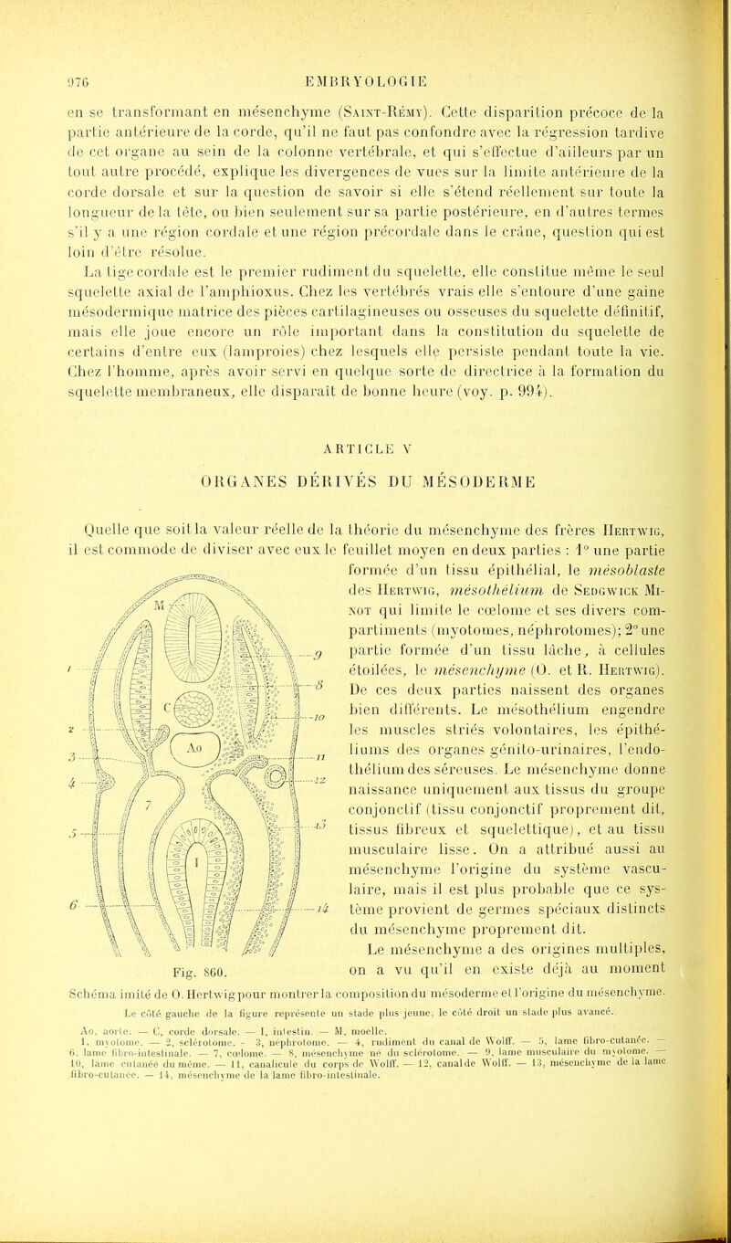 en se transformant en mésenchyme (Saint-Rémy). Cette disparition précoce de la partie antérieure de la corde, qu'il ne faut pas confondre avec la régression tardive de cet organe au sein de la colonne vertébrale, et qui s'effectue d'ailleurs par un tout autre procédé, explique les divergences de vues sur la limite antéiieure de la corde dorsale et sur la question de savoir si elle s'étend réellement sur toute la longueur delà tête, ou bien seulement sur sa partie postérieure, en d'autres termes s'il y a une région cordale et une région précordale dans le crâne, question qui est loin d'être résolue. La tige cordale est le premier rudiment du squelette, elle constitue même le seul squelette axial de l'amphioxus. Chez les vertébrés vrais elle s'entoure d'une gaine mésodermique matrice des pièces cartilagineuses ou osseuses du squelette définitif, mais elle joue encore un rôle important dans la constitution du squelette de certains d'entre eux (lamproies) chez lesquels elle persiste pendant toute la vie. Chez l'homme, après avoir servi en quelque sorte de directrice à la formation du squelette membraneux, elle disparaît de bonne heure (voy. p. 994). ARTICLE V ORGANES DÉRIVÉS DU MÉSODERME Quelle que soitla valeur réelle de la théorie du mésenchyme des frères IIertwig, il est commode de diviser avec eux le feuillet moyen en deux parties : 1° une partie formée d'un tissu épithélial, le mésoblaste des IIertwig, mésolhéiium de Sedgwick Mi- NOT qui limite le cœlome et ses divers com- partiments (myotomes, néphrotomes); 2° une partie formée d'un tissu lâche, à cellules étoilées, le mésenchyme (0. et R. Heuïwig). De ces deux parties naissent des organes bien différents. Le mésothélium engendre les muscles striés volontaires, les épithé- liums des organes génito-urinaires, l'endo- thélium des séreuses. Le mésenchyme donne naissance uniquement aux tissus du groupe conjonctif (tissu conjonctif proprement dit, tissus fibreux et squelettiquej, et au tissu musculaire lisse. On a attribué aussi au mésenchyme l'origine du système vascu- laire, mais il est plus probable que ce sys- tème provient de germes spéciaux distincts du mésenchyme proprement dit. Le mésenchyme a des origines nmltiples, on a vu qu'il en existe déjà au moment Schéma imité de 0. Hertwigpour montrer la compositiondu mésoderme etl'origine du méseneliyrae. Le côté gauche de la figure représenle un stade plus jeune, le coté droit un stade plus avancé., Ao, aorte. — C, corde dorsale. — I, inleslin. — M, moelle. 1, nijolome. — 2, sclérotome. - 3, néphrotonio. — 4, rudiment du canal de WoKÎ. — K, lame tibro-cutanée. — 6. lame fibro-intestinale. — 7, cœlome. — 8, mésenchjme né du sclérotonie. — 9, lame musculaire du .mjolonic. — 10, lame cutanée du même. — 11, canalicule du corps de Wolir. — 12, canalde Wollï. — 13, méseucliyme de la lame fibro-cutanée. — 14, mésenchyme de la lame fibro-intestiuale.