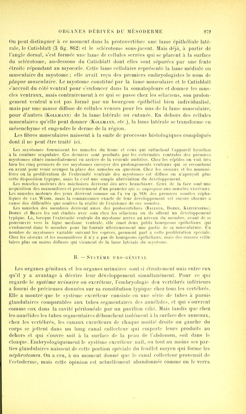 On peut distinguer à ce moment dans la protovertèbre une lame épithéliale laté- rale, le Cutisblatt (3 fig. 86!2) et le sclérotome sous-jacent. Biais dejù, à partir de l'angle dorsal, s'est formée une lame de cellules serrées qui se placent à la surface du sclérotome, au-dessous du Cutisblatt dont elles sont séparées par une fente étroite répondant au mj'ocœle. Cette lame cellulaire représente la lame médiate ou musculaire du myotome ; elle avait reçu des premiei^s embryologistes le nom de plaque musculaire. Le myotome constitué par la lame musculaire et le Cutisblatt s'acci'oît du côté ventral pour s'enfoncer dans la somatopleure et donner les mus- cles ventraux, mais contrairement à ce qui se passe chez les sélaciens, son prolon- gement ventral n'est pas formé par un bourgeon épithélial bien individualisé, mais par une masse diffuse de cellules venues pour les uns de la lame musculaire, pour d'autres (Kollmann) de la lame latérale ou cutanée. En dehors des cellules musculaires qu'elle peut donner (Kollmann, etc.), la lame latérale se transforme en mésenchyme et engendre le derme de la région. Les fibres musculaires naissent à la suite de processus histologiques compliqués dont il ne peut être traité ici. Les myotonies fournissent les muscles du tronc et ceux qui rattachent l'appareil hyoïdien à la ceinture scapulaire. Ces derniers sont produits par les extrémités ventrales des premiers myotomes situés immédiatement en arrière de la vésicule auditive. Chez les reptiles on voit très bien les cinq premiers de ces myotomes envoyer des prolongements ventraux qui se recourbent en avant pour venir occuper la place des muscles en question. Chez les oiseaux et les mammi- fères où la lu'olifération de l'extrémité ventrale des myotomes est dilTuse on n'aperçoit plus cette disposition typique, mais là c'est une simple abréviation du développement. Les muscles moteurs des mâciioires dérivent des arcs branchijuiv. Ceux de la face sont une acquisition des mammifères et proviennent d'un peaucier qui se superpose aux muscles viscéraux. Les muscles moteurs des yeux dérivent comme on l'a vu (p. 918) des premiers somites cépha- liques de van Wijhe, mais la connaissance exacte de leur développement est encore obscure à cause des difficultés que soulève la réalité de l'existence de ces somites. Les muscles des membres dérivent aussi des protovertèbres (Balfouiî, Dohun, Kleinenberu). DoHR.N' et Br.\us les ont étudiés avec soin chez les sélaciens où ils offrent un développement typique. Là, lorsque l'extrémité ventrale du myotome ari-ive au niveau du membre, avant de se poursuivre vers la ligne médiane ventrale, elle émet deux petits bourgeons épithéliaux qui s'enfoncent dans le membre pour lui fournir ultérieurement une partie de sa musculature. Un nombre de myotomes variable suivant les espèces, prennent part à cette prolifération spéciale. Chez les oiseaux et les mammifères il n'y a pas de bourgeons épithéliaux, mais des masses cellu- laires plus ou moins diffuses qui viennent de la lame latérale du myotome. B. — S Y S T È M E U R 0 - G É NI T A L Les organes génitaux et les organes urinaires sont si étroitement unis entre eux qu'il y a avantage à décrire leur développement simultanément. Pour ce qui regarde le système urinaire ou excréteur, l'embryologie des vertébrés inférieurs a fourni de précieuses données sur sa constitution typique chez tous les vertébrés. Elle a montré que le système excréteur consiste eu une série de tubes à parois glandulaires comparables aux tubes segmentaires des annélides, et qui s'ouvrent comme eux dans la cavité péritonéalc par un pavillon cilié. Mais tandis que chez les annélides les tubes segmentaires débouchent isolément à la surface des anneaux, chez les vertébrés, les canaux excréteurs de chaque moituj droite ou gauche du corps se jettent dans un long canal collecteur qui emporte leurs produits au dehors et qui s'ouvre soit à la surface de la peau de l'abdomen, soit dans le cloaque. Embryologiquement le système excréteur naît, ou tout au moins ses par- ties glandulaires naissent de cette portion spéciale du feuillet moyen qui forme les néphrotomes. On a cru, à un moment donné que le canal collecteur provenait de l'ectoderme, mais cette opinion est actuellement abandonnée comme on le verra