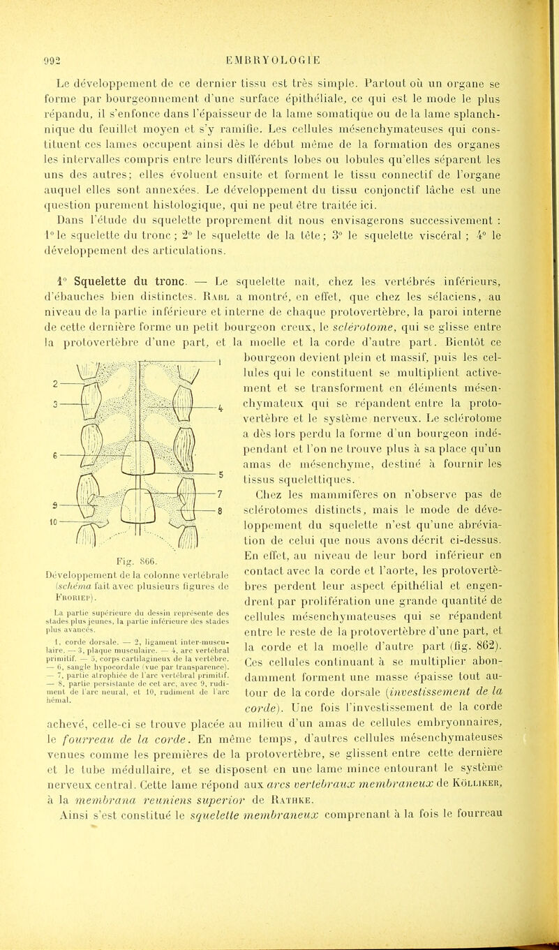 Le développement de ce dernier tissu est très simple. Partout oi^i un organe se forme par bourgeonnement d'une surface épithéliale, ce qui est le mode le plus répandu, il s'enfonce dans l'épaisseur de la lame somatique ou de la lame splanch- nique du feuillet moyen et s'y ramifie. Les cellules mésenchymateuses qui cons- tituent ces lames occupent ainsi dès le début même de la formation des organes les intervalles compris entre leurs différents lobes ou lobules qu'elles séparent les uns des autres; elles évoluent ensuite et forment le tissu connectif de l'organe auquel elles sont annexées. Le développement du tissu conjonctif lâche est une question purement histologique, qui ne peut être ti^aitée ici. Dans l'étude du squelette proprement dit nous envisagerons successivement : l^le squelette du tronc; 2° le squelette de la tète; 3° le squelette viscéral ; 4° le développement des articulations. 1° Squelette du tronc. —■ Le squelette naît, chez les vertébrés inférieurs, d'ébauches bien distinctes. R.\bl a montré, en effet, que chez les sélaciens, au niveau de la partie inférieure et interne de chaque protovertèbre, la paroi interne de cette dernière forme un petit bourgeon creux, le sclérolome, qui se glisse entre la protovertèbre d'une part, et la moelle et la corde d'autre part. Bientôt ce bourgeon devient plein et massif, puis les cel- lules qui le constituent se multiplient active- ment et se transforment en éléments mésen- chymateux qui se répandent entre la proto- vertèbi'e et le système nerveux. Le sclérotome a dès lors perdu la forme d'un bourgeon indé- pendant et l'on ne trouve plus à sa place qu'un amas de mésenchyme, destiné à fournir les tissus squelettiques. Chez les mammifères on n'observe pas de sclérotomes distincts, mais le mode de déve- loppement du squelette n'est qu'une abrévia- tion de celui que nous avons décrit ci-dessus. En effet, au niveau de leur bord inférieur en contact avec la corde et l'aorte, les protovertè- bres perdent leur aspect épithélial et engen- drent par prolifération une grande quantité de cellules mésenchymateuses qui se répandent entre le reste de la protovertèbre d'une part, et la corde et la moe.Ue d'autre part (fig. 862). Ces cellules continuant à se multiplier abon- damment foi'ment une masse épaisse tout au- tour de la corde dorsale {investissement de la corde). Une fois l'investissement de la corde achevé, celle-ci se trouve placée au milieu d'un amas de cellules embryonnaires, le fourreau de la corde. En même temps, d'autres cellules mésenchymateuses venues comme les premières de la protovertèbre, se glissent entre cette dernière et le tube médullaire, et se disposent en une lame mince entourant le système nerveux central. Cette lame répond aux arcs vertébraux membraneux Ae, Kolliker, à la membrana reuniens superior de R.\thke. Ainsi s'est constitué le squelette membraneux comprenant à la fois le fourreau Fig. 866. Développement de la colonne vertébrale [schéma fait avec plusieurs figures do Fboriep) . La partie supurieuro du dessin représente des stades plus jeunes, la partie inlïrieiu'e des stades plus avancés. 1, corde dorsale. — 2, ligamenL inter-nuiscu- laire. — 3, plaque musculaire. — 4, arc vertébral primitif. — o, corps cartilagineux de la vertèbre. — 6, sangle liypocordale (vue par transparence). — 7, partie atrophiée de l'arc vertébral primitif. — 8, partie persistante de cet arc, avec 9, rudi- ment de l'arc neural, et 10, rudiment de l'arc liémal.