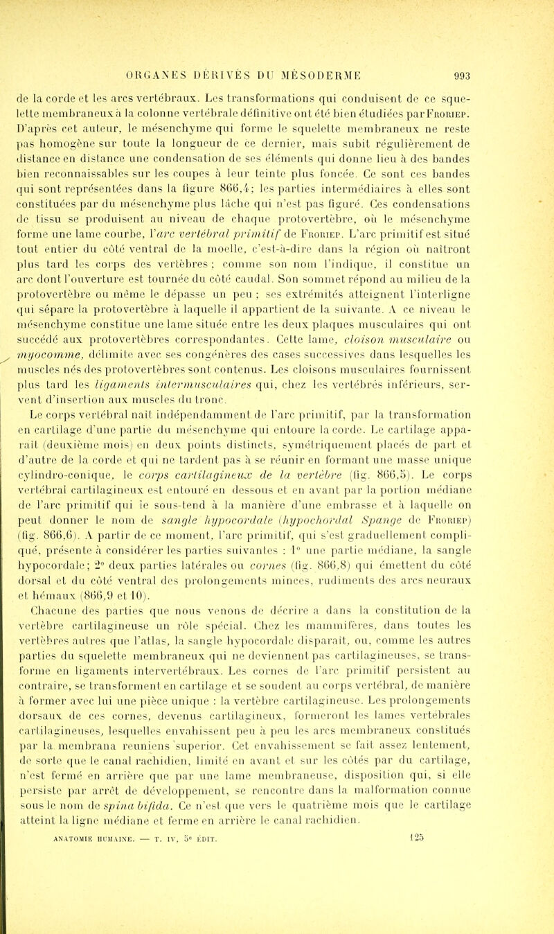 de la corde et les arcs vertébraux. Les transformations qui conduisent de ce sque- lette membraneux h la colonne vertébrale définitive ont été bien étudiées par FRORiEP. D'après cet auteur, le mésenchyme qui forme le squelette membraneux ne reste pas homogène sur toule la longueur de ce dernier, mais subit régulièrement de distance en distance une condensation de ses éléments qui donne lieu à des bandes bien reconnaissables sur les coupes à leur teinte plus foncée. Ce sont ces bandes qui sont représentées dans la figure 866,4; les parties intermédiaires à elles sont constituées par du mésenchyme plus lâche qui n'est pas figuré. Ces condensations de tissu se produisent au niveau de chaque protovertèbre, où le mésenchyme forme une lame courbe, l'arc vertébral priinilif de Fkouiep. L'arc primitif est situé tout entier du côté ventral de la moelle, c'est-à-dire dans la région où naîtront plus tard les corps des vertèbres ; comme son nom l'indique, il constitue un arc dont l'ouverture est tournée du côté caudal. Son sommet répond au milieu de la protovertèbre ou même le dépasse un peu ; ses extrémités atteignent l'interligne qui sépare la protovertèbre à laquelle il appartient de la suivante. A ce niveau le mésenchyme constitue une lame située entre les deux plaques musculaires qui ont succédé aux protovertèbres correspondantes. Cette lame, cloison musculaire ou myoconime, délimite avec ses congénères des cases successives dans lesquelles les muscles nés des protovertèbres sont contenus. Les cloisons musculaires fournissent plus tard les ligaments inlerrnusculaires qui, chez les vertébrés inférieurs, ser- vent d'insertion aux muscles du tronc. Le corps vertébral nait indépendamment de l'arc primitif, par la transformation en cartilage d'une partie du mésenchyme qui entoure la corde. Le cartilage appa- raît (deuxième mois) en deux points distincts, symétriquement placés de part et d'autre de la corde et qui ne tardent pas à se réunir en formant une masse unique cylindro-conique, le corps cartilagineux de la vertèlji-e (flg. 866,5). Le corps vi'i lébral cartilagineux est entouré en dessous et en avant par la portion médiane de l'arc primitif qui le sous-tend à la manièi'e d'une embrasse et à laquelle on peut donner le nom de sangle hijpocordale (hypochordal Spange de FiioniEp) (fig. 866,6). A partir de ce moment, l'arc primitif, qui s'est graduellement compli- qué, présente à considérer les parties suivantes : 1 une partie médiane, la sangle hypocordale; t° deux parties latérales ou cornes (fig. 866,8) qui émettent du cùté dorsal et du cùté ventral des prolongements minces, rudiments des arcs neuraux et hémaux (866,9 et 10). Chacune des parties que nous venons de décrire a dans la constitution de la vertèbre cartilagineuse un rôle spécial. Chez les mammifères, dans toutes les vertèbres autres que l'atlas, la sangle hypocordale disparait, ou, comme les autres parties du squelette membraneux qui ne deviennent pas cartilagineuses, se trans- forme en ligaments intervertébraux. Les cornes de l'arc primitif persistent au contraire, se transforment en cartilage et se soudent au corps vertébral, de manière à former avec lui une pièce unique : la vertèbre cartilagineuse. Les prolongements dorsaux de ces cornes, devenus cartilagineux, formeront les lames vertébrales cartilagineuses, lesquelles envahissent peu à peu les arcs membraneux constitués par la membrana reuniens 'superior. Cet envahissement se fait asse?; lentement, de sorte que le canal rachidien, limité en avant et sur les côtés par du cartilage, n'est fermé en arrière que par une lame membraneuse, disposition qui, si elle [xn'siste par arrêt de développement, se rencontre dans la malformation connue sous le nom de spina bifida. Ce n'est que vers le quatrième mois que le cartilage atteint la ligne médiane et ferme en arrière le canal rachidien. ANATOMIE Ilr.M\INE. — T. IV, 0° ÉDIT. 125