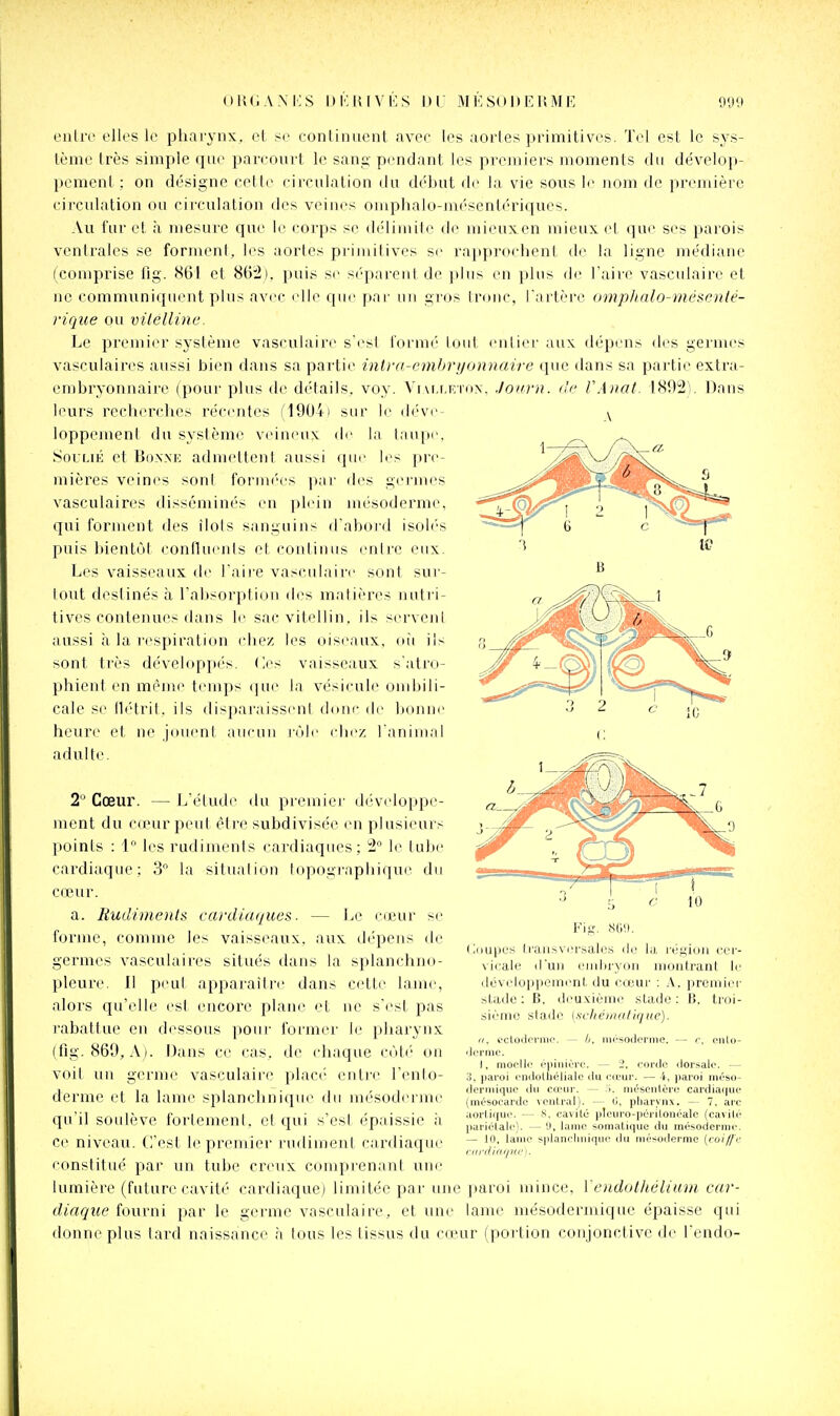 ()H(iA-M:s i)i:i{ivi>:s ni; aiksoueiîme L'iiliv elk'S k' pharynx, et se conlinuent avec les aoiies primitives. Tel est le sys- tème très simple que pareourt le sang pendant les premiers moments du dévelop- pement : on désigne cette circulation du d(''l)ut de Ja vie sous le nom de première circulation ou circulation des veines omphaio-mésentériques. -Vu i'ur et à mesure que le corps se d('limile de mieuxen mieux el que ses parois ventrales se formenl, les aortes pi'imitives se rapprochent de la ligne médiane (comprise lîg. 861 et 85:2). pui.- ■pai'entde plus en plus de l'aire vasculaire et ne communiquent plus avec elle (|ue [»ac uu gi'os Iriuic, l'artère oDipIinlo-inésrnlé- rique ou vilelline. Le premier système vasculaire s'est l'ornié tout enlier aux dépens des germes vasculaires aussi bien dans sa partie inlra-cmhrijon^Hiire que dans sa partie extra- embryonnaire (poui' plus de détails, voy. Vm.riîroN. .loiirn. l'c IWiiat. 1892V Dans leurs recherches récentes fl90ii sur le d(''ve ^ loppement du système veineux de la lau[M'. SouLiÉ et Bonne admettent aussi (pie les pre- mières veines sont formées ])ar des g(M'nies vasculaires disséminés en |)lein mésoderme, qui forment des ilôts sanguins d'abord isoh's puis bientôt conlluents et contiuus eiilre eux. Les vaisseaux de l'aire vasculaire sont sur- lout destinés à rabsorptioii des matières nutri- tives contenues dans II' sac vil/dlin, ils serveni aussi à la l'cspiration (diez les oiseaux, oii ils sont très développés, (les vaisseaux s'atni- phient en même temps (jue la vésicule oudjili- cale se llétrit, ils disparaissent d(inc de bonne heure et ne jouent aucun rôle chez l'animal adulte. 2 Cœur. — L'étude du pi-emiei' diiveloppe- ment du cunir peut être subdivisée en plusieurs points : \° les rudimenls cardiaques ; 2° le lube cardiaque; 3 la situalion lopogi'aplii(iue du cœur. a. RudimenlA cardiaques ■ — Le cœur se forme, comme les vaiss(\aux. aux dépens de germes vasculaires situés dans la splanchno- pleure. Il peut apparaître dans cette lame, alors qu'elle est encore plane et ne s'est pas rabattue en dessous poin- former le pharynx (fig. 869, Aj. Dans ce cas, de chaque côtf' ou voit un germe vasculaire plact' entre l'enlo- derme et la lame splanchnique du mésoderme qu'il soulève forlemenl. et cpii s'est épaissie à ce niveau. C'est le premier rudiment cardiaque conslitué par un tube creux comprenant une lumière (future cavité cardiaque) limitée par une diaque fourni par le germe vasculaire, et une donne plus lard naissance à tous les tissus du ca tig, .sr.'.i. Coupes li'aiisvcrsalcs du la région cei'- \ icale (l'un oiriliryon montrant le (lùvcloppoiTii'nt du cœui' : A. premiiM- stade; B. dou-^ièine stade; B. troi- sième stade [Kchéinatique). Il, octoi-loniio. — //. iiirsoderme. — r, oulo- 'Irriiic. 1, nioclh ('piniôrc. — 1, cor'dc dor-salc. — o. paroi cndoUiélialc ilu iMi'ur. — 4, paroi méso- dcrniiquc du cœur. — i. nit'senlèro cardiatpu (m(!'Socarde \entral). — 0, pharynx. — 7, arc aorliquo. — S, cavité plciiro-périlonéalc (cavilr> pariétale). — U, lame somatiqiie du mésoderuic. — 10, lanio splanchnique du niér;oderme {coi//'i' riinl/iii/iir^. ]iaroi mince, ïendut/iéliiDii car- laine mésodermique épaisse qui ur (portion conjonctive de l'endo-