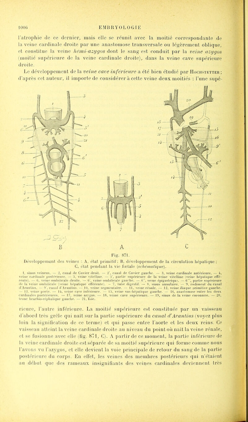 l'atrophie de ce dernier, mais elle se réunit, avec la moitié correspondante de la veine cardinale droite par une anastomose transversale ou légèrement oblique, et constitue la veine hémi-azygos dont le sang est conduit par la veine azygos (moitié supérieure de la veine cardinale droite), dans la veine cave supérieure droite. Le développement de la veine cave inférieure a été bien étudié par Hociistetter ; d'après cet auteur, il importe de considérer à cette veine deux moitiés : l'une supé- B A C Fig. 871. Développement des veines ; A, état primitif; B, développement de la circulation hépatique; G, état pendant la vie fœtale [schématique). 1, sious veineux. — 2, canal de Cuvier droit. — i\ canal de Cuvier gauche. — 3, veine cardinale antérieure. — 4, veine cardinale postérieure. — o, veine vitelline. — ri', partie supérieure de la veine vitelline (veine iiépatique effé- rente). — (i, veine ombilicale droite. — 0', veine ombilicale gaufhe. — 6, veine épigastrique. — 6', partie supérieure de la veine ombilicale (veine hépatique elîérente). — 7, tube digestif. — 8, sinus annulaire. — 9, rudiment du canal d'Arantius. — 9', canal d'Aranlius. — 10, veine segmeataire. — 11, veine rénale. — 12, veine iliaque primitive gauche. — 13, veine porte. — 14, veine cave inférieure. — 13, veine sus-hépatique gauche. — 16, anastomose entre les deuK cardinales postérieures. — 17, veine azygos. — 18, veine cave supérieure. — 19, sinus de la veine coronaire. — 20, tronc brachio-céphalique gauche. — 21, l'oie. rieure, l'autre inférieure. La moitié supérieure est constituée par un vaisseau d'abord très grêle qui naît sur la partie supérieure du canal d'Arantius (voyez plus loin la signification de ce terme) et qui passe entre l'aorte et les deux reins. Ce vaisseau atteint la veine cardinale droite au niveau du point où naît la veine rénale, et se fusionne avec elle (fig. 871, C). A partir de ce moment, la partie inférieure de la veine cardinale droite est séparée de sa moitié supérieure qui forme comme nous l'avons vu l'azygos, et elle devient la voie principale de retour du sang de la partie postérieure du corps. En effet, les veines des membres postérieurs qui n'étaient au début que des rameaux insignifiants des veines cardinales deviennent très