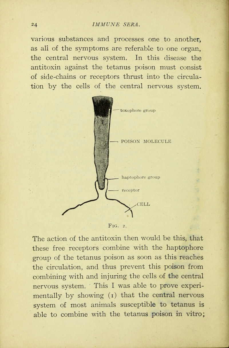 various substances and processes one to another, as all of the symptoms are referable to one organ, the central nervous system. In this disease the antitoxin against the tetanus poison must consist of side-chains or receptors thrust into the circula- tion by the cells of the central nervous system. Fig. 2. The action of the antitoxin then would be this, that these free receptors combine with the haptophore group of the tetanus poison as soon as this reaches the circulation, and thus prevent this poison from combining with and injuring the cells of the central nervous system. This I was able to prove experi- mentally by showing (i) that the central nervous system of most animals susceptible to tetanus is able to combine with the tetanus poison in vitro;