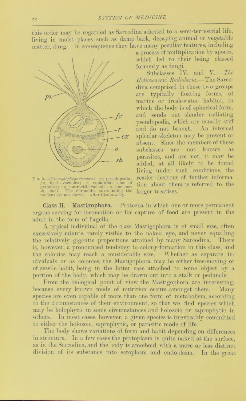 this order may Ije regarded as Sarcodina adapted to a semi-terrestrial life, living in moist places such as damp hark, decaying animal oi‘ vegetable matter, dung. In consequence they have many peculiar features, including a process of multiplication by spores. being cla,ssed -f.v. --r. -c.v. --n s/i. Fro. 3.—CliliimriiJnphri/x ntfrcorea. ]is, psPU(lo])orlia : f.v, fooil - vacuoies; r, equatorial zone of ^rranules; c.r, contractile vacuole; ii, nucleus; shell. The chroiniilia snrronnclin<; the nucleus are not shewn. After Cienkowsky. which led to their formerly as fungi. Subclasses IV. and — The lldiozociAmX Ih id id aria.—The Sarco- dina comprised in these two groups arc t3q)ically floating forms, of marine or fresh-water habitat, in which the bodv is of s])herical form, and sends out slender radiating pseudopodia, which are iisuallv stiff and do not branch. An internal spicular skelebjii ma\ be jiresent or absent. Since the members of these subclasses are not known as parasites, and are not, it ma}’' be added, at all likel,y to be found livins: under such conditions, the reader desirous of further informa- tion aliout them is referred to the larger treatises. Class II.—Mastigophora.—Protozoa in which one or more permanent organs serving for locomotion or for capture of food are present in the adult in the form of flagella. A typical individual of the class IMastigophora is of small size, often exce.ssively minute, rarely vi.sil)le to the naked eye, and never equalling the relatively gigantic proportions attained b\’ main' Sarcodina. There is, however, a pronounced tendency to colony-formation in this class, and the colonies maj' reach a considerable size. Whether as separate in- dividuals or as colonies, the Mastigophora may be either free-moving or of sessile habit, being in the latter case attached to some object lyy a portion of the bod}', which may be drawn out into a stalk or peduncle. From the biological point of view the IMastigophora are interesting, because eveiy known mode of nutrition occurs amongst them. IManv species arc even cajiable of more than one form of metabolism, according to the circumstances of their environment, so that we find species which may be holojihvtic in some circumstances and holozoic or saprophytic in others. In most cases, however, a given species is irrevocably'^ committed to either the holozoic, saprophy'tic, or parasitic mode of life. The body' shews variations of form and habit depending on differences in structure. In a few cases the protoplasm is quite naked at the surface, as in the Sarcodina, ami the body is ammboid, with a more or less distinct division of its .substance into ectoplasm and endoplasm. In the great