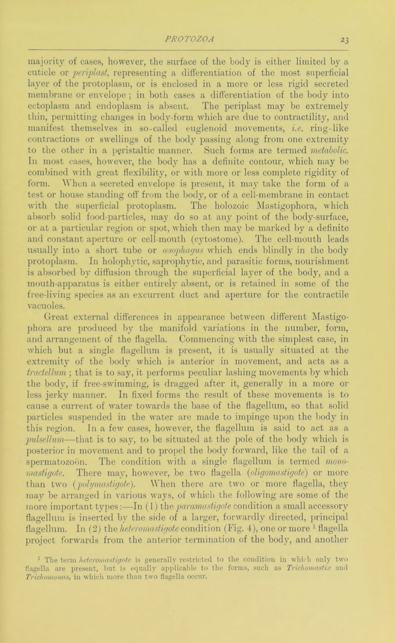 majority of cases, however, the surface of the body is either limited by a cuticle or peiiplaiit, representing a diftereutiation of the most superficial layer of the protoplasm, or is enclosed in a more or less rigid secreted membrane or envelope; in both cases a diflerentiation of the body into ectoplasm and endoplasm is absent. The periplast may be extremely thin, permitting changes in body-form which are due to contractility, and manifest themselves in so-called englenoid movements, i.e. ring-like contractions or swellings of the body passing along from one extremity to the other in a peristaltic manner. Such forms are termed metabolic. In most cases, however, the body has a defiiutc contour, which may be combined with great flexibility, or with more or less complete rigidity of form. When a secreted envelope is present, it may take the form of a test or house standing off from the body, or of a cell-membrane in contact with the superficial protoplasm. The holozoic Mastigophora, which absorb solid food-particles, may do so at aity point of the body-surface, or at a particular region or spot, which then may be marked Ijy a definite and constant aperture or cell-month (cytostome). The cell-month leads usually into a short tube or ce.mphufjns which ends blindly in the body protoplasm. In holophytic, saprophytic, and parasitic forms, nourishment is absorlted by diffusion through the superficial layer of the body, and a mouth-apparatus is either eutirelj absent, or is retained in some of the free-living species as an excurrent duct and aperture for the contractile vacuoles. Great external differences in appearance between different IMastigo- phora are produced lu’ the manifold variations in the number, form, and arrangement of the flagella. Commencing with the simplest case, in which but a single flagellum is })resent, it is usually situated at the extremity of the body which is anterior in movement, and acts as a tnirtellum ; that is to say, it performs jveculiar lashing movements by which the body, if free-swimming, is dragged after it, generally in a more or less jerky manner. In fixed forms the result of these movements is to cause a current of water towards the base of the flagellum, so that solid particles suspended in the water aie made to impinge upon the body in this region. In a few cases, however, the flagellum is said to act as a jnilsellum—that is to say, to be situated at the pole of the body which is posterior in movement and to propel the body foi'ward, like the tail of a spermatozoiin. The condition with a single flagellum is termed motio- mastigote. There may, however, be two flagella {oligoma>ifigotc) or more than two {poh/miiAigofr). When there are two or more flagella, the}’ may be arranged in various ways, of which the following are some of the more important types:—In (1) the pu7Xi7iui.^fi.gote condition a small accessory flagellum is inserted Ity the side of a largei', forwardly directed, ]>rincipal flagellum. In (2) the heleroiiuii^figote condition (Fig. 4), one or more ^ flagella ])roject forwards from the anterioi' termination of the body, and another ’ The tenii hetemnostiuote is enerally restricted to tlie condition in \vhi( h only two flagella are pre.sent, Imt i.s equally applicable to the forms, such a.s Trichomnsti.v and Tfichumuiws, in which more than two llagella occur.