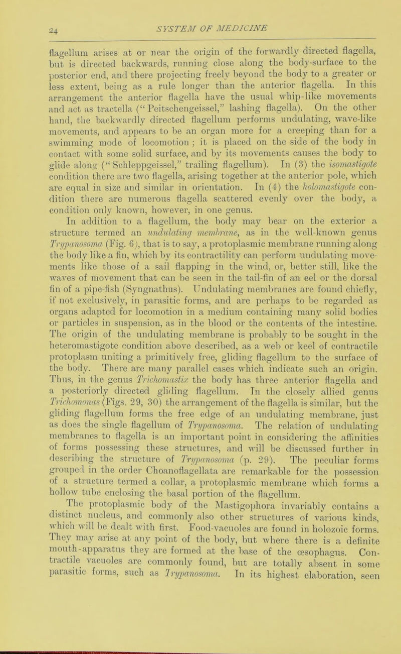 '^4 flagellum arises at or near the origin of the forwardly directed flagella, but is directed backwards, running close along the body-surface to the posterior end, and there projecting freely beyond the body to a greater or less extent, being as a rule longer than the anterior flagella. In this arrangement the anterior flagella have the usual whip-like movements and act as tractella (“ Peitschengeissel,” lashing flagella). On the other hand, the backwardly directed flagellum performs undulating, wave-like movements, and appears to be an organ more for a creeping than for a swimming mode of locomotion ; it is placed on the side of the body in contact with some solid surface, and by its movements causes the body to glide along (“ Schlcppgeissel,” trailing flagellum). In (3) the isomastirjote condition there are two flagella, arising together at the anterior pole, which are equal in size and similar in orientation. In (4) the hoJomadigote con- dition there are numerous flagella scattered evenly over the bodj”, a condition oid}' known, however, in one genus. In addition to a flagellum, the body may bear on the exterior a structure termed an 7tndulaiing memhrane, as in the well-known genus Tnjpano&oimi (Fig. 6that is to .say, a protoplasmic membrane running along the l)ody like a fin, which by its conti’actility can perform undulating move- ments like those of a sail flapping in the wind, or, better still, like the waves of movement that can be seen in the tail-fin of an eel or the dorsal fin of a pipe-fish (Syngnathus). Undulating memliranes are found chiefly, if not exclusively, in parasitic forms, and are perhaps to be regarded as organs adapted for locomotion in a medium containing many solid Imdics or particles in suspension, as in the blood or the contents of the intestine. The origin of the undulating membrane is probably to be sought in the heteromastigote condition above described, as a web or keel of contractile protoplasm uniting a primitively free, gliding flagellum to the surface of the body. There are many pai-allel cases which indicate such an origin. Thus, in the genus Trichomastir the body has three anterior flagella and a postei'iorly directed gliding flagellum. In the closely allied genus 'Trirhomonas {Vigs. 29, 30) the arrangement of the flagella is similar, but the gliding flagellum forms the free edge of an undulating membrane, just as docs the single flagelhun of Trypcmosoma. The relation of undulating membranes to flagella is an im])ortant point in considei'ing the affinities of forms jiossessing these structures, and will be discussed further in describing the structure of Trgpmiosomn (p. 29). The pecmliar forms grouped in the oi'der Choanoflagellata are remarkable for the ])ossession of a structure termed a collar, a protoplasmic membrane which forms a hollow tube enclo.siug the basal portion of the flagellum. The pT'otoplasmic bod}'’ of the Mastigophora invariably contains a distinct nucleus, and commonly also other structures of various kinds, which will be dealt with first. Food-vacuoles are found in holozoic forms. They may arise at any point of the body, liut where there is a definite mouth-apparatus they are foi'med at the liase of the oesophagus. Con- tractile vacuoles are commonly found, but are totally absent in some paiasitic foims, such as Irypanoaoma. In its highest elaboration, seen