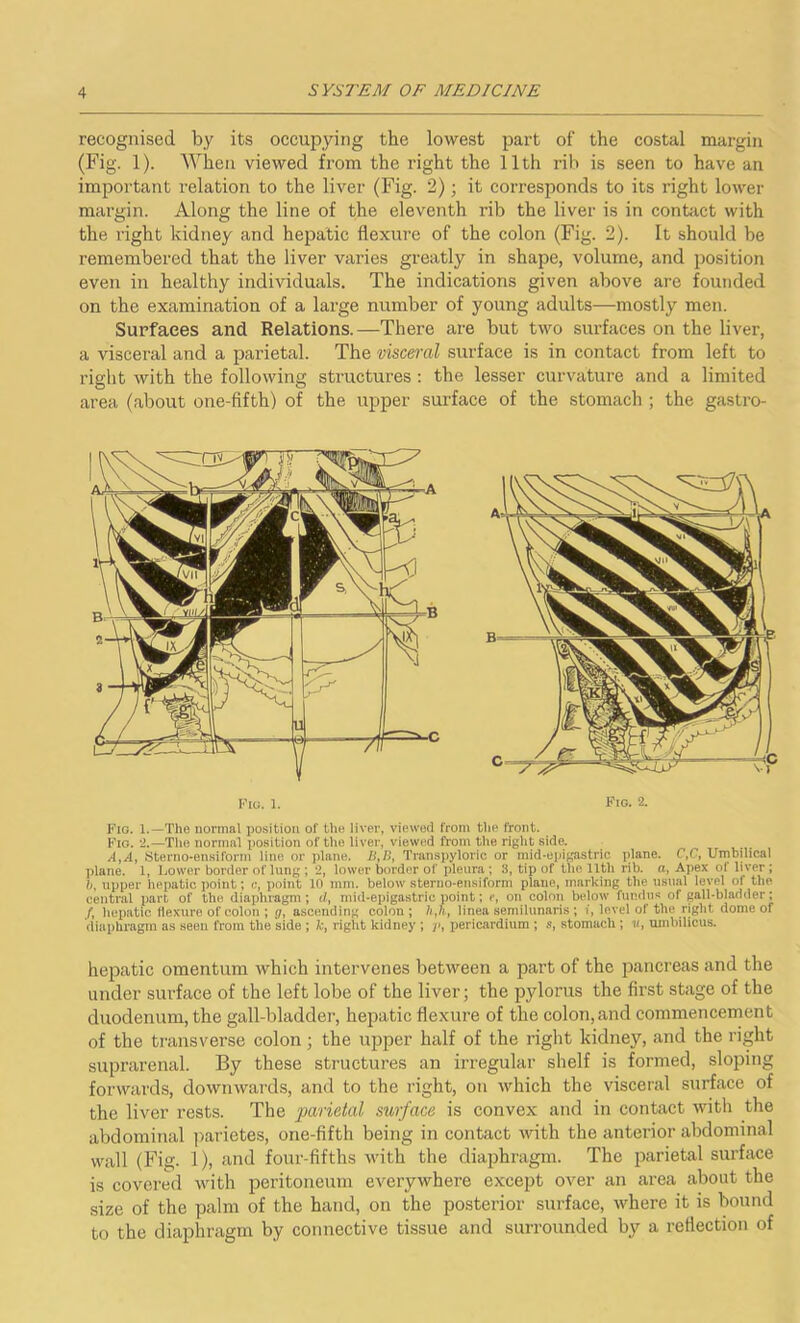 recognised by its occupying the lowest part of the costal margin (Fig. 1). When viewed from the right the 11th rib is seen to have an important relation to the liver (Fig. 2); it corresponds to its right lower margin. Along the line of the eleventh rib the liver is in contact with the right kidney and hepatic flexure of the colon (Fig. 2). It should be remembered that the liver varies greatly in shape, volume, and position even in healthy individuals. The indications given above are founded on the examination of a large number of young adults—mostly men. Surfaces and Relations.—There are but two surfaces on the liver, a visceral and a parietal. The visceral surface is in contact from left to right with the following structures : the lesser curvature and a limited area (about one-fifth) of the upper surface of the stomach ; the gastro- I-'iu. 1. Fig. 2. Fig. 1.—The normal position of the liver, viewed from the front. Fig. 2.—The normal position of the liver, viewed from the right side. A,A, Sterno-ensiform line or plane. B,B, Transpyloric or mid-epigastric plane. C,C, Umbilical plane. 1, Lower border of lung ; 2, lower border of pleura; 3, tip of the 11th rib. a, Apex oi liver; b, upper hepatic point; c, point 10 mm. below sterno-ensiform plane, marking the usual level of the central part of the diaphragm; d, mid-epigastric point; e, on colon below fundus of gall-bladder; ft hepatic flexure of colon ; g, ascending colon ; h,h, linea semilunaris ; v, level of the right dome of diaphragm as seen from the side ; A:, right kidney ; y», pericardium ; s, stomach ; i/, umbilicus. hepatic omentum which intervenes between a part of the pancreas and the under surface of the left lobe of the liver; the pylorus the first stage of the duodenum, the gall-bladder1, hepatic flexure of the colon,and commencement of the transverse colon; the upper half of the right kidney, and the right suprarenal. By these structures an irregular shelf is formed, sloping forwards, downwards, and to the right, on which the visceral surface of the liver rests. The parietal surface is convex and in contact with the abdominal parietes, one-fifth being in contact with the anterior abdominal wall (Fig. 1), and four-fifths with the diaphragm. The parietal surface is covered with peritoneum everywhere except over an area about the size of the palm of the hand, on the posterior surface, where it is bound to the diaphragm by connective tissue and surrounded by a reflection of