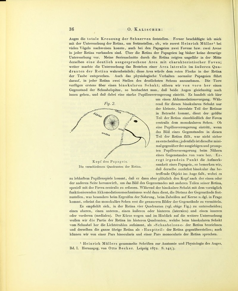 Auges die totale Kreuzung der Sehnerven feststellen. Ferner beschäftigte ich mich mit der Untersuchung der Retina, um festzustellen, ob, wie zuerst Heinrich Müller^ bei vielen Vögeln nachweisen konnte, auch bei den Papageien zwei Foveae bzw. zwei Areae in jeder Retina vorhanden sind. Uber die Retina der Papageien lag bisher keine derartige Untersuchung vor. Meine Serienschnitte durch die Retina zeigten ungefähr in der Mitte derselben eine deutlich ausgesprochene Area mit charakteristischer Fovea; weiter machte die Untersuchung das Bestehen einer Area lateralis im äußeren Qua- dranten der Retina wahrscheinlich; diese Area würde dem roten Flecke in der Retina der Taube entsprechen. Auch das physiologische Verhalten normaler Papageien führt darauf, in jeder Retina zwei Stellen des deutlichsten Sehens anzunehmen. Die Tiere verfügen erstens über einen binokularen Sehakt; nähern wir von vorn her einen Gegenstand der Schnabelspitze, so beobachtet man, daß beide Augen gleichzeitig nach innen gehen, und daß dabei eine starke Pupillenverengerung eintritt. Es handelt sich hier um einen Akkomodationsvorgang. Wäh- Fig. 2. rend für diesen binokularen Sehakt nur der kleinste, lateralste Teil der Retinae in Betracht kommt, dient der größte Teil der Retina einschließlich der Fovea centralis dem monokularen Sehen. Ob eine Pupillenverengerung eintritt, wenn das Bild eines Gegenstandes in diesen Teil der Retina fällt, war nicht sicher zu entscheiden; jedenfalls ist dieselbe mini- mal gegenüber der ausgiebigen und promp- ten Pupillenverengerung beim Nähern eines Gegenstandes von vorn her. Er- regt irgendein Punkt die Aufmerk- samkeit eines Papageis, so bemerken wir, daß derselbe zunächst binokular das be- treifende Objekt ins Auge faßt, wobei es zu lebhaftem Pupillenspiele kommt, daß er dann aber jjlötzlich den Kopf nach der einen oder der anderen Seite herumwirft, um das Bild des Gegenstandes mit anderen Teilen seiner Retina, speziell mit der Fovea centralis zu erfassen. Während der binokulare Sehakt mit dem vorzüglich funktionierenden Akkomodationsmechanismus wohl dazu dient, die Distanz der Gegenstände fest- zustellen, was besonders beim Ergreifen der Nahrung, beim Zubeißen auf Kerne u.dgl. in Frage kommt, scheint das monokulare Sehen erst die genaueren Bilder der Gegenstände zu vermitteln. Es empfiehlt sich, in der Retina vier Quadranten (vgl. obige Fig.) zu unterscheiden; einen oberen, einen unteren, einen äußeren oder hinteren (lateralen) und einen inneren oder vorderen (medialen). Der Kürze wegen und im Hinblick auf die weitere Untersuchung wollen wir die Partie der Retina im hinteren Quadranten, welche beim binokularen Sehakt vom Schnabel her die Lichtstrahlen aufnimmt, als »Schnabelzone« der Retina bezeichnen und derselben die ganze übrige Retina als »Hauptteil« der Retina gegenüberstellen; auch können wir von einer Pars binocularis und einer Pars monocularis der Retina sprechen. Kopf des Papageis. Die verschiedenen Quadranten der Retina. * Heinrich Müllers gesammelte Schriften zur Anatomie und Physiologie des Auges, Bd. I. Herausgeg. von Otto Becker. Leipzig 1872. S. 142/3.