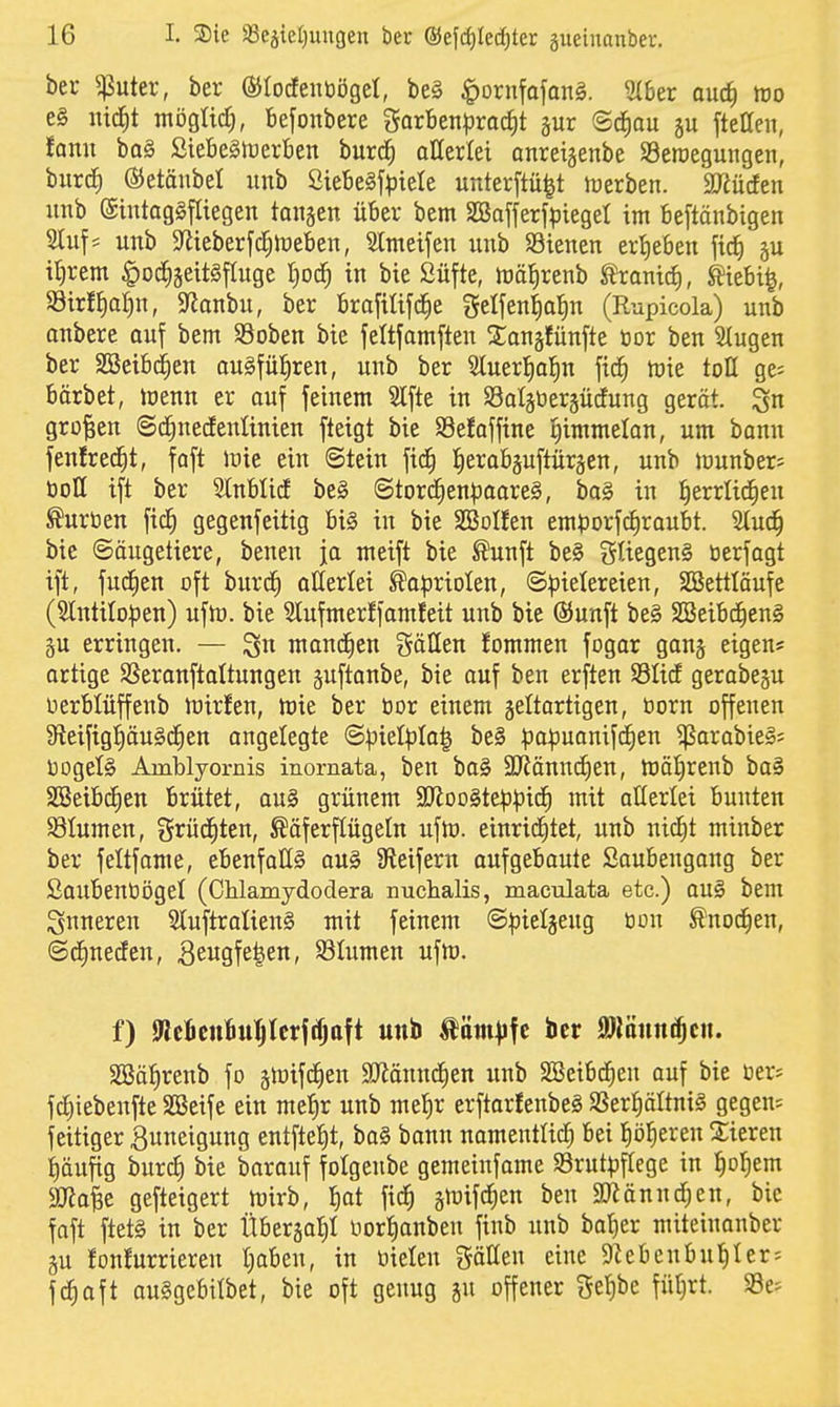 ber ^uter, ber ©tocfenöögel, be§ ^ornfafang. 5(ber auc^ m e§ mc|t möglicf), Befonbere garBen^jrac^t pr @cf)ou gu fteaeii, tamx ba§ SiefieStüertien burc^ atterlei onreisenbe SBeroegungen, burcEi (SJetänbel unb ÖieBeSj^iele unterftü^t irerben. aJiücfen iinb (SintagSfliegen tangen üBcr bem SBafferfpiegel im Beftänbigen 2Iufs unb Sfiieberfc^lüeben, Slmetjen unb S3ienen eri)eben ftd^ §u it)rem §oc!f)5eit§fCuge I)oc^ in bie ßüfte, inäl^renb tranid), Wt^, S3tri^a|n, 5)Janbu, ber Brofttifcfie geIfen|aJ)n (Rupicola) unb anbere ouf bem Söoben bie jeltfarnften Stangfünfte üor ben 3(ugen ber SBeib^en au§füi)ren, unb ber Sluerl^al^n toie tott ge^ Borbet, ioenn er auf feinem Stfte in SSaläberjücfung gerät, gn grüben ©c^necEentinien ftetgt bie 93efaffine ^immelan, um bann fenlrec^t, faft loie ein Stein fid§ lerabgufturäen, unb lüunber^ öoll ift ber Slnblitf be§ (Storc§en|3aare§, ba§ in ^errlid^en Würben fic^ gegenfeitig bi§ in bie SBoIfen emporfcEirauBt. 2(ud^ bie Säugetiere, benen ja meift bie ^unft be§ güegenS üerfagt ift, fuc^en oft burd^ oUerlei Kapriolen, Spielereien, SBettläufe (StntiloJpen) ufto. bie ^ufmer!famfeit unb bie ©unft be§ SBeibc^enä 5U erringen, — ^n mandren gälten fommen fogar ganj eigen* artige SSeranftaltungen guftanbe, bie ouf ben erften 93Iid gerabeju üerMüffenb njirfen, tvk ber öor einem jeltartigen, öorn offenen 9leifigpu§d^en angelegte @piel|)la| be§ ^)o|3uanifc^en ^arabie§= üogelg Amblyornis inornata, ben ba§ 5IRänn(i)en, rtätirenb ba§ 2Bet6c§en Brütet, au§ grünem 9Koo§te|3pic^ mit allerlei Bunten S3tumen, grüd^ten, ^äferftügeln uftü. einridEitet, unb nidEit minber ber feltfanie, eBenfaüS ou§ Steifem anfgeBaute SauBengang ber ßauBenöögel (Chlainydoclera nuchalis, maculata etc.) au§ bem inneren SluftralienS mit feinem S^^ieljeug öon Änod^en, Sc^nerfen, ^eugfe^en, SSIumen ü\to. f) IRcBcnBu^tcrftfjaft unb Äöm^jfc ber Möun^cn. SGßäl^renb fo gtüifc^en SJiännd^en unb ^eiBc^en auf bie Oer* fcJ)iebenfte SBeife ein mc^r unb melir erftarfenbeg SSer|äItni§ gegen= feitiger ßuneigung entftel^t, ba§ bann namcntlicr) bei ^öl^eren Bieren t)äufig burd) bie barauf folgenbe gemeinfome Srutpftege in ^ol^em ajia^e gefteigert wirb, l^at fic^ gnjifd^en ben «Otännd^en, bie faft ftet§ in ber ÜBergal)! norf)anben finb unb bal)er miteinanber gu fonfurrteren IjaBen, in öielen gällen eine 9UBenBu^Ier = fdiaft auSgeBttbet, bie oft genug gu offener ge!)be füljrt. »e^