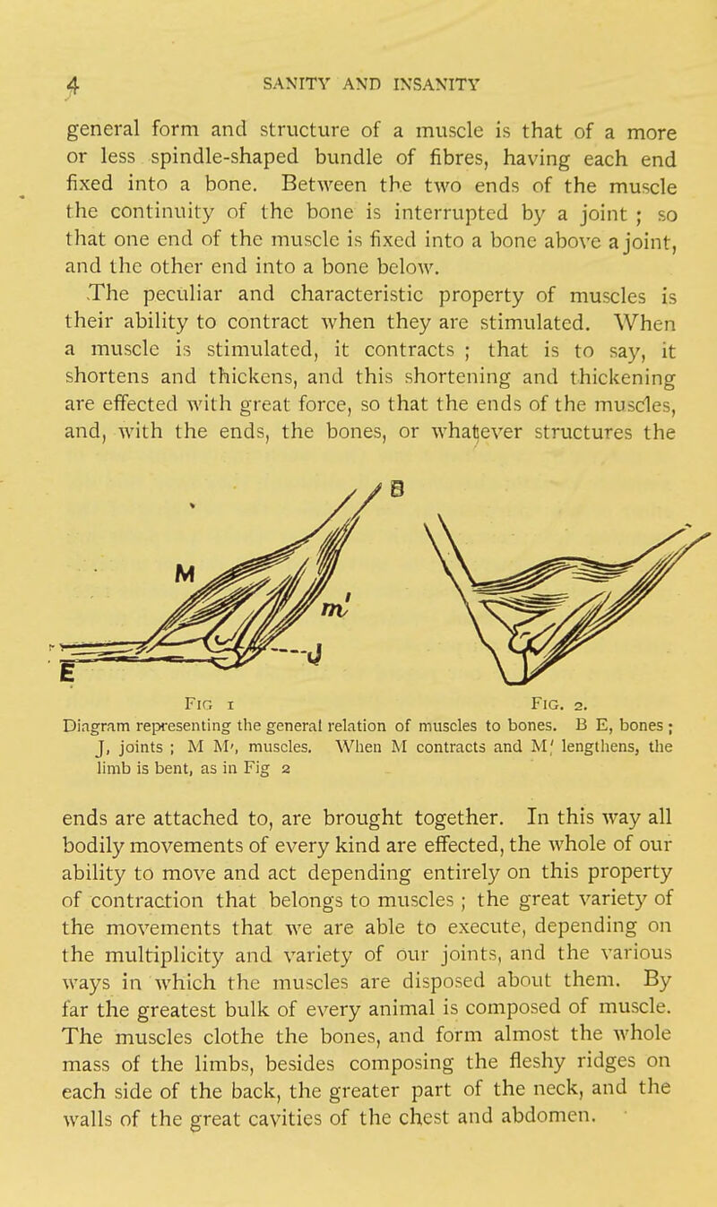 general form and structure of a muscle is that of a more or less spindle-shaped bundle of fibres, having each end fixed into a bone. Between the two ends of the muscle the continuity of the bone is interrupted by a joint ; so that one end of the muscle is fixed into a bone above a joint, and the other end into a bone below. .The peculiar and characteristic property of muscles is their ability to contract when they are stimulated. When a muscle is stimulated, it contracts ; that is to say, it shortens and thickens, and this shortening and thickening are effected with great force, so that the ends of the muscles, and, with the ends, the bones, or whatever structures the Fig i Fig. 2. Diagram representing the general relation of muscles to bones. B E, bones ; J, joints ; M M», muscles. When M contracts and M,' lengthens, the limb is bent, as in Fig 2 ends are attached to, are brought together. In this way all bodily movements of every kind are effected, the whole of our ability to move and act depending entirely on this property of contraction that belongs to muscles; the great variety of the movements that we are able to execute, depending on the multiplicity and variety of our joints, and the various ways in which the muscles are disposed about them. By far the greatest bulk of every animal is composed of muscle. The muscles clothe the bones, and form almost the whole mass of the limbs, besides composing the fleshy ridges on each side of the back, the greater part of the neck, and the walls of the great cavities of the chest and abdomen.