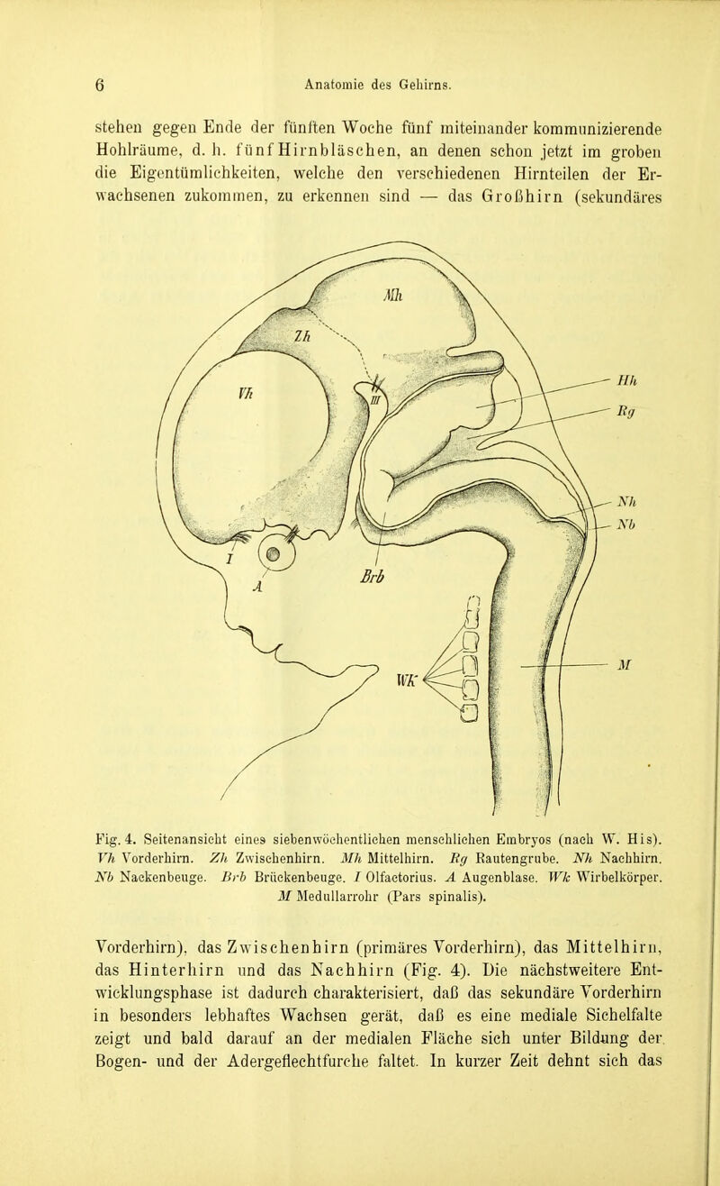 stehen gegen Ende der fünften Woche fünf miteinander kommunizierende Hohlräume, d.h. fünf Hirnbläschen, an denen schon jetzt im groben die Eigentümlichkeiten, welche den verschiedenen Hirnteilen der Er- wachsenen zukommen, zu erkennen sind — das Großhirn (sekundäres Fig. 4. Seitenansielit eines siebenwöelientlichen menselilielien Embryos (nach W. Bis). Vh Vorderhirn. ZJi, Zwisebenliirn. 3Ih Mittelhirn. B(/ Rautengrube. Nh Naehhirn. Nb Naekenbeuge. Brb Brüeiienbeuge. / Olfaetorius. A Augenblase. Wk Wirbelliörper. M Medullarrohr (Pars spinalis). Vorderhirn), das Zwischenhirn (primäres Vorderhirn), das Mittelhirn, das Hinterhirn imd das Nachhirn (Fig. 4). Die nächstweitere Ent- wicklungsphase ist dadurch charakterisiert, daß das sekundäre Vorderhirn in besonders lebhaftes Wachsen gerät, daß es eine mediale Sichelfalte zeigt und bald darauf an der medialen Fläche sich unter Bildung der Bogen- und der Adergeflechtfurche faltet. In kurzer Zeit dehnt sich das