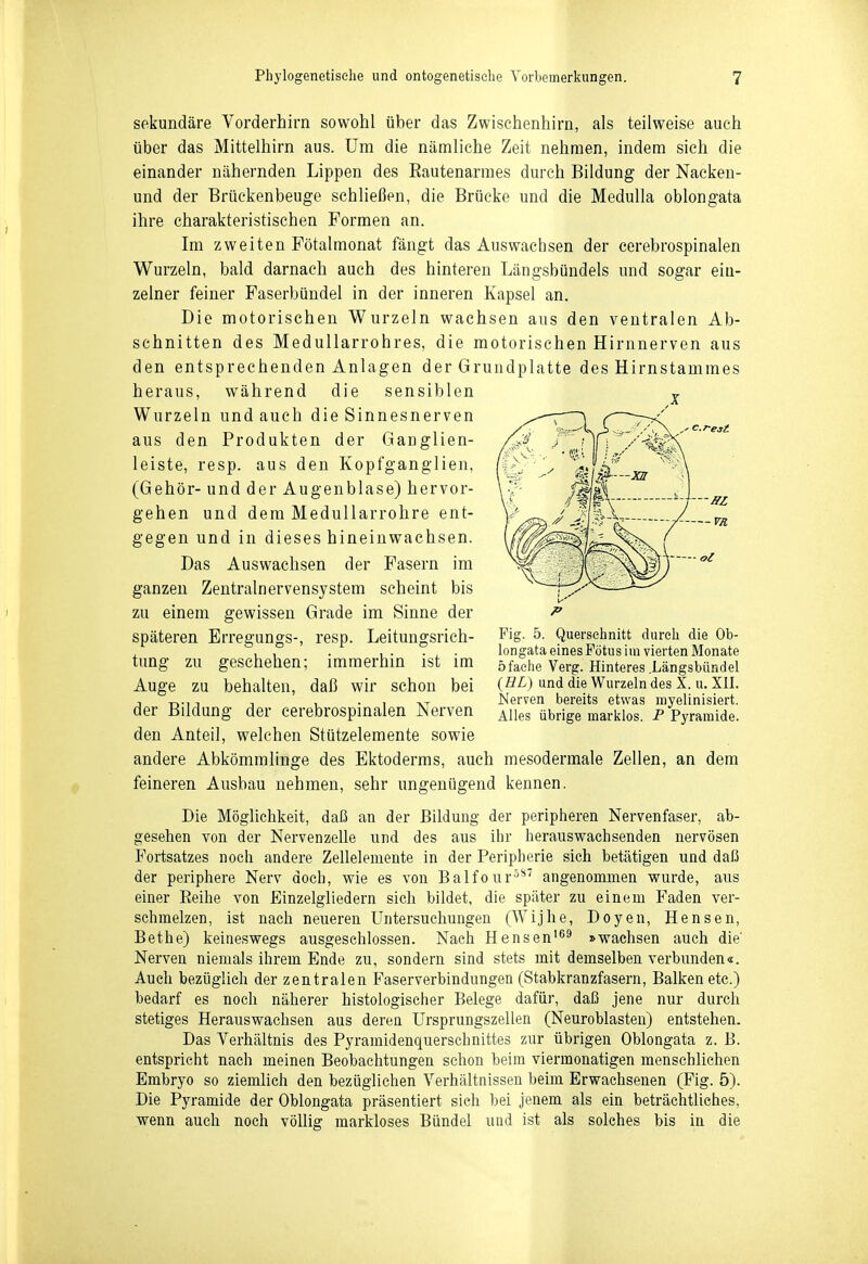 er est sekundäre Vorderhirn sowohl über das Zwischenhirn, als teilweise auch über das Mittelhirn aus. Um die nämliche Zeit nehmen, indem sich die einander nähernden Lippen des Eautenarraes durch Bildung der Nacken- und der Brückenbeuge schließen, die Brücke und die Medulla oblongata ihre charakteristischen Formen an. Im zweiten Fötalmonat fängt das Auswachsen der cerebrospinalen Wurzeln, bald darnach auch des hinteren Längsbündels und sogar ein- zelner feiner Faserbündel in der inneren Kapsel an. Die motorischen Wurzeln wachsen aus den ventralen Ab- schnitten des MeduUarrohres, die motorischen Hirnnerven aus den entsprechenden Anlagen der Grundplatte des Hirnstamraes heraus, während die sensiblen ^ Wurzeln und auch die Sinnesnerven aus den Produkten der Ganglien- leiste, resp. aus den Kopfganglien, (Gehör- und der Augenblase) hervor- gehen und dem Medullarrohre ent- gegen und in dieses hineinwachsen. Das Auswachsen der Fasern im ganzen Zentralnervensystem scheint bis zu einem gewissen Grade im Sinne der späteren Erregungs-, resp. Leitungsrich- tung zu geschehen; immerhin ist im Auge zu behalten, daß wir schon bei der Bildung der cerebrospinalen Nerven den Anteil, welchen Stützelemente sowie andere Abkömmlinge des Ektoderras, auch mesodermale Zellen, an dem feineren Ausbau nehmen, sehr ungenügend kennen. Die Möglichkeit, daß an der Bildung der peripheren Nervenfaser, ab- gesehen von der Nervenzelle und des aus ihr herauswachsenden nervösen Fortsatzes noch andere Zellelemente in der Peripherie sich betätigen und daß der periphere Nerv doch, wie es von Balfour^*' angenommen wurde, aus einer Eeihe von Einzelgliedern sich bildet, die später zu einem Faden ver- schmelzen, ist nach neueren Untersuchungen (Wijhe, Doyen, Bensen, Bethe) keineswegs ausgeschlossen. Nach Hensen'^^ »wachsen auch die' Nerven niemals ihrem Ende zu, sondern sind stets mit demselben verbunden«. Auch bezüglich der zentralen Faserverbindungen (Stabkranzfasern, Balken etc.) bedarf es noch näherer histologischer Belege dafür, daß jene nur durch stetiges Herauswachsen aus deren Ursprungszellen (Neuroblasten) entstehen. Das Verhältnis des Pyramidenquerschnittes zur übrigen Oblongata z. B. entspricht nach meinen Beobachtungen schon beim viermonatigen menschlichen Embryo so ziemlich den bezüglichen Verhältnissen beim Erwachsenen (Fig. 5). Die Pyramide der Oblongata präsentiert sich bei jenem als ein beträchtliches, wenn auch noch völlig markloses Bündel und ist als solches bis in die Fig. 5. Querschnitt durch die Ob- longata eines Fötus im vierten Monate 5fache Verg. Hinteres Längsbttndel {HL) und die Wurzeln des X. u. XII. Nerven bereits etwas myelinisiert. Alles übrige marklos. P Pyramide.